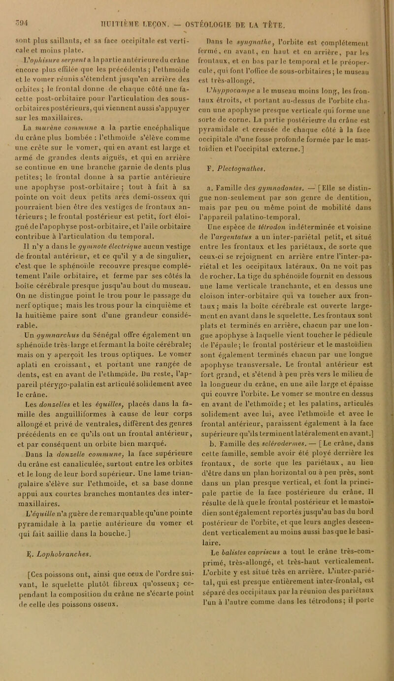 sont plus saillants, cl sa face occipitale est. verti- cale et moins plate. L'ophisure serpent o la partie antérieure du or A ne encore plus effilée que les précédents ; l’cthmoïde et le vomer réunis s’étendent jusqu’en arrière des orbites ; le frontal donne de chaque côté une fa- cette post-orbitaire pour l’articulation des sous- orbitaires postérieurs, qui viennent aussi s’appuyer sur les maxillaires. La murène commune a la partie encéphalique du crâne plus bombée : l’ethmoïde s’élève comme une crête sur le vomer, qui en avant est large et armé de grandes dents aiguës, et qui en arrière se continue en une branche garnie de dents plus petites; le frontal donne à sa partie antérieure une apophyse post-orbitaire; tout à fait à sa pointe on voit deux petits arcs demi-osseux qui pourraient bien être des vestiges de frontaux an- térieurs; le frontal postérieur esL petit, fort éloi- gné de l’apophyse post-orbitaire, et l’aile orbitaire contribue à l’articulation du temporal. Il n’y a dans le gymnote électrique aucun vestige de frontal antérieur, et ce qu’il y a de singulier, c’est que le sphénoïde recouvre presque complè- tement l’aile orbitaire, et ferme par ses côtés la boite cérébrale presque jusqu’au bout du museau. On ne distingue point le trou pour le passage du nerf optique; mais les trous pour la cinquième et la huitième paire sont d’une grandeur considé- rable. Un gymnarchus du Sénégal offre également un sphénoïde très-large elfermant la boîte cérébrale; mais on y aperçoit les trous optiques. Le vomer aplati en croissant, et portant une rangée de dents, est en avant de l’ethmpïde. Du reste, l’ap- pareil plérygo-palatin est articulé solidement avec le crâne. Les donzelles et les équilles, placés dans la fa- mille des anguilliformes à cause de leur corps allongé et privé de ventrales, diffèrent des genres précédents en ce qu’ils ont un frontal antérieur, et par conséquent un orbite bien marqué. Dans la donzelle commune, la face supérieure du crâne est canaliculée, surtout entre les orbites et le long de leur bord supérieur. Une lame trian- gulaire s’élève sur l’ethmoïde, et sa base donne appui aux courtes branches montantes des inter- maxillaires. Véquillc n’a guère de remarquable qu’une pointe pyramidale à la partie antérieure du vomer et qui fait saillie dans la bouche.] E. Lophobranches. [Ces poissons ont, ainsi que ceux de l’ordre sui- vant, le squelette plutôt fibreux qu’osseux; ce- pendant la composition du crâne ne s’écarte point de celle des poissons osseux. Dans le syngnathe, l’orbite est complètement fermé, en avant, en haut et en arrière, par les frontaux, et en bas parle temporal et le préoper- cule, qui font l’office de sous-orbitaires ; le museau est très-allongé. l.'hyppocampe a le museau moins long, les fron- taux étroits, et portant au-dessus de l’orbite cha- cun une apophyse presque verticale qui forme une sorte de corne. La partie postérieure du crâne est pyramidale et creusée de chaque côté à la face occipitale d’une fosse profonde formée par le mas- toïdien et l’occipital externe.] F. Plectognathos. a. Famille des gymnodontes. — [Elle se distin- gue non-seulement par son genre de dentition, mais par peu ou même point de mobilité dans l’appareil palatino-temporal. Une espèce de télrodon indéterminée et voisine de Vargentnlus a un inter-pariétal petit, et situé entre les frontaux et les pariétaux, de sorte que ceux-ci se rejoignent en arrière entre l’inter-pa- riétal et les occipitaux latéraux. On ne voit pas de rocher. La tige du sphénoïde fournit en dessous une lame verticale tranchante, et en dessus une cloison inter-orbitaire qui va toucher aux fron- taux; mais la boîte cérébrale est ouverte large- ment en avanL dans le squelette. Les frontaux sont plats et terminés en arrière, chacun par une lon- gue apophyse à laquelle vient toucher le pédicule de l’épaule; le frontal postérieur et le mastoïdien sont également terminés chacun par une longue apophyse transversale. Le frontal antérieur est fort grand, et s’étend à peu près vers le milieu de la longueur du crâne, en une aile large et épaisse qui couvre l’orbite. Le vomer se montre en dessus en avant de l’ethmoïde; et les palatins, articulés solidement avec lui, avec l’ethmoïde et avec le frontal antérieur, paraissent également à la face supérieure qu’ils terminent latéralement en avant.] b. Famille des scléroderines. — [Le crâne, dans cette famille, semble avoir été ployé derrière les frontaux, de sorte que les pariétaux, au lieu d’être dans un plan horizontal ou à peu près, sont dans un plan presque vertical, et font la princi- pale partie de la face postérieure du crâne. 11 résulte delà que le frontal postérieur et le mastoï- dien sontégalemcnt reportés jusqu’au bas du bord postérieur de l’orbite, et que leurs angles descen- dent verticalement au moins aussi bas que le basi- laire. Le batistes capriscus a tout le crâne très-com- primé, très-allongé, et très-haut verticalement. L’orbite y est situé très en arrière. L’inter-parié- Lal, qui est presque entièrement inter-frontal, est séparé des occipitaux par la réunion des pariétaux l’un à l’autre comme dans les tétrodons; il porte