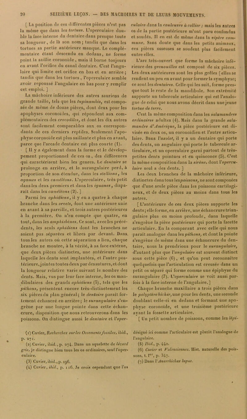 [ La position de ces dilTérentes pièces n’est pas la même que ilans les lorluos. I.’operculaire dou- ble la lace interne du dentaire dans presque toute sa lonfTueur, de IA son nom; tandis que dans les tortues sa partie antérieure man(|uc. Le complé- mentaire étant descendu en dedans, ne forme point la saillie coronoïde, mais il borne toujours eu avant l’orifice du canal dentaire. C’est l’aiqju- laire qui limite cet orifice en bas et en arrière ; tandis que dans les tortues, l’opcrculuire semble avoir repoussé l’angulaire en bas pour y remplir cet emploi. ] La mâchoire inférieure des autres sauriens de grande taille, tels t|ue les lupinamliSj est compo- sée de même de douze pièces, dont deux pour les apophyses coronoïdes, qui répondent aux com- plémentaires des crocodiluSj et dont les dix autres sont facilement comparables aux os correspon- dants de ces derniers re|)tiles. Seulement l’apo- physe corçnoïde est plus saillante et plus en avant, parce que l’arcade dentaire est plus courte (1). [ Il y a également dans la forme et le dévelop- pement proportionnel de ces os , des différences qui caractérisent bien les genres. Le dentaire se prolonge en arrière, et le surangulaire perd, à proportion de son étendue, dans les slellions, les agames et les caméléons. L’operculaire, très-petit dans les deux premiers et dans les iguanes, dispa- raît dans les caméléons (2). ] Parmi les ophidiens, il y en a quatre à chaque branche dans les orvets, dont une antérieure unie en avant à sa pareille, et trois autres postérieures à la première. On n’en compte que quatre, en tout, dans les amphisbènes. Ce sont, avec les précé- dents, les seuls ophidiens dont les branches ne soient pas séparées et libres par devant. Dans, tous les autres où cette séparation a lieu, chaque branche ne montre, à la vérité, A sa face externe, que deux pièces distinctes, une antérieure dans laquelle les dents sont implantées, et l’autre pos- térieure, jointes toutes deux par dessu turcs, et dont la longueur relative varie suivant le nombre des dents. Alais, vus par leur face interne, les os man- dibulaires des grands ophidiens (ô), tels que les jjithotis, présentent encore très-distinctement les si.v pièces du plan général; le dentaire paraît for- tement échancré en arrière; \e surangulaire s’en- grène par une longue pointe dans cette échan- crure, disposition que nous retrouverons dans les poissons. On distingue aussi \e dentaire et l’o/jer- (1) Cuvier, Recherches sur les Ossementsfossiles, ibiel., p. 27 t. (2) Cuvier, ihid.,p. 274. Dans un squelette de lézard gris, je distingue bien tous les os ordinaires, saufl’oper- culaire. (3) Cuvier, ibid., p. ig6. (4) Cuvier, ibid., p. 116. Je crois cependant que l’os culairo dans la couleuvre à collier ; mais les autres os lie la partie postérieure m’ont paru confondus et soudés. Il en est de même dans la vipère com- mune. Sans doute que dans les petits animaux, CCS pièces osseuses se soudent plus facilement entre elles. L’arc très-ouvert que forme la mâchoire infé- rieure des grenouilles est composé de six pièces. Les deux antérieures sont les plus grêles [elles se renflent un peu en avant pour former la symphyse; ce sont les dentaires. Celle qui les suit, forme pres- que tout le reste de la mandibule. Son extrémité supporte un tubercule articulaire qui est l’analo- gue de celui que nous avons décrit dans une jeune tortue de terre. C’est la même composition dans les salamandres ordinaires ailultes (4). Mais dans la grande sala- mandre d’/Imérique, la pièce postérieure est di- visée en deux os, un coronoïdicn et l’autre articu- laire. Dans Vaxolot, il y a un dentaire qui porte des dents, un angulaire qui porte le tubercule ar- ticulaire, et un operculaire garni partout de très- petites dents pointues et en quinconce (5). C’est la meme compositiondans la sirène, dont Vopercu- laire seul a des dents. ] Les deux branches de la mâchoire inférieure, distinctes dans tous Wspoissons, ne sont composées que d’une seule pièce dans les poissons cartilagi- neux, et de deux pièces au moins dans tous les autres. [L’antérieure de ces deux pièces supporte les dents ; elle forme, en arrière, une échancrure trian- gulaire plus ou moins profonde, dans laquelle s’engrène la pièce postérieure qui porte la facette articulaire. En la comparant avec celle qui nous parait analogue dans les pithons, et dont la pointe s’engrène de même dans une échancrure du den- taire, nous la prendrions pour le surangulaire, d’autant plus que Vangulaire est souvent distinct sous cette pièce (G), et qu’on peut reconnaître quelquefois que l’articulation est creusée dans un petit os séparé qui forme comme une épiphyse du surangulaire (7). h'operculaire se voit aussi par- fois à la face interne de l’angulaire.] Chaque branche maxillaire a trois pièces dans le polyplèrebichir,\ine pour les dents, unescconde doublant celle-ci en dedans et formant une apo- physe coronoïde, et une troisième postérieure ayant la fossette articulaire. [ Un petit nombre de poissons, comme les lépi- designé ici comme l’articulaire est plutêt l’analogue de l’angulaire. (5) Ibid., p. 44o. (6) Cuvier et Falencienncs. Hist. naturelle des pois- sons, t. l, p. 347. (7) Dans Winarrhichas lupus.