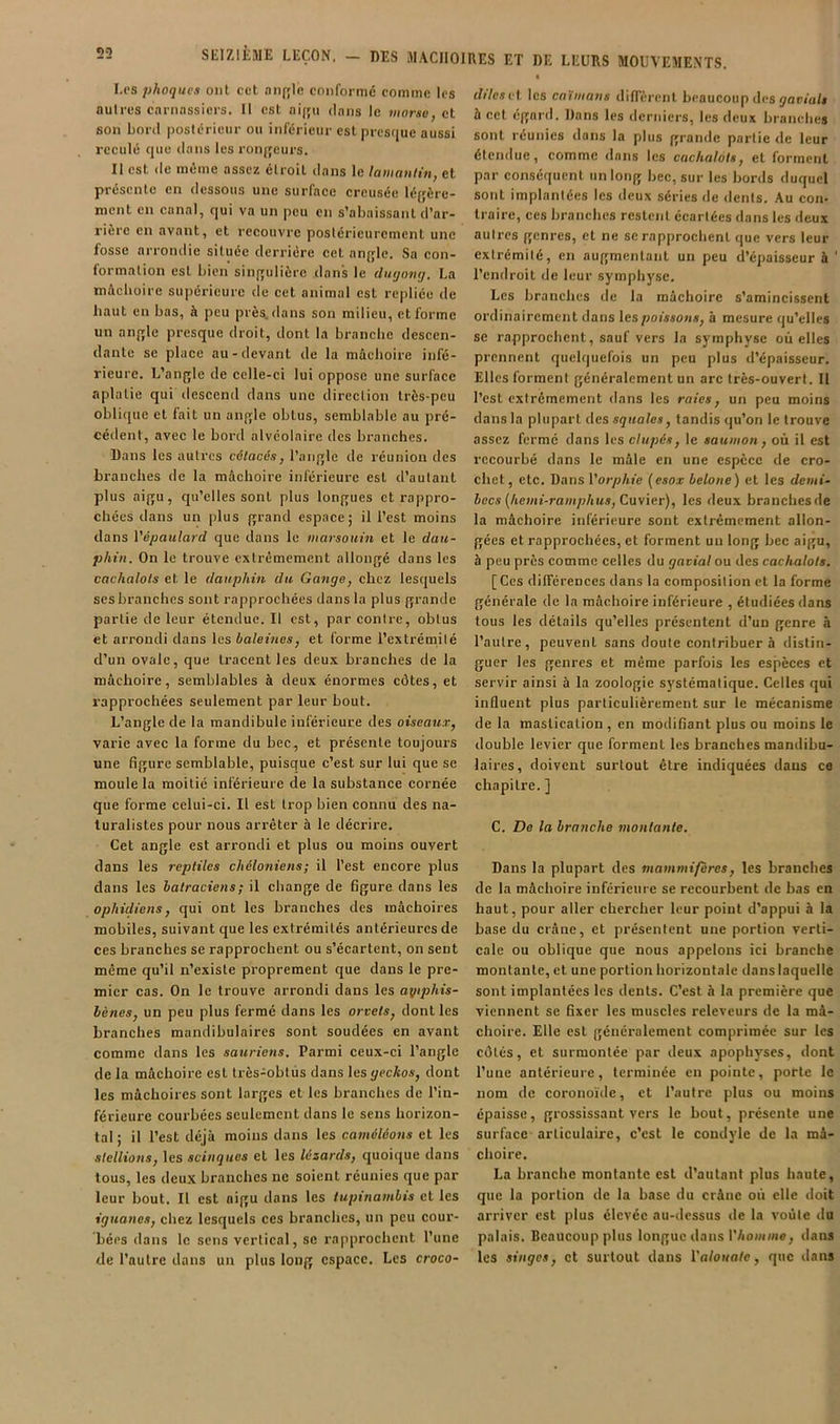 Les phoques ont cet aiif;le conformé comme les autres carnassiers. 11 est ni(ju dans le morse, et son bord postérieur ou inferieur est prcsriue aussi reculé que tians les roiqjeurs. Il est de même assez étroit dans le lamantin, et présente en dessous une surface creusée légère- ment en canal, qui va un peu en s’abaissant d’ar- rière en avant, et recouvre postérieurement une fosse arrondie située derrière cet anfflo. Sa con- iormalion est bien siiifjulière dans le diujnng. La mâchoire supérieure de cet animal est repliée de haut en bas, à peu près, dans son milieu, et forme un anjTle presque droit, dont la branche descen- dante se place au-devant de la mâchoire infé- rieure. L’angle de celle-ci lui oppose une surface aplatie qui descend dans une direction très-peu oblique et fait un angle obtus, semblable au pré- cédent, avec le bord alvéolaire des branches. Dans les autres cétacés, l’angle de réunion des branches de la mâchoire inférieure est d’autant plus aigu, qu’elles sont plus longues et rappro- chées dans un plus grand espace; il l’est moins dans Vêpaulard que dans le marsouin et le daic- phin. On le trouve extrêmement allongé dans les cachalots et le dauphin du Gange, chez lesquels ses branches sont rapprochées dans la plus grande partie de leur étendue. Il est, par contre, obtus et arrondi dans \csbaleinos, et forme l’extrémité d’un ovale, que tracent les deu.x branches de la mâchoire, semblables à deux énormes côtes, et rapprochées seulement par leur bout. L’angle de la mandibule inférieure des oiseaux, varie avec la forme du bec, et présente toujours une figure semblable, puisque c’est sur lui que se moule la moitié inférieure de la substanee cornée que forme celui-ci. Il est trop bien connu des na- turalistes pour nous arrêter à le décrire. Cet angle est arrondi et plus ou moins ouvert dans les reptiles chéloniens; il l’est encore plus dans les batraciens ; il change de figure dans les ophidiens, qui ont les branches des mâchoires mobiles, suivant que les extrémités antérieures de ces branches se rapprochent ou s’écartent, on sent même qu’il n’existe proprement que dans le pre- mier cas. On le trouve arrondi dans les ayiphis- bènes, un peu plus fermé dans les orvets, dont les branches mandibulaires sont soudées en avant comme dans les satiriens. Parmi ceux-ci l’angle de la mâchoire est très-obtùs dans les geckos, dont les mâchoires sont larges et les branches de l’in- férieure courbées seulement dans le sens horizon- tal ; il l’est déjà moins dans les caméléons et les stellions, les scinques et les lézards, quoique dans tous, les deux branches ne soient réunies que par leur bout. Il est aigu dans les tupinambis et les iguanes, chez lesquels ces branches, un peu cour- bées dans le sens vertical, se rapprochent l’une de l’autre dans un plus long espace. Les croco- dtleseX les caïmans dilTèrent beaucoup dos ÿoe/a/» 5 cet égard. Dans les derniers, les deux branches sont réunies dans la plus grande partie <le leur étendue, comme dans les cachalots, et forment par conséquent un long bec, sur les bords duquel sont implantées les deux séries de dents. Au con- traire, ces branches restent écartées dans les deux autres genres, et ne se rapprochent que vers leur extrémité, en augmentant un peu d’épaisseur à ' l’endroit de leur symphyse. Les branches de la mâchoire s’amincissent ordinairement dans lespoissotis, à mesure qu’elles se rapprochent, sauf vers la symphyse où elles prennent quelquefois un peu plus d’épaisseur. Elles forment généralement un arc très-ouvert. Il l’est extrêmement dans les raies, un peu moins dans la plupart des squales, tandis qu’on le trouve assez fermé dans les dupés, le saumon, où il est recourbé dans le mâle en une espèce de cro- chet, etc. Dans l'orphie (esox belone) et les demi- becs {hemi-ramphus, Cu\ier), les deux branchesde la mâchoire inférieure sont extrêmement allon- gées et rapprochées, et forment un long bec aigu, à peu près comme celles du gavial ou des cachalots. [Ces différences dans la composition et la forme générale de la mâchoire inférieure , étudiées dans tous les détails qu’elles présentent d’un genre à l’autre, peuvent sans doute contribuera distin- guer les genres et même parfois les esjièces et servir ainsi à la zoologie systématique. Celles qui influent plus particulièrement sur le mécanisme de la mastication , en modifiant plus ou moins le double levier que forment les branches mandibu- laires, doivent surtout être indiquées dans ce chapitre. ] C. Do la branche montante. Dans la plupart des mammifères, les branches de la mâchoire inférieure se recourbent de bas en haut, pour aller chercher leur point d’appui à la base du crâne, et présentent une portion verti- cale ou oblique que nous appelons ici branche montante, et une portion horizontale dans laquelle sont implantées les dents. C’est à la première que viennent se fixer les muscles releveurs de la mâ- choire. Elle est généralement comprimée sur les côtés, et surmontée par deux apophyses, dont l’une antérieure, terminée en pointe, porte le nom de coronoïde, et l’autre plus ou moins épaisse, grossissant vers le bout, présente une surface articulaire, c’est le condyle de la mâ- choire. La branche montante est d’autant plus haute, que la portion de la base du crâne où elle doit arriver est plus élevée au-dessus de la voûte du palais. Beaucoup plus longue dans l’/iOHi«ie, dans les singes, et surtout dans Yalouate, que dans