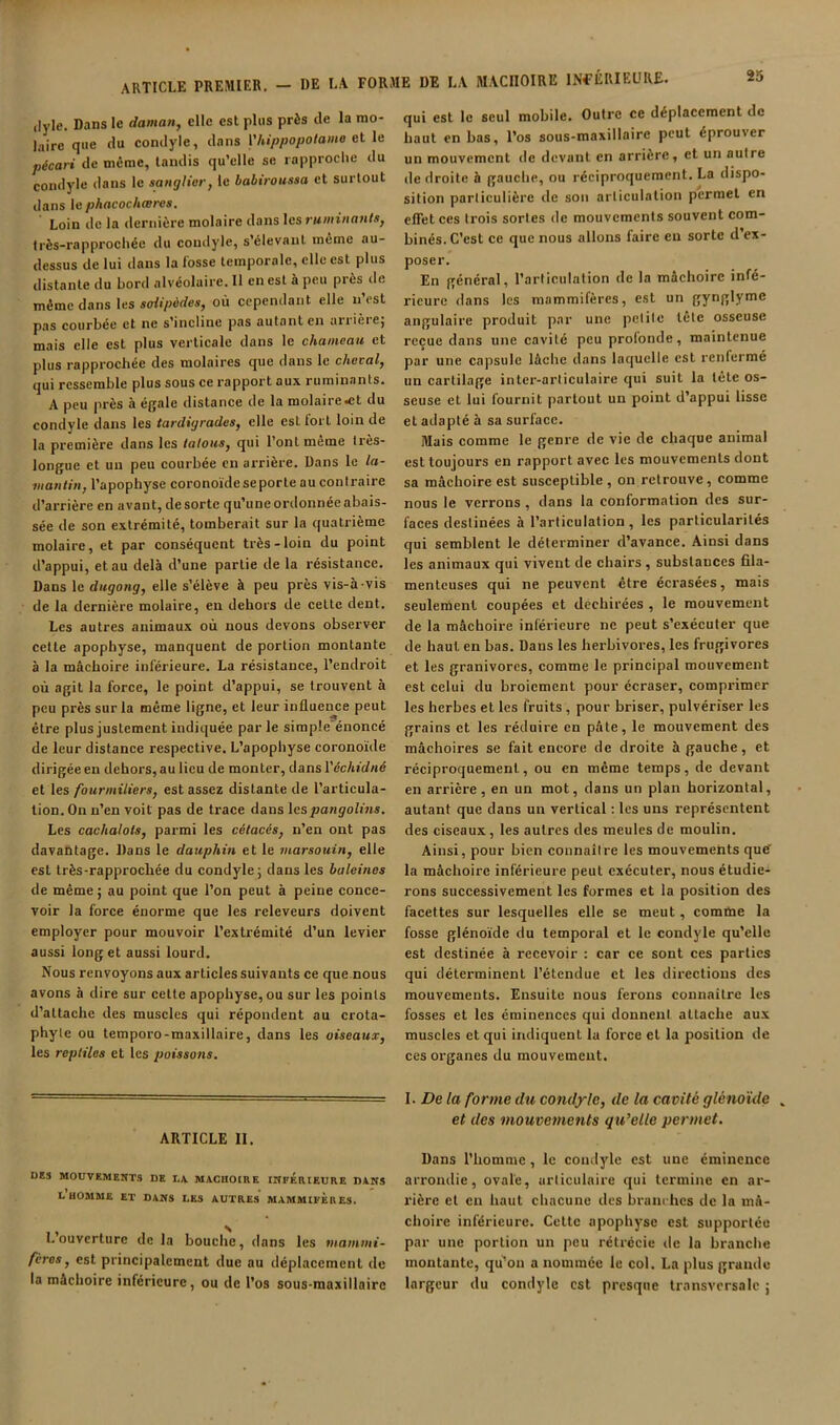 (lyle. Dans le daman, elle est plus près de la mo- laire que du condyle, dans Vhippopotame ai le pécan de même, tandis qu’elle se rapproche du condyle dans le sanglier, le babiroussa et surtout dans [ephacocheeres. Loin delà dernière molaire dans les rwwii/mn/*, très-rapprochée du condyle, s’élevant même au- dessus de lui dans la losse temporale, elle est plus distante du bord alvéolaire. 11 en est à peu près de même dans Us soiipàdes, où cependant elle n’est pas courbée et ne s’incline pas autant en ariièiej mais elle est plus verticale dans le chameau et plus rapprochée des molaires que dans le chacal, qui ressemble plus sous ce rapport aux ruminants. A peu près à é|jale distance de la molaire .et du condyle dans les tardigrades, elle est fort loin de la première dans les tatous, qui l’ont meme tres- longue et un peu courbée en arrière. Dans le la- vtantin, l’apophyse coronoïdeseporte au contraire d’arrière en avant, de sorte qu’une ordonnée abais- sée de son extrémité, tomberait sur la quatrième molaire, et par conséquent très-loin du point d’appui, et au delà d’une partie de la résistance. Dans le dugong, elle s’élève à peu près vis-à-vis de la dernière molaire, en dehors de cette dent. Les autres animaux où nous devons observer cette apophyse, manquent de portion montante à la mâchoire inférieure. La résistance, l’endroit où agit la force, le point d’appui, se trouvent à peu près sur la même ligne, et leur influence peut être plus justement indiquée parle simple énoncé de leur distance respective. L’apophyse coronoïde dirigée en dehors, au lieu de monter, dans Yéchidné et les fourmiliers, est assez distante de l’articula- tion. On n’en voit pas de trace dans Us pangolins. Les cachalots, parmi les cétacés, n’en ont pas davantage. Dans le dauphin et le marsouin, elle est très-rapprochée du condyle; dans les baleines de même; au point que l’on peut à peine conce- voir la force énorme que les releveurs doivent employer pour mouvoir l’extrémité d’un levier aussi long et aussi lourd. Nous renvoyons aux articles suivants ce que nous avons à dire sur cette apophyse, ou sur les points d’attache des muscles qui répondent au crota- phyle ou temporo-maxillaire, dans les oiseaux, les reptiles et les poissons. ARTICLE II. DES MOUVEMENTS DE LA MACHOIRE INFERIEURE DANS L UOaiME ET DANS LES AUTRES MAMMIFERES. L’ouverture de la bouche, dans les mammi- féres, est principalement due au déplacement de la mâchoire inférieure, ou de l’os sous-raaxillairc qui est le seul mobile. Outre ce déplacement de haut en bas, l’os sous-maxillaire peut éprouver un mouvement de devant en arrière, et un autre de droite à gauche, ou réciproquement. La dispo- sition particulière de son articulation permet en efiet ces trois sortes de mouvements souvent com- binés. C’est ce que nous allons faire eu sorte d’ex- poser. En général, l’articulation de la mâchoire infé- rieure dans les mammifères, est un gynglymc angulaire produit par une petite tete osseuse reçue dans une cavité peu profonde, maintenue par une capsule lâche dans laquelle est renfermé un cartilage inter-articulaire qui suit la tête os- seuse et lui fournit partout un point d’appui lisse et adapté à sa surface. Mais comme le genre de vie de chaque animal est toujours en rapport avec les mouvements dont sa mâchoire est susceptible , on retrouve, comme nous le verrons , dans la conformation des sur- faces destinées à l’articulation, les particularités qui semblent le déterminer d’avance. Ainsi dans les animaux qui vivent de chairs , substances fila- menteuses qui ne peuvent être écrasées, mais seulement coupées et déchirées , le mouvement de la mâchoire inférieure ne peut s’exécuter que de haut en bas. Dans les herbivores, les frugivores et les granivores, comme le principal mouvement est celui du broiement pour écraser, comprimer les herbes et les fruits, pour briser, pulvériser les grains et les réduire en pâte, le mouvement des mâchoires se fait encore de droite à gauche, et réciproquement, ou en même temps, de devant en arrière, en un mot, dans un plan horizontal, autant que dans un vertical ; les uns représentent des ciseaux, les autres des meules de moulin. Ainsi, pour bien connaître les mouvements que la mâchoire inférieure peut exécuter, nous étudie- rons successivement les formes et la position des facettes sur lesquelles elle se meut, comme la fosse glénoïde du temporal et le condyle qu’elle est destinée à recevoir : car ce sont ces parties qui déterminent l’étendue et les directions des mouvements. Ensuite nous ferons connailre les fosses et les éminences qui donnent attache aux muscles et qui indiquent la force et la position de ces organes du mouvement. l. Delà forme du condyle, de la cavité glénoïde . et des mouvements qu’elle permet. Dans l’homme, le condyle est une éminence arrondie, ovale, articulaire qui termine en ar- rière et en haut chacune des branches de la mâ- choire inférieure. Cette apophyse est supportée par une portion un peu rétrécie de la branche montante, qu^on a nommée le col. La plus grande largeur du condyle est presque transversale j