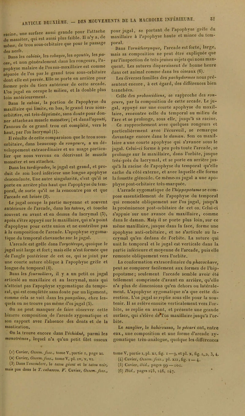 racine, une surface aussi fîiande pour raltnche ,lu massétcr, qui est aussi plus faible. H n’y a, do môme, de trou sous-orbitaire que pour le passade des nerfs. . Dans les cabiaiSj les cotayes, les agoutis, les/JO- cas, et non {généralement dans les ronffeurs, 1 a- pophyse malaire de l’os sus-maxillaire est comme séparée de l’os par le {{land trou sous-orbitaire dont elle est percée. Elle se porte en arrière pour former près du tiers antérieur de cette arcade. L’os ju(ïal en occupe le milieu, et la double plus loin antérieurement. Dans le cahiai, la portion de l’apophyse du maxillaire qui limite, en bas, le grand trou sous- orbitaire, est très-déprimée, sans doute pour don- ner attacheau muscle masséter; [et dansl’ayoMti, l’anneau de ce grand trou est complété, vers le haut, par l’os lacrymal (1). Il résulte de cette comparaison que le trou sous- orbitaire, dans beaucoup de rongeurs, a un dé- veloppement extraordinaire et un usage particu- lier que nous verrons en décrivant le muscle masséter et ses attaches. Dans les iardigrades, lejugal est grand, et pro- duit de son bord inférieur une longue apophyse descendante. Une autre singularité, c’est qu’il se porte en arrière plus haut que l’apophyse du tem- poral, de sorte qu’il ne la rencontre pas et que l’arcade est brisée (2). Le jugal occupe la partie moyenne et souvent antérieure de l’arcade, dans les tatous, et louche souvent en avant et en dessus du lacrymal (3), après s’être appuyé sur le maxillaire, qui n’a point d’apophyse pour cette union et ne contribue pas à la composition de l’arcade. L’apophyse zygoma- tique du temporal chevauche sur le jugal. L’arcade est grêle dans Voryclérope, quoique le jugal soit large et fort ; mais elle n’est formée que de l’angle postérieur de cet os, qui se joint par une courte suture oblique à l’apophyse grêle et longue du temporal (4). Dans les fourmiliers, il y a un petit os jugal articulé au maxillaire et au lacrymal, mais qui n’atteint pas l’apophyse zygomatique du tempo- ral, qui est complétée sans doute par un ligament, comme cela se voit dans les pangolins, chez les- quels on ne trouve pas même d’os jugal (5). On ne peut manquer de faire observer celte bizarre composition de l’arcade zygomatique et son ra])port avec l’absence des dents et de la mastication. On la trouve encore dans Véchidné, parmi les monolrèmcs, lequel n’a qu’un petit filet osseux (i) Cuvier, Ossem. Joss., tome V, partie i, page ai. (a) Cuvier, Ossem.J'oss., tome V, pl. iv, v, vi. (3) Dans \cncouherl, le tatou, géant et le tatou noir, mais pas dans le T. cabassou. y. Cuvier, Ossem. Joss., pour jugal, so portant de Papophyse grêle du maxillaire à Papophyse liauLe et mince du tera- poral. Dans \'ornithorynque, l’arcade est forte, large, mais sa composition ne peut être expliquée que par l’inspection de très-jeunes sujets qui nous man- quent. Les sutures disparaissent de bonne heure dans cet animal comme dans les oiseaux (C). Les diverses familles des pachydermes nous pré- sentent encore , à cet égard, des différences bien tranchées. Celle des proboscidiens, se rapproche des ron- geurs, par la composition de celte arcade. Le ju- gal, appuyé sur une courte apophyse du maxil- laire, rencontre celle du temporal au milieu de l’arc et se prolonge, sous elle, jusqu’à sa racine. Ce rapprochement avec quelques rongeurs et particulièrement avec l’écureuil, se remarque davantage encore dans le daman. Son os maxil- laire a une courte apophyse qui s’avance sous le jugal. Celui-ci forme à peu près toute l’arcade, se prolonge sur le maxillaire, dans l’orbite, jusque très-près du lacrymal, et se porte en arrière jus- qu’à la racine de l’apophyse du temporal qu’elle cache du côté externe, et avec laquelle elle forme la fossette glénoïdc. Ce même-os jugal a une apo- physe post-orbitaire très-marquée. L’arcade zygomatique de Vhippopotame st com- posa essentiellement de l’apophyse du temporal qui remonte obliquement sur l’os jugal, jusqu’à la proéminence post-orbitaire de cet os. Celui-ci s’appuie sur une avance du maxillaire, comme dans le daman. Mais il se porte plus loin, sur ce même maxillaire, jusque dans la face, forme une apophyse anti-orbitaire, et ne s’articule au la- crymal qu’en dedans de l’orbite. La suture qui unit le temporal et le jugal est verticale dans la partie inférieure et moyenne de l’arcade, puis elle remonte obliquement vers l’orbite. La conformation extraordinaire du phacochœre, peut se comparer facilement aux formes de l’hip- popotame; seulement l’arcade semble avoir été tellement comprimée d’avant en arrière, qu’elle n’a plus de dimensions qu’en dehors ou latérale- ment. L’apophyse zygomatique n’a que celte di- rection. L’os jugal se replie sous elle pour la sou- tenir. Il se relève ensuite verticalement vers l’or- bite, se replie en avant, et présente une grande surface, qui s’élève dé*l’os maxillaire jusqu’à l’or- bile. Le sanglier, le babiroussa, le pécari ont, entre eux, une composition et une forme d’arcade zy- gomatique très-analogue, quoique les différences tome V, partie i, pl. xr, fig. i — g, et pl. x, Cg. i,.a, 3, 4. (4) Cuvier, Ossem. Joss., pl. xti, fig. i 4. (5) Cuvier, ihid., pages gg — 10 t. (6) Ibid., pages 145, i4C, 147.