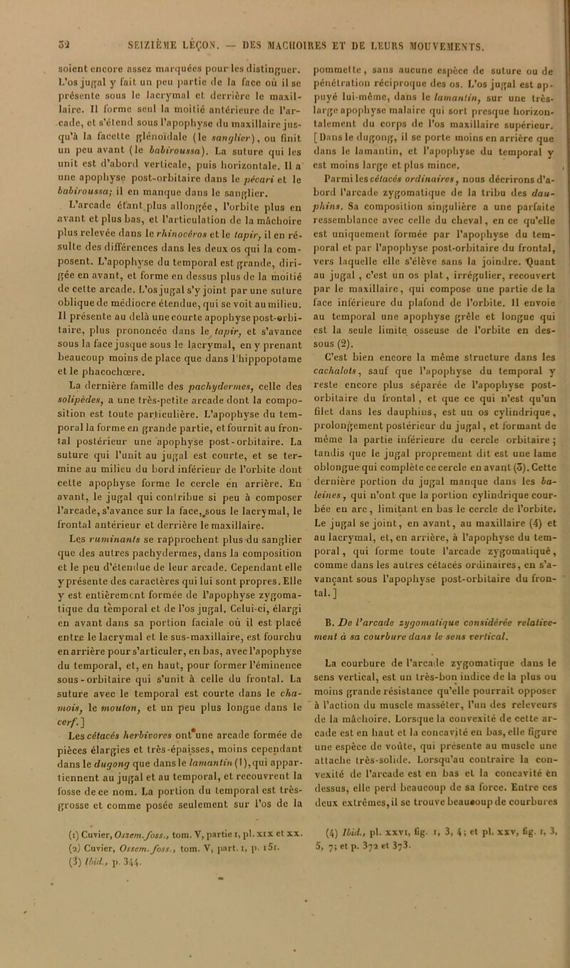 soient uncore nssez marquées pour les distinf[uer. L’os ju(Tal y fait un peu partie de la face où il se présente sous le lacrymal et derrière le maxil- laire. Il forme seul la moitié antérieure de Tar- cade, et s’étend sous l’apophy.se du maxillaire jus- qu’à la facette {ylénoïdale (le sanglier), ou finit un peu avant (le babiroussa). La suture qui les unit est d’abord verticale, puis horizontale. Il a une apophyse post-orbitaire dans le pécari et le babiroussa; il en manque dans le sanfjlier. L’arcade étant plus alloiiffée, l’orbite plus en avant et plus bas, et l’articulation de la mâchoire plus relevée dans le rhinocéros et le tapirj il en ré- sulte des diflerences dans les deux os qui la com- posent. L’apophyse du temporal estqrande, diri- f[ée en avant, et forme en dessus plus de la moitié de cette arcade. L’osjuqal s’y joint par une suture oblique de médiocre étendue, qui se voit au milieu. Il présente au delà une courte apophyse post-orbi- taire, plus prononeée dans le tapir, et s’avance sous la face jusque sous le lacrymal, en y prenant beaucoup moins de place que dans l’iiippopotame et le phacochœre. La dernière famille des pachydermes, celle des solipèdes, a une très-petite arcade dont la compo- sition est toute particulière. L’apophyse du tem- poral la forme en grande partie, et fournit au fron- tal postérieur une apophyse post-orbitaire. La suture qui l’unit au jugal est courte, et se ter- mine au milieu du bord inférieur de l’orbite dont cette apophyse forme le cercle en arrière. En avant, le jugal qui contribue si peu à composer l’arcade,s’avance sur la face,^sous le lacrymal, le frontal antérieur et derrière le maxillaire. Les ruminants se rapprochent plus du sanglier que des autres pachydermes, dans la composition et le peu d’étendue de leur arcade. Cependant elle y présente des caractères qui lui sont propres. Elle y est entièrement formée de l’apophyse zygoma- tique du temporal et de l’os jugal. Celui-ci, élargi en avant dans sa portion faciale où il est placé entre le lacrymal et le sus-maxillaire, est fourchu en arrière pour s’articuler, en bas, avec l’apophyse du temporal, et, en haut, pour former l’éminence sous-orbitaire qui s’unit à celle du frontal. La suture avec le temporal est courte dans le cha- mois, le mouton, et un peu plus longue dans le cerf. ] Les cétacés herbivores ont*une arcade formée de pièces élargies et très-épaisses, moins cependant dans le dugong que dans le Inwto«<»i(I),qui appar- tiennent au jugal et au temporal, et recouvrent la fosse de ce nom. La portion du temporal est très- grosse et comme posée seulement sur l'os de la (i) Cuvier, Ossem.foss., tora. V, partie i, pl. xtx et xx. (3) Ibid., p. 344. pommette, sans aucune espèce de suture ou de pénétration réciproque des os. L’os jugal est ap- puyé lui-même, dans le lamantin, sur une très- large apophyse malaire qui sort presque horizon- talement du corps de l’os maxillaire supérieur. [Dans le dugong, il se porte moins en arrière que dans le lamantin, et l’apophyse du temporal y est moins large et plus mince. Parmi les cé/acé» ordinaires, nous décrirons d’a- bord l’arcade zygomatique de la tribu des dau- phins. Sa composition singulière a une parfaite ressemblance avec celle du cheval, en ce qu’elle est uniquement formée par l’apophyse du tem- poral et par l’apophyse post-orbitaire du frontal, vers laquelle elle s’élève sans la joindre, t^uant au jugal , c’est un os plat, irrégulier, recouvert par le maxillaire, qui compose une partie de la face inférieure du plafond de l’orbite, 11 envoie au temporal une apophyse grêle et longue qui est la seule limite osseuse de l’orbite en des- sous (2). C’est bien encore la même structure dans les cachalots, sauf que l’apophyse du temporal y reste encore plus séparée de l’apophyse post- orbitaire du frontal, et que ce qui n’est qu’un filet dans les dauphins, est un os cylindrique, prolongement postérieur du jugal, et formant de même la partie inférieure du cercle orbitaire j tandis que le jugal proprement dit est une lame oblongue qui complète ce cercle en avant (3), Cette dernière portion du jugal manque dans les ba- leines, qui n’ont que la portion cylindrique cour- bée en arc, limitant en bas le cercle de l’orbite. Le jugal se joint, en avant, au maxillaire (4) et au lacrymal, et, en arrière, à l’apophyse du tem- poral, qui forme toute l’arcade zygomatique, comme dans les autres cétacés ordinaires, en s’a- vançant sous l’apophyse post-orbitaire du fron- tal.] B. Do l’arcade zygomatique considérée relative- ment à sa courbure dans le sens vertical. La courbure de l’arcade zj'gomatique dans le sens vertical, est un très-bon indice de la plus ou moins grande résistance qu’elle pourrait opposer à l’action du muscle masséter, l’un des releveurs de la mâchoire. Lorsque la convexité de cette ar- cade est en haut et la concavité en bas, elle figure une espèce de voûte, qui présente au muscle une attache très-solide. Lorsqu’au contraire la con- vexité do l’arcade est en bas et la concavité èn dessus, elle perd beaucoup de sa force. Entre ces deux extrêmes, il se trouve beaucoup de courbures (4) Ibid., pl. XXVI, 11g. I, 3, 4; et pl. XXV, Cg. i, 3,