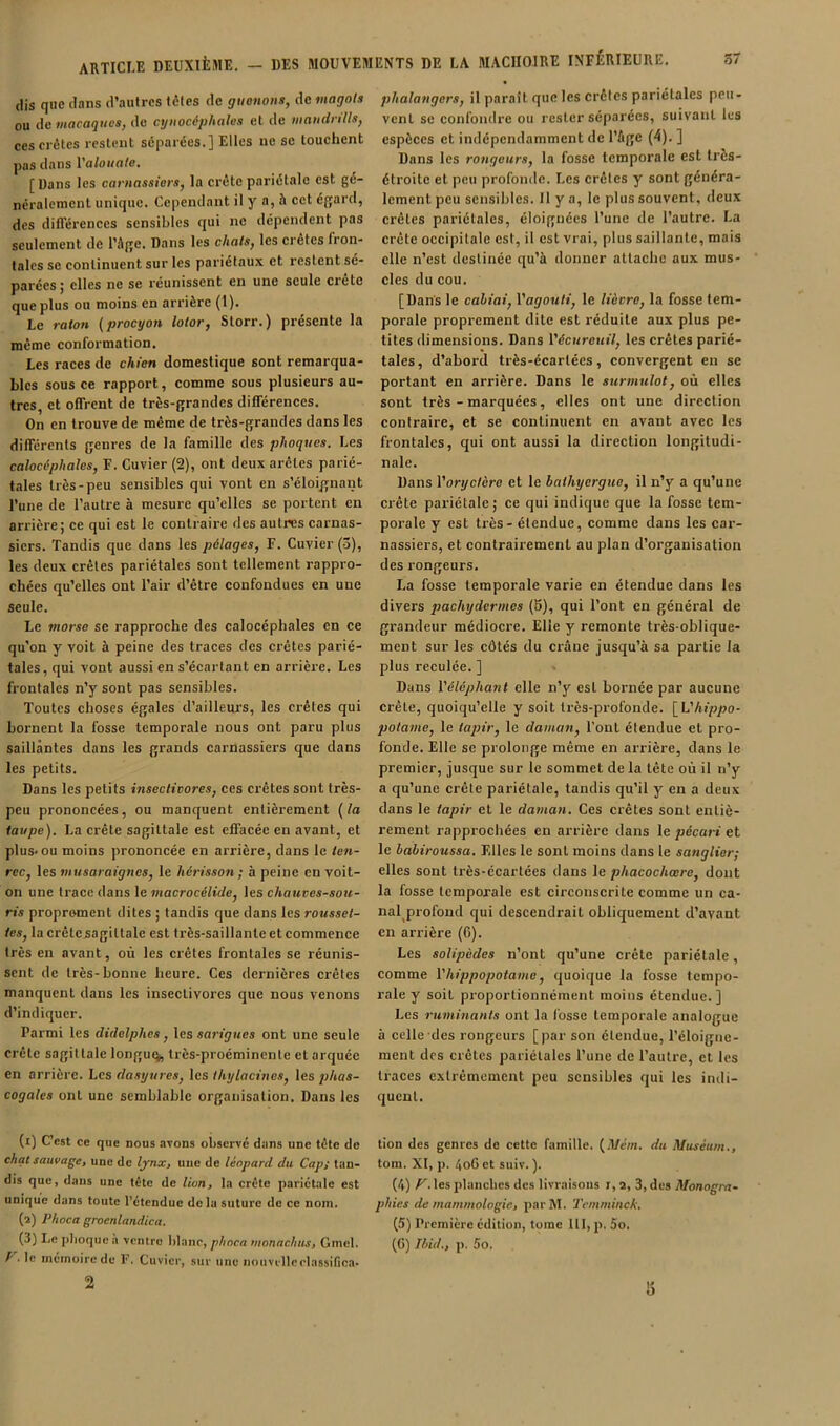 (lis que dans d’autres têtes de guenons, de magots ou de macaques, de cyuocéjihalos et de mandrills, ces crêtes restent séparées.] Elles ne se touchent pas dans l’a/o«o/e. [Dans les carnassiers, la crête pariétale est gé- néralement unique. Cependant il y a, à cet égard, des différences sensibles qui ne dépendent pas seulement de l’âge. Dans les chats, les crêtes fron- tales se continuent sur les pariétaux et restent sé- parées j elles ne se réunissent en une seule crete que plus ou moins en arrière (1). Le raton {procyon lotor, Storr.) présente la même conformation. Les races de chien domestique sont remarqua- bles sous ce rapport, comme sous plusieurs au- tres, et offrent de très-grandes différences. On en trouve de même de très-grandes dans les différents genres de la famille des phoques. Les calocfphales, F. Cuvier (2), ont deux arêtes parié- tales très-peu sensibles qui vont en s’éloi/jnant l’une de l’autre à mesure qu’elles se portent en arrière; ce qui est le contraire des autres carnas- siers. Tandis que dans les pélages, F. Cuvier (5), les deux crêtes pariétales sont tellement rappro- chées qu’elles ont l’air d’être confondues en une seule. Le morse se rapproche des calocéphales en ce qu'on y voit à peine des traces des crêtes parié- tales, qui vont aussi en s’écartant en arrière. Les frontales n’y sont pas sensibles. Toutes choses égales d’ailleurs, les crêtes qui bornent la fosse temporale nous ont paru plus saillantes dans les grands carnassiers que dans les petits. Dans les petits insectivores, ces crêtes sont très- peu prononcées, ou manquent entièrement {la taupe). La crête sagittale est effacée en avant, et plus» ou moins prononcée en arrière, dans le ten- rec, les musaraignes, le hérisson ; à peine en voit- on une trace dans le macrocélide, les chauves-sou- ris proprement dites ; tandis que dans les rousset- tes, la crêlcsagiltalc est très-saillante et commence très en avant, où les crêtes frontales se réunis- sent de très-bonne heure. Ces dernières crêtes manquent dans les insectivores que nous venons d’indiquer. Parmi les didelphes, \es sarigues ont une seule crête sagittale longue très-proéminente et arquée en arrière. Les dasyures, les thylacines, les phas- cogales ont une semblable organisation. Dans les (1) Cest ce que nous avons observé dans une tête de chat sauvage, une de lynx, une de léopard du Cap; tan- dis que, dans une tête de lion, la crête pariétale est unique dans toute l'étendue delà suture do ce nom. (2) Phoca groenlandica. (3) Le phoque a ventre blanc, phoca monaclms, Gmel. P . le mémoire de F. Cuvier, sur une nouvillcclassifiea- 2 phalangers, il paraît que les crêtes pariétales peu- vent se confondre ou rester séparées, suivant les espèces et indépendamment de l’âge (•4). ] Dans les rongeurs, la fosse temporale est très- étroite et peu profonde. Les crêtes y sont généra- lement peu sensibles. 11 y a, le plus souvent, deux crêtes pariétales, éloignées l’une de l’autre. La crête occipitale est, il est vrai, plus saillante, mais elle n’est destinée qu’à donner attache aux mus- cles du cou. [Dans le cahiai, Vagouli, le lièvre, la fosse tem- porale proprement dite est réduite aux plus pe- tites dimensions. Dans l'écureuil, les crêtes parié- tales , d’abord très-écarlécs, convergent en se portant en arrière. Dans le surmulot, où elles sont très - marquées, elles ont une direction contraire, et se continuent en avant avec les frontales, qui ont aussi la direction longitudi- nale. Dans l'oryclore et le halhyergue, il n’y a qu’une crête pariétale; ce qui indique que la fosse tem- porale y est très - étendue, comme dans les car- nassiers, et contrairement au plan d’organisation des rongeurs. La fosse temporale varie en étendue dans les divers pachydermes (6), qui l’ont en général de grandeur médiocre. Elle y remonte très-oblique- ment sur les côtés du crâne jusqu’à sa partie la plus reculée. ] Dans l'éléphant elle n’y est bornée par aucune crête, quoiqu’elle y soit très-profonde. [Vhippo- potame, le tapir, le daman, l’ont étendue et pro- fonde. Elle se prolonge même en arrière, dans le premier, jusque sur le sommet de la tête où il n’y a qu’une crête pariétale, tandis qu’il y en a deux dans le tapir et le daman. Ces crêtes sont entiè- rement rappi’ochées en arrière dans le pécari et le baliroussa. Elles le sont moins dans le sanglier; elles sont très-écartées dans le phacochœre, dont la fosse temporale est circonscrite comme un ca- nal profond qui descendrait obliquement d’avant en arrière (6). Les solipùdes n’ont qu’une crête pariétale, comme l'hippopotame, quoique la fosse tempo- rale y soit proportionnément moins étendue.] Les ruminants ont la fosse temporale analogue à celle des rongeurs [par son étendue, l’éloigne- ment des crêtes pariétales l’une de l’autre, et les traces extrêmement peu sensibles qui les indi- quent. tion des genres de cette famille. {Mém. du Muséum., tom. XI, p. 406 et suiv. ). (4) les planches des livraisons r,a, 3, des Monogra- phies de mammologic, par M. Tcmminck. (5) Première édition, tome Itl, p, 5o.