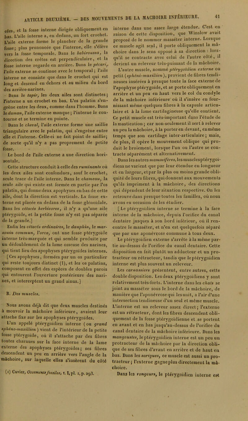 cées, et la fosse interne dirijîée obliquement en bas. L’aile interne a, en dedans, un fort crochet. L’aile externe forme le plancher de la qrande fosse; plus prononcée que l’interne, elle s’élève vers la fosse temporale. Dans le bahiroussa, la direction des crêtes est perpendiculaire, et la fosse interne regarde en arrière. Dans le pécari^ l’aile externe se continue avec le temporal; l’aile interne ne consiste que dans le crochet qui est long et descend en dehors et au milieu du bord des arrière-narines. Dans le tapir, les deux ailes sont distinctes; l’interne a un crochet en bas. L’os palatin s’en- grène entre les deux, comme dans l’homme. Dans le daman, l’aile externe manque ; l’interne le con- tourne et se termine en pointe. Dans le cheval, l’aile externe forme line saillie triangulaire avec le palatin, qui s’engrène entre elle et l’interne. Celle-ci ne fait point de saillie; de sorte qu’il n’y a pas proprement de petite fosse. Le bord de l’aile externe a une direction hori- zontale. Cette structure conduit à celle des ruminants où les deux ailes sont confondues, sauf le crochet, seule trace de l’aile interne. Dans le chameau, la seule aile qui existe est formée en partie par l’os palatin, qui donne deux apophyses en bas de cette aile, dont la direction est verticale. La fosse ex- terne est placée en dedans de la fosse glénoïdale. Dans les cétacés herbivores, il n’y a qu’une aile ptérygoïde, et la petite fosse n’y est pas séparée de la grande.] Enfin les cétacés ordinaires, le dauphin, le mar- souin commun, l’orco, ont une fosse ptérygoïde interne très-marquée et qui semble produite par un dédoublement de la lame osseuse des narines, qui tient lieu des apophyses ptérygoïdes internes. [Ces apophyses, formées par un os particulier qui reste toujours distinct (1), et les os palatins, composent en effet des espèces de doubles parois qui entourent l’ouverture postérieure des nari- nes, et interceptent un grand sinus.] B. Des nmscles. Nous avons déjà dit que deux muscles destinés à mouvoir la mâchoire inférieure, avaient leur attache fixe sur les apophyses ptérygoïdes. L’un appelé ptérygoïdien interne ( ou graiid sphéno-maxillien ) vient de l’intérieur de la petite losse ptérygoïde, où il s’attache par des fibres toutes charnues sur la face interne de la lame externe des apophyses ptérygoïdes; ses fibres descendent un peu en arrière vers l’angle de la mâchoire, sur laquelle elles s’insèrent du côté (t) Cuvier, Ossementifossiles, t. I,pl. i.p.agS. interne dans une assez large étendue. C est en raison de cette disposition, que Winslow avait proposé de le nommer masséter interne. Lorsque ce muscle agit seul, il porte obliquement la mâ- choire dans le sens opposé à sa direction : lors- qu’il se contracte avec celui de l’autre côté, il devient un rcleveur très-puissant de la mâchoire. L’autre muscle, nommé pténjgoîdien externe ou petit (s/j/té/it-?/io.TÏ//ïe«), provient de fibres tendi- neuses insérées à presque toute la face externe de l’apophyse ptérygoïde, et se porte obliquement en arrière et un peu en haut vers le col du condyle de la mâchoire inférieure' où il s’insère en four- nissant même quelques fibres à la capsule articu- laire et à la lame cartilagineuse qu’elle contient. Ce petit muscle est très-important dans l’étude de la mastication ; car non-seulement il sert à relever un peu la mâchoire, à la porter en devant, en même temps que son cartilage inter-articulaire; mais, de plus, il opère le mouvement oblique qui pro- duit le broiement, lorsque l’un ou l’autre se con- tracte séparément et alternativement. Dans les autres mammifères, les musclcsptérygoï- diens ne varient que par leur étendue en longueur et en largeur, et par la plus ou moins grande obli- quité de leurs fibres, qui donnent aux mouvements qu’ils impriment à la mâchoire, des directions qui dépendent de leur situation respective. On les retrouve dans presque toutes les familles, où nous avons eu occasion de les étudier. [ Le ptérygoïdien interne se termine à la face interne de la mâchoire, depuis l’orifice du canal dentaire jusques à son bord inférieur, où il ren- contre le masséter, et n’en est quelquefois séparé que par une aponévrose commune à tous deux. Le ptérygoïdien externe s’arrête à la même par- tie au-dessus de l’orifice du canal dentaire. Cette disposition en fait plutôt un adducteur et un pro- tracteur ou rétracteur, tandis que le ptérygoïdien interne est plus souvent un releveur. Les carnassiers présentent, entre autres, cette double disposition. Les deux ptérygoïdiens y sont relativement très-forts. L’interne dans les chats se joint au masséter sous le bord de la mâchoire, de manière que l’aponévrose qui les unit, a l’air d’une intersection tendineuse d’un seul et même muscle. L’interne est un releveur assez direct; l’externe est un rétracteur, dont les fibres descendent obli- quement de la fosse plérygoïdienne et.se portent en avant et en bas jusqu’au-dessus de l’orifice du canal dentaire de la mâchoii’e inférieure. Dans les mangoustes, le ptérygoïdien interne est un peu un protracteur de la mâchoire par la direction obli- que de ses fibres d’avant en arrière et de haut en bas. Dans les sarigues, ce muscle est aussi un pro- tracteur ; l’externe gagne plus directement la mâ- choire. Dans les rongeurs, le ptérygoïdien interne est