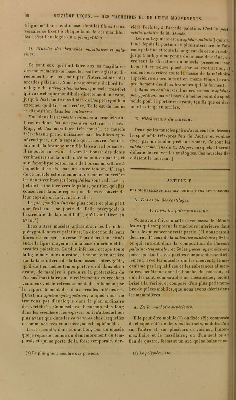 h li(»ne mciliann tpiidinniise, clont les fibres trans- versales SC fixent à cliaque bout de ces mandibu- les : c’est l’analogue du viylo-hyoi'flien. D. Mi4scles des branches maxillaires et pala- tines. Ce sont eux qui font faire aux os maxillaires des mouvements de bascule, soit en agissant di- rectement sur eux, soit par l’intermédiaire des arcades palatines. Nous y rapportons d’abord l’a- nalogue du pténjrjoïdien externe, muscle très-fort qui va de chaque mandibule directement en avant, jusqu à 1 extrémité maxillaire de l’os plérygoïdien externe, qu’il tire en arrière. Telle est du moins sa disposition dans les couleuvres. Mais dans les serpents venimeux h crochets an- térieurs dont l’os plérygoïdien externe est très- long, et l’os maxillaire très-court], ce muscle très-charnu prend naissance par des fibres apo- névrotiques, sur la capsule qui recouvre l’articu- lation de la branche mandibulaire avec l’os carré ; il se porte en avant et vers la bourse des dents venimeuses sur laquelle il s’épanouit en partie, et sur l’apophyse postérieure de l’os sus-maxillaire à laquelle il se fixe par un autre tendon. L’usage de ce muscle est évidemment de porter en arrière les dents venimeuses lorsqu’elles sont redressées, [ et de les incliner vers le palais, position qu’elles conservent dans le repos; puis de les recouvrir de leur capsule en la tirant sur elles. Le plérygoïdien interne plus court et plus petit que l’externe, se porte de l’aile ptérygoïde à l’extrémité de la mandibule, qu’il doit tirer eu avant?] Deux autres muscles agissent sur les branches ptérygoïdiennes et palatines. La direction de leurs fibres est en sens inverse. Tous deux sont situés entre la ligne moyenne de la base du crâne et les arcades palatines. Le plus inférieur occupe toute la ligne moyenne du crâne, et se porte en arrière sur la face interne de la lame osseuse ptérygoïde, qu’il doit en même temps porter en dedans et en avant, de manière à produire la protraclion de l’os sus-maxillaire ou le relèvement des crochets venimeux, et le rétrécissement de la bouche par le rapprochement des deux arcades intérieures. [C’est un sphéno-plérygoïdien, auquel nous ne trouvons pas d’analogue dans le plan ordinaire des vertébrés. Ce muscle est beaucoup plus long dans les crotales et les vipères, où il s’attache bien plus avant que dans les couleuvres chez lesquelles il commence très en arrière, sous le sphénoïde. Il est secondé, dans son action, par un muscle que je regarde comme un démembrement du tem- poral, et qui se porte de la fosse temporale, der- rière l’orbite, à l’arcade palatine. C’est le post- orbilo-palulin de M. Dugès. Leur antirgonisic est un sphéno-palalin ] qui s’é- tend depuis la portion la plus antérieure de l'ar- cade palatine et toute la longueur de cette areade, jusqu’à la ligne moyenne de la base du crâne, en croisant la direction du muscle précédent sur lequel il se trouve placé. Par sa contraction, il ramène en arrière toute la masse de la mâchoire supérieure en produisant en même temps le rap- prochement des deux branehes qui la forment. [ Dans les couleuvres il ne croise pas le sphéno- ptérygoïdien, mais il part du même point du sphé- noïde pour le porter en avant, tandis que ce der- nier le dirige en arrière. E. Fléchisseurs du museau. Ceux petits muscles pairs s’avancent de dessous le sphénoïde très-près l’un de l’autre et vont se fixer par un tendon grêle au vomer. Ce sont les sphéno-vomériens de M. Dugès, auxquels il serait difficile de trouver les analogues. Ces muscles ûé- chissent le museau. ] ARTICLE V. DES MOUVEMENTS DES MACHOIRES DANS LES POISSONS. A. Des os ou des cartilages, I. Dans les poissons osseux. Nous avons fait connaître avec assez de détails les os qui composent la mâchoire inférieure dans l’article qui concerne cette partie. [ Il nous reste à décrire : 1“ ceux de la mâchoire supérieure ; 2® les os qui entrent dans la composition de l'arcade palatino-temporale ; et 5° les pièces operculaires ; parce que toutes ces parties composent essentiel- lement, avec les muscles qui les meuvent, le mé- canisme par lequel l’eau et les substances alimen- taires pénètrent dans la bouche du poisson, et qu’elles sont comparables au mécanisme, moins brisé à la vérité, et composé d’un plus petit nom- bre de pièces mobiles, que nous avons décrit dans les mammifères. A. De la mâchoire supérieure. Elle peut être mobile (1) ou fixée (2); composée de chaque côté de deux os distincts, mobiles l’un sur l’autre et sur plusieurs os voisins, l’inter- maxillairc et le maxillaire ; ou d’un seul os au lieu de quatre, formant un arc qui se balance au- (i) Le plus grand nombre des poissons. (a) Le poljrptcre, etc.