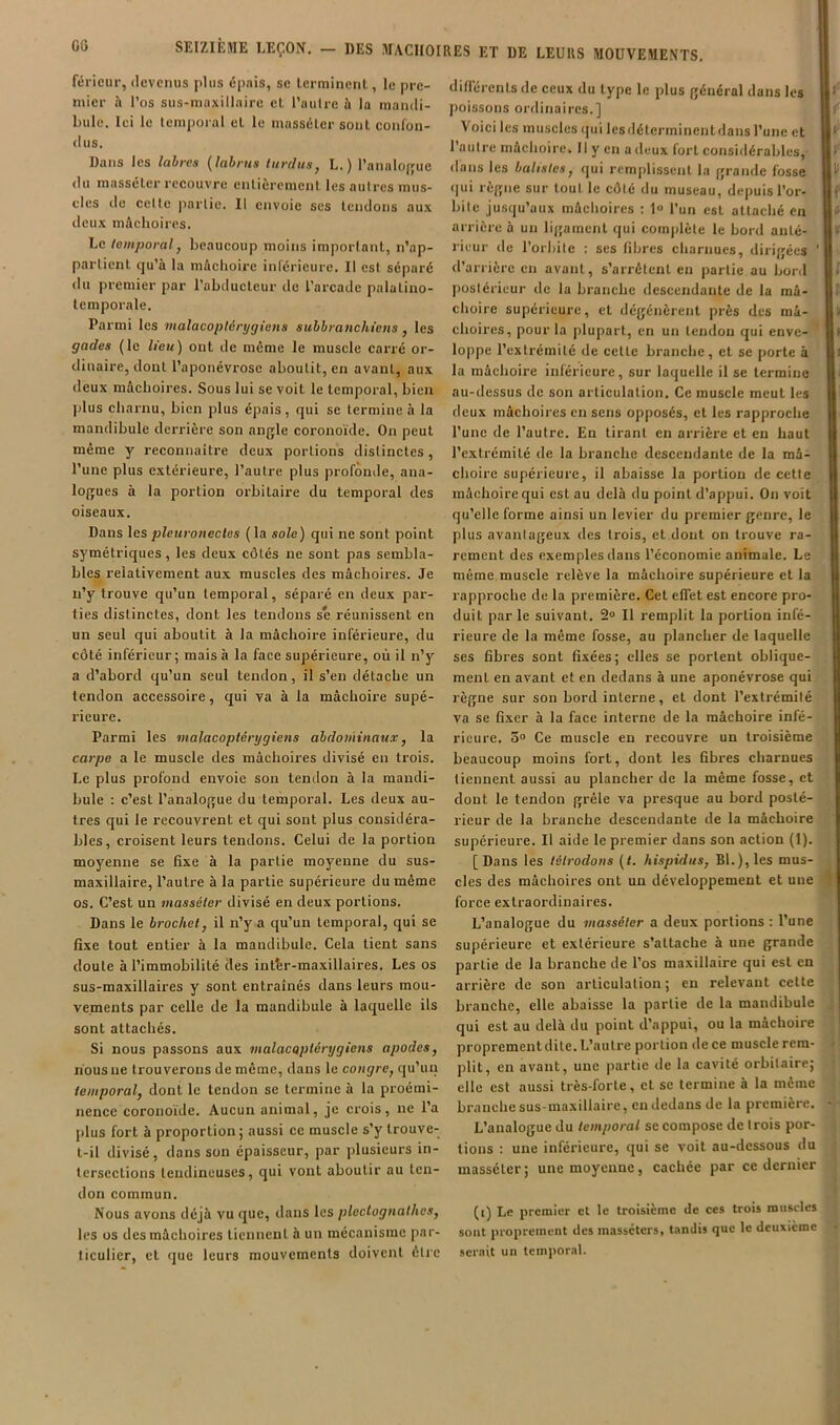 GG férieur, «levcnus plus épais, sc lcrminent, le pre- dilTérenls de ceux du type le plus fjénéral dans le imCL a 1 os sus-iïiaxillaire et 1 autre a la maiidi- i)oissons ordinaires 1 bille. Ici le temporal cl le masséler sont conlon- dus. Dans les labres (labnis iurdusj L.) Tanalo{;uc du masséler recouvre enlicremcnl les autres mus- cles lie cette partie. Il envoie scs lendons aux deux mâchoires. Le temporal, beaucoup moins important, n’ap- particnl tju’à la mâchoire intérieure. Il est séparé du premier par l’abducleur de l’arcade palalino- lemporale. poissons ordinaires.] Voici les muscles ijui Icsdéterminentdans Tune et l’autre mâchoire. Il y en a deux fort considérables, dans les balisles, qui remplissent la {;rande fosse (|ui rè(îiie sur tout le cdté du museau, depuis l’or- bite jusqu’aux mâchoires : 1» l’un est attaché en arrière à un lijçamenl qui comjdète le bord anté- rieur de l’orbite : ses libres charnues, dirigées ' d’arrière en avant, s’arrêtent en partie au bord ])ostérieur de la branche descendante de la mâ- choire supérieure, et dégénèrent près des mâ- Pairai les lualacoplérygiens subbranchiens, les choires, pour la plupart, en un tendon qui enve- gades (le Iteu) ont de même le muscle carré or dinaire, dont l’aponévrose aboutit, en avant, aux deux mâchoires. Sous lui se voit le temporal, bien jdus charnu, bien plus épais, qui se termine à la mandibule derrière son angle coronoïde. On peut même y reconnaître deux portions distinctes, l’une plus extérieure, l’autre plus profonde, ana- logues à la portion orbitaire du temporal des oiseaux. Dans les pleuroiiccles (la sole) qui ne sont point symétriques, les deux côtés ne sont pas sembla- bles relativement aux muscles des mâcboires. Je u’y trouve qu’un temporal, séparé en deux par- ties distinctes, dont les tendons se réunissent en un seul qui aboutit à la mâchoire inférieure, du côté inférieur; mais à la face supérieure, où il n’y a d’abord qu’un seul tendon, il s’en détache un tendon accessoire, qui va à la mâchoire supé- rieure. Parmi les malacopténjgiens abdominaux, la carpe a le muscle des mâchoires divisé en trois. Le plus profond envoie son tendon à la mandi- bule ; c’est l’analogue du temporal. Les deux au- tres qui le recouvrent et qui sont plus considéra- bles, croisent leurs tendons. Celui de la portion moyenne se fixe à la partie moyenne du sus- maxillaire, l’autre à la partie supérieure du même os. C’est un masséler divisé en deux portions. Dans le brochet, il n’y a qu’un temporal, qui se fixe tout entier à la mandibule. Cela lient sans doute à l’immobilité des inttr-maxillaires. Les os sus-maxillaires y sont entraînés dans leurs mou loppe l’extrémité de cette branche, et se porte à la mâchoire inférieure, sur laquelle il se termine au-dessus de son articulation. Ce muscle meut les deux mâchoires en sens opposés, et les rapproche l’une de l’autre. En tirant en arrière et eu haut l’extrémité de la branche descendante de la mâ- choire supérieure, il abaisse la portion de cette mâchoire qui est au delà du point d’appui. On voit qu’elle forme ainsi un levier du premier genre, le plus avantageux des trois, et dont on trouve ra- rement des exemples dans l’économie animale. Le même,muscle relève la mâchoire supérieure et la rapproche de la première. Cet eflet est encore pro- duit par le suivant. 2“ Il remplit la portion infé- rieure de la même fosse, au plancher de laquelle ses fibres sont fixées; elles se portent oblique- ment en avant et en dedans à une aponévrose qui règne sur son bord interne, et dont l’extrémité va se fixer à la face interne de la mâchoire infé- rieure. 3° Ce muscle en recouvre un troisième beaucoup moins fort, dont les fibres charnues tiennent aussi au plancher de la même fosse, et dont le tendon grêle va presque au bord posté- rieur de la branche descendante de la mâchoire supérieure. Il aide le premier dans son action (1). [Dans les tétrodons (t. hispidus, Bl.),les mus- cles des mâchoires ont un développement et une force extraordinaires. L’analogue du masséler a deux portions ; l’une supérieure et extérieure s’attache à une grande partie de la branche de l’os maxillaire qui est en arrière de son articulation; en relevant celle vements par celle de la mandibule à laquelle ils branche, elle abaisse la partie de la mandibule sont attachés. qui est au delà du point d’appui, ou la mâchoire Si nous passons aux malacoplérygiens apodes, proprementdilc.L’aulreportiondecemusclerem- nous ne trouverons de même, dans le coHÿre, qu’un plit, en avant, une partie de la cavité orbitaire; temporal, dont le tendon se termine à la proémi- clic est aussi très-forte, cl sc termine à la même nence coronoïde. Aucun animal, je crois, ne l’a plus fort à proportion; aussi ce muscle s’y trouve- t-il divisé, dans son épaisseur, par plusieurs in- tersections tendineuses, qui vont aboutir au ten- don commun. Nous avons déjà vu que, dans les plectognathes, les os des mâchoires tiennent à un mécanisme par- ticulier, cl que leurs mouvements doivent être branche sus-maxillaire, en dedans de la première. L’analogue du temporal se compose de trois por- tions : une inférieure, qui se voit au-dessous du masséler; une moyenne, cachée par ce dernier (i) Le premier et le troisième de ces trois muscles sont proprement des masseters, t.mdis que le deuxieme serait un temporal.