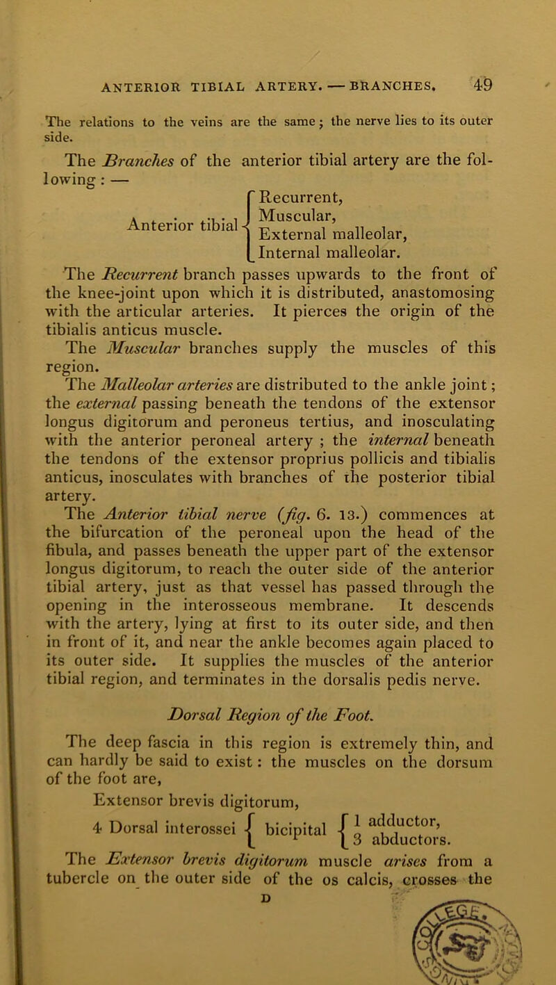 The relations to the veins are the same j the nerve lies to its outer side. The Branches of the anterior tibial artery are the fol- lowing : — Anterior tibial Recurrent, Muscular, External malleolar, Internal malleolar. The Recurrent branch passes upwards to the front of the knee-joint upon which it is distributed, anastomosing with the articular arteries. It pierces the origin of the tibialis anticus muscle. The Muscular branches supply the muscles of this region. The Malleolar arteries are distributed to the ankle joint; the external passing beneath the tendons of the extensor longus digitorum and peroneus tertius, and inosculating with the anterior peroneal artery ; the internal beneath the tendons of the extensor proprius pollicis and tibialis anticus, inosculates with branches of the posterior tibial artery. The Anterior tibial nerve (fig- 6. 13.) commences at the bifurcation of the peroneal upon the head of the fibula, and passes beneath the upper part of the extensor longus digitorum, to reach the outer side of the anterior tibial artery, just as that vessel has passed through the opening in the interosseous membrane. It descends with the artery, lying at first to its outer side, and then in front of it, and near the ankle becomes again placed to its outer side. It supplies the muscles of the anterior tibial region, and terminates in the dorsalis pedis nerve. Dorsal Region of the Foot. The deep fascia in this region is extremely thin, and can hardly be said to exist: the muscles on the dorsum of the foot are, Extensor brevis digitorum, 4 Dorsal interossei | bicipital | * abduckn’s The Extensor brevis digitorum muscle arises from a tubercle on the outer side of the os calcis, crosses the