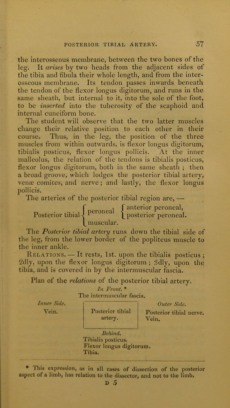 the interosseous membrane, between the two bones of the leg. It arises by two beads from the adjacent sides of the tibia and fibula their whole length, and from the inter- osseous membrane. Its tendon passes inwards beneath the tendon of the flexor longus digitorum, and runs in the same sheath, but internal to it, into the sole of the foot, to be inserted into the tuberosity of the scaphoid and internal cuneiform bone. The student will observe that the two latter muscles change their relative position to each other in their course. Thus, in the leg, the position of the three muscles from within outwards, is flexor longus digitorum, tibialis posticus, flexor longus pollicis. At the inner malleolus, the relation of the tendons is tibialis posticus, flexor longus digitorum, both in the same sheath ; then a broad groove, which lodges the posterior tibial artery, venae comites, and nerve; and lastly, the flexor longus pollicis. The arteries of the posterior tibial region are, — , f anterior peroneal, * ‘ \ posterior peroneal, muscular. Posterior tibial The Posterior tibial artery runs down the tibial side of the leg, from the lower border of the popliteus muscle to the inner ankle. Relations. — It rests, 1st. upon the tibialis posticus ; 2dly, upon the flexor longus digitorum; Sdly, upon the tibia, and is covered in by the intermuscular fascia. Plan of the relations of the posterior tibial artery. In Front. * The intermuscular fascia. Inner Side. Vein. Outer Side. Posterior tibial nerve. Vein. Behind. Tibialis posticus. Flexor longus digitorum. Tibia. Posterior tibial artery. * This expression, as in all cases of dissection of the posterior aspect of a limb, has relation to the dissector, and not to the limb.
