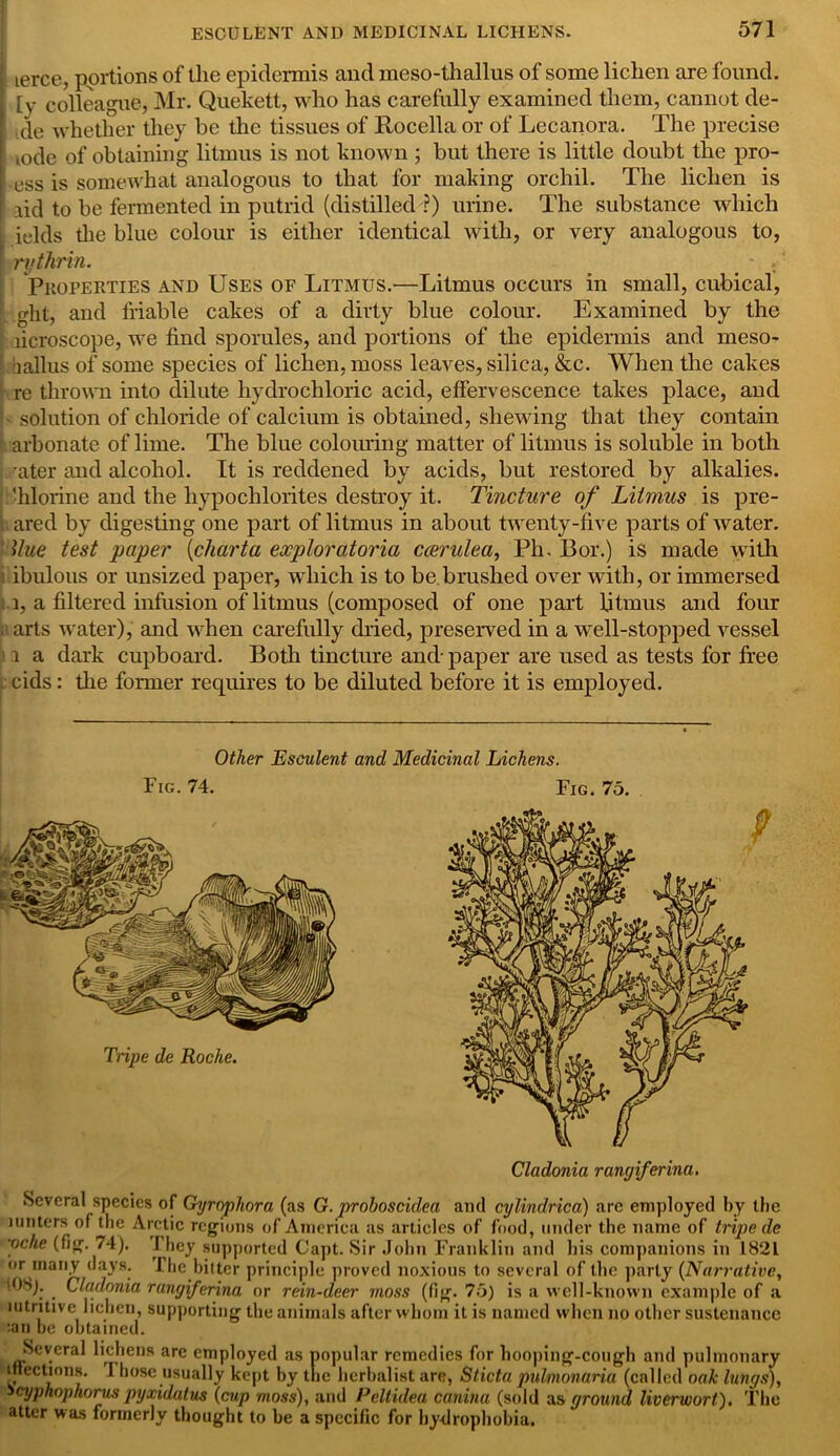 ' terce, portions of the epidermis and meso-thallus of some lichen are found. [y colleague, Mr. Quekett, who has carefully examined them, cannot de- [ Je whether they be the tissues of Rocella or of Lecanora. The precise iode of obtaining litmus is not known ; but there is little doubt the pro- ess is somewhat analogous to that for making orchil. The lichen is ! aid to be fermented in putrid (distilled ?) urine. The substance which [ idds the blue colour is either identical with, or very analogous to, f rythrin. _ - . Properties and Uses of Litmus.'—Litmus occurs in small, cubical, ght, and friable cakes of a dirty blue colour. Examined by the I horoscope, we find sporules, and portions of the epidermis and meso- :iallus of some species of lichen, moss leaves, silica, &c. When the cakes re thrown into dilute hydrochloric acid, effervescence takes place, and solution of chloride of calcium is obtained, shewing that they contain Carbonate of lime. The blue colouring matter of litmus is soluble in both rater and alcohol. It is reddened by acids, but restored by alkalies, ■hlorine and the hypochlorites destroy it. Tincture of Litmus is pre- [\ ared by digesting one part of litmus in about twenty-five parts of water. Hue test paper (charta exploratoria ccerulea, Ph. Bor.) is made with ibulous or unsized paper, which is to be.brushed over with, or immersed i, a filtered infusion of litmus (composed of one part litmus and four arts water), and w hen carefully dried, preserved in a well-stopped vessel 1 a dark cupboard. Both tincture and-paper are used as tests for free cids: the former requires to be diluted before it is employed. Other Esculent and Medicinal Lichens. Fig. 74. Tripe de Roche. Fig. 75. Cladonia rangiferina. Several species of Gyrophora (as G. proboscidea and cylindrica) are employed by tbe mnters of tbe Arctic regions of America as articles of food, under the name of tripe de ■oclie (fig. 74). -They supported Capt. Sir John Franklin and bis companions in 1821 or many days. I. be bitter principle proved noxious to several of the parly (Narrative, tOS). Cladonia rangiferina or rein-deer moss (fig. 75) is a well-known example of a lutntive lichen, supporting tbe animals after whom it is named when no other sustenance :an be obtained. Several lichens are employed as popular remedies for hooping-cough and pulmonary inections. I hose usually kept by the herbalist are, Sticta pulmonaria (called oak lungs), icyphophorus pyxidatus (cup moss), and Pcltideu canina (sold as ground liverwort). The atter was formerly thought to be a specific for hydrophobia.