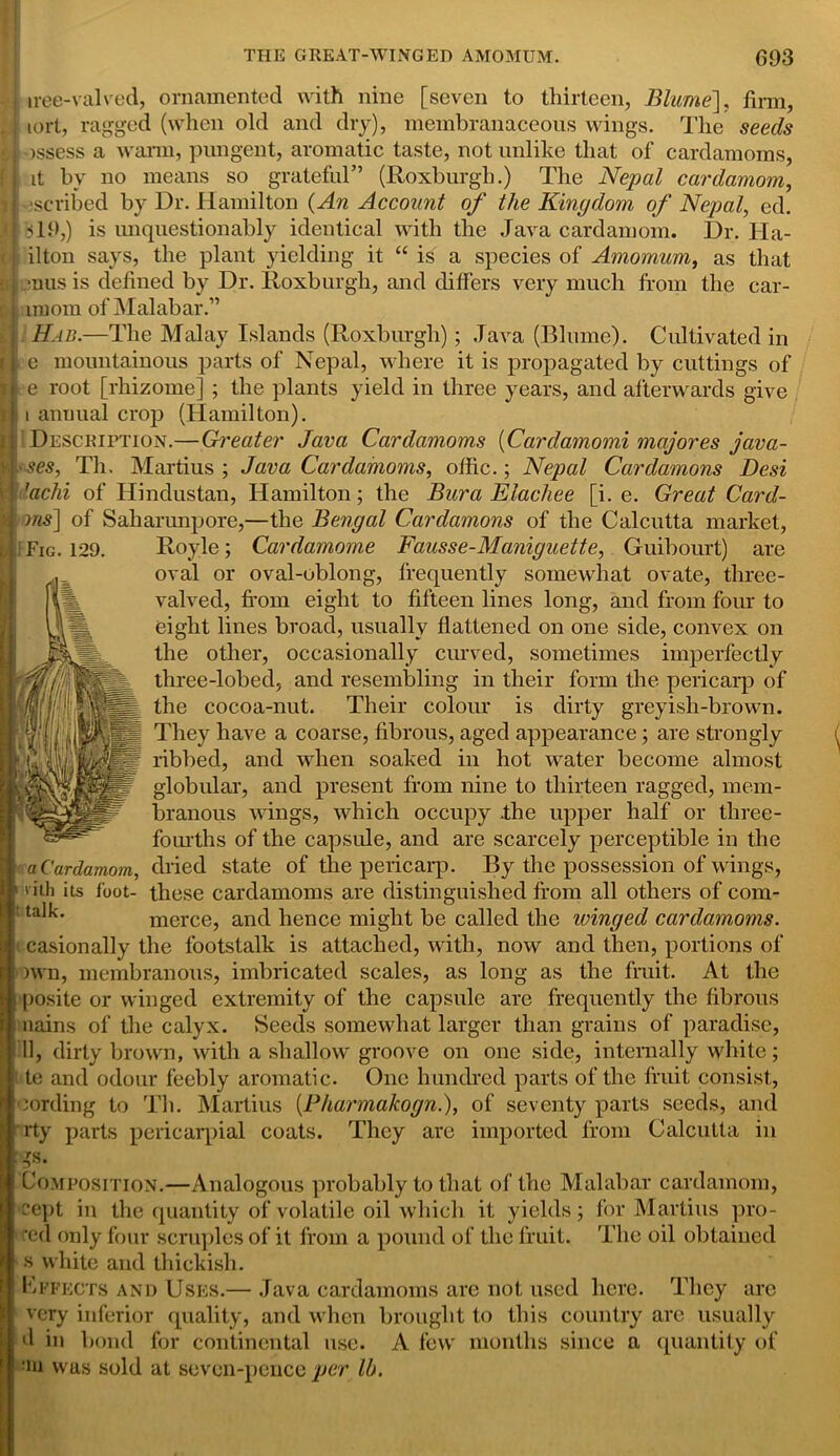 iree-valved, ornamented with nine [seven to thirteen, Blame], firm, tort, ragged (when old and dry), membranaceous wings. The seeds jssess a warm, pungent, aromatic taste, not unlike that of cardamoms, it by no means so grateful” (Roxburgh.) The Nepal cardamom, ■scribed by Dr. Hamilton (An Account of the Kingdom of Nepal, ed. H9,) is unquestionably identical with the Java cardamom. Dr. Ha- ilton says, the plant yielding it “ is a species of Amomum, as that ■nus is defined by Dr. Roxburgh, and differs very much from the car- imorn of Malabar.” Hab.—The Malay Islands (Roxburgh); Java (Blume). Cultivated in e mountainous parts of Nepal, where it is propagated by cuttings of e root [rhizome] ; the plants yield in three years, and afterwards give i annual crop (Hamilton). Description.—Gi'eater Java Cardamoms (Cardamomi majores java- ses, Th. Martius ; Java Cardamoms, offic.; Nepal Cardamons Desi 'achi of Hindustan, Hamilton; the Bura Elachee [i. e. Great Card- ms] of Saharunpore,—the Bengal Cardamons of the Calcutta market, I Fig. 129. Royle; Cardamome Fausse-Maniguette, Guibourt) are oval or oval-oblong, ilequently somewhat ovate, three- valved, from eight to fifteen lines long, and from four to eight lines broad, usually flattened on one side, convex on the other, occasionally curved, sometimes imperfectly tliree-lobed, and resembling in their form the pericarp of the cocoa-nut. Their colour is dirty greyish-brown. They have a coarse, fibrous, aged appearance; are strongly ribbed, and when soaked in hot water become almost globular, and present from nine to thirteen ragged, mem- branous wings, which occupy .the upper half or three- fourths of the capsule, and are scarcely perceptible in the a Cardamom, dried state of the pericarp. By the possession of wings, ' ith its foot- these cardamoms are distinguished from all others of com- tcilk. merce, and hence might be called the winged cardamoms. i casionally the footstalk is attached, with, now and then, portions of •own, membranous, imbricated scales, as long as the fruit. At the posite or winged extremity of the capsule are frequently the fibrous nains of the calyx. Seeds somewhat larger than grains of paradise, 11, dirty brown, with a shallow groove on one side, internally white; 1 te and odour feebly aromatic. One hundred parts of the fruit consist, cording to Th. Martius (Pharmakogn.), of seventy parts seeds, and rty parts pericarpial coats. They are imported from Calcutta in :gs. Composition.—Analogous probably to that of the Malabar cardamom, cept in the quantity of volatile oil which it yields; for Martius pro- ved only four scruples of it from a pound of the fruit. The oil obtained s white and thickish. Effects and Uses.— Java cardamoms are not used here. They are very inferior quality, and when brought to this country are usually d in bond for continental use. A few months since a quantity of in was sold at seven-pence per lb.
