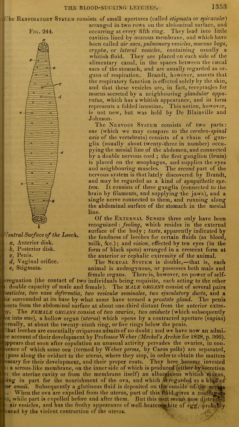 ’he Respiratory System consists of small apertures (called stigmata or spiraculce) arranged in two rows on the abdominal surface, and Fig. 244. occurring at everj fifth ring. They lead into little „ cavities liued by mucous membrane, and which have been called air sacs, pulmonary vesicles., mucous bags, cryptce, or lateral vesicles, containing usually a whitish fluid. They are placed on each side of the alimentary canal, in the spaces between the ceecal sacs of the stomach, and are usually regarded as or- gans of respiration. Brandt, however, asserts that the respiratory function is effected solely by the skin, and that these vesicles are, in fact, receptacles for mucus secreted by a neighbouring glandular appa- ratus, which has a whitish appearance, and in form represents a folded intestine. This notion, however, is not new, but was held by De Blainville and Johnson. The Nervous System consists of two parts: one (which we may compare to the cerebro-spinal axis of the vertebrata) consists of a chain of gan- glia (usually about twenty-three in number) occu- pyingtbe mesial line of the abdomen, and connected by a double nervous cord ; the first ganglion (brain) is placed on the oesophagus, and supplies the eyes and neighbouring muscles. The second part of the nervous system is that lately discovered by Brandt, and may be regarded as a kind of sympathetic sys- tem. It consists of three ganglia (connected to the brain by filaments, and supplying'the jaws), and a single nerve connected to them, and running along the abdominal surface of the stomach in the mesial line. Of the External Senses three only have been recognized : feeling, which resides in the external surface of the body ; taste, apparently indicated by the fondness of leeches for certain fluids (as blood, milk, &c.); and vision, effected by ten eyes (in the form of black spots) arranged in a crescent form at the anterior or cephalic extremity of the animal. The Sexual System is double,—that is, each animal is androgynous, or possesses both male and female organs. There is, how-ever, no power of self- regnation (the contact of two individuals being requisite, each acting to the other double capacity of male and female). The male ORGANS consist of several pairs esticles, two vasa deferentia, two vesiculce seminales, two ejaculatory ducts, and a s surrounded at its base by what some have termed a prostate gland. The penis •ects from the abdominal surface at about one-third distant from the anterior extre- jy. The female ORGANS consist of two ovaries, two oviducts (which subsequently e into one), a hollow organ (uterus) w'hich opens by a contracted aperture (vagina) rnally, at about the twenty-ninth ring, or five rings below the penis, hat leeches are essentially oviparous admits of no doubt; and we have now an admi- e account of their development by Professor Weber (Mechel's Archiv for 1828, p. 366). jppears that soon after copulation an unusual activity pervades the ovaries, in con- lence of which some ova (termed by Weber germs, by Carus yelks) are separated, pass along the oviduct to the uterus, where they stop, in order to obtain the matters ssary for their development, and their proper coats. They here become invested a serous-like membrane, on the inner side of which is produced (either by secretion i the uterine cavity or from the membrane itself) an albunuhous whitish mucus, ing in part for the nourishment of the ova, and which is regarded as a kind,of or amnii. Subsequently a glutinous fluid is deposited on the’outside of (life serejas . When the ova are expelled from the uterus, part of this flbid.gives a coaffliffjyo i, while part is expelled before and after them. But this coat seems now distcmftjcl air vesicles, and has the frothy appearance of well-bcatciis^'bUe of egg, probably uced by the violent contraction of the uterus. ■ •• ? ’ rentral Surface of the Leech. Anterior disk. Posterior disk. Penis. Vaginal orifice. Stigmata. a, b, c, d, e.