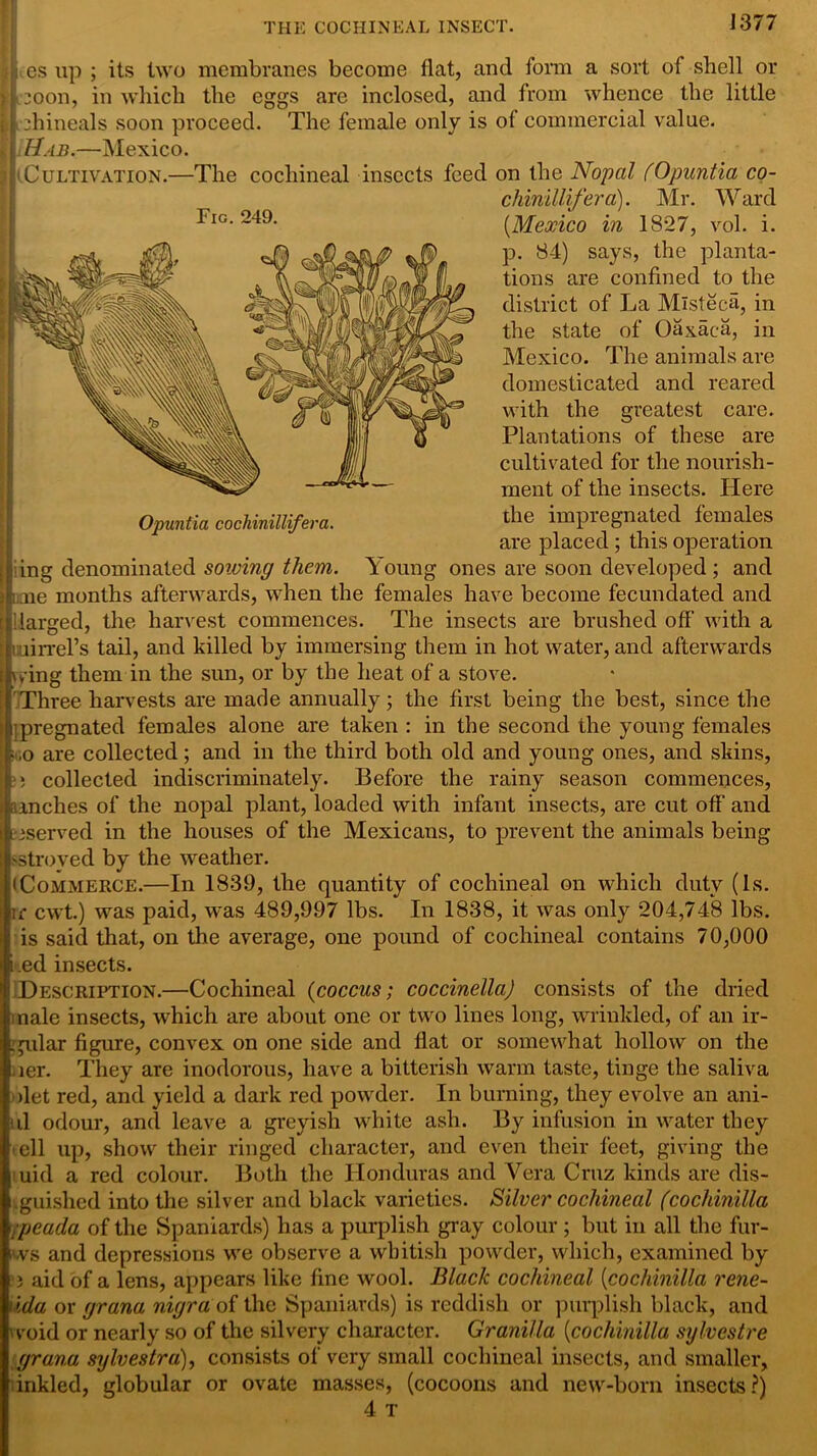 THE COCHINEAL INSECT. J377 Fig. 249. Opuntia cochinillifera. es up ; its two membranes become flat, and form a sort of shell or 30011, in which the eggs are inclosed, and from whence the little ihineals soon proceed. The female only is of commercial value. Hab.—Mexico. (Cultivation.—The cochineal insects feed on the Nopal (Opuntia co- chinillifera). Mr. Ward (.Mexico in 1827, vol. i. p. 84) says, the planta- tions are confined to the district of La Mlsteca, in the state of Oaxaca, in Mexico. The animals are domesticated and reared with the greatest care. Plantations of these are cultivated for the nourish- ment of the insects. Here the impregnated females are placed ; this operation ing denominated sowing them. Young ones are soon developed ; and me months afterwards, when the females have become fecundated and 1 larged, the harvest commences. The insects are brushed off with a 1 uirrel’s tail, and killed by immersing them in hot water, and afterwards ring them in the sun, or by the heat of a stove. Three harvests are made annually; the first being the best, since the ipregnated females alone are taken : in the second the young females ,o are collected; and in the third both old and young ones, and skins, ;j collected indiscriminately. Before the rainy season commences, (inches of the nopal plant, loaded with infant insects, are cut off and bserved in the houses of the Mexicans, to prevent the animals being stroved by the weather. (Commerce.—In 1839, the quantity of cochineal on which duty (Is. rr cwt.) was paid, was 489,997 lbs. In 1838, it was only 204,74*8 lbs. is said that, on the average, one pound of cochineal contains 70,000 .ed insects. Description.—Cochineal (coccus; coccinella) consists of the dried nale insects, which are about one or two lines long, wrinkled, of an ir- pilar figure, convex on one side and flat or somewhat hollow on the ler. They are inodorous, have a bitterish warm taste, tinge the saliva >let red, and yield a dark red powder. In burning, they evolve an ani- d odour, and leave a greyish white ash. By infusion in water they ell up, show their ringed character, and even their feet, giving the uid a red colour. Both the Honduras and Vera Cruz kinds are dis- .guislied into the silver and black varieties. Silver cochineal (cochinilla rpeada of the Spaniards) has a purplish gray colour; but in all tbe fur- ws and depressions we observe a whitish powder, which, examined by ) aid of a lens, appears like fine wool. Black cochineal (cochinilla rene- \da or grana nigra of the Spaniards) is reddish or purplish black, and void or nearly so of the silvery character. Granilla (cochinilla sylvestre grana sylvestra), consists of very small cochineal insects, and smaller, inkled, globular or ovate masses, (cocoons and new-born insects?)