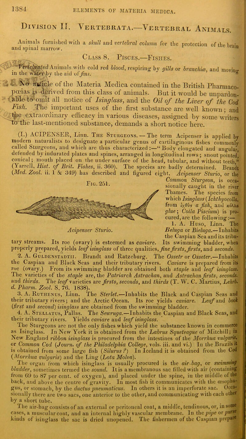 Division II. Vertebrata.—Vertebral Animals. Animals furnished with a skull and vertebral column for the protection of the hi-.;- and spinal marrow. din Class 8. Pisces.—Fishes. fiVertebrated Animals with cold red blood, respiring by gills or branchial, and moving in the water by the aid of Jins. *> v Xoi- article of the Materia Medica contained in the British Pharmaco- poeias is derived from this class of animals. But it would be unpardon- able tb-omit all notice of Isinglass, and the Oil of the Liver of the Cod Fish. The important uses of the first substance are well known; and t£ie extraordinary efficacy in various diseases, assigned by some writers to the last-mentioned substance, demands a short notice here. (I.) ACIPENSER, Linn. The Sturgeons. — The term Acipenser is applied by modern naturalists to designate a particular genus of cartilaginous fishes commonly called Sturgeons, and which are thus characterized:—“ Body elongated and angular defended by indurated plates and spines, arranged in longitudinal rows; snout pointed* conical; mouth placed on the under surface of the head, tubular, and without teeth,” (Yarrell, Hist, of Brit. Fishes, ii. 360). The species are badly determined. Brandt i (Med. Zool. ii. I & 349) has described and figured eight. Acipenser Sturio, or the Common Sturgeon, is occa- sionally caught in the river Thames. The species from which Isinglass (Ichthyocolk, from iydvs a fish, and tcoWa glue ; Colla Piscium) is pro- cured, are the following:— 1. A. Huso, Linn. The Beluga or Bieluga.—Inhabits the Caspian Sea and its tribu- Its swimming bladder, when properly prepared, yields leaf isinglass of three qualities, fine firsts, firsts, and seconds. 2. A. Guldenstadtii. Brandt and Ratzeburg. The Ossetr or Osseter.—Inhabits i the Caspian and Black Seas and their tributary rivers. Caviare is prepared from its roe (ovary.) From its swimming bladder are obtained both staple and leaf isinglass. i| The varieties of the staple are, the Patriarch Astrachan, and Astrachan firsts, seconds. and thirds. The leaf varieties are firsts, seconds, and thirds (T. W. C. Martius, Lehrb. d. Pharm. Zool. S. 76. 1838). 3. A. Ruthenus, Linn. The Sterlet.—Inhabits the Black and Caspian Seas and their tributary rivers; and the Arctic Ocean. Its roe yields caviare. Leaf and book (first and second) isinglass are obtained from the swimming bladder. 4. A. Stellatus, Pallas. The Sewruga.—Inhabits the Caspian and Black Seas, and their tributary rivers. Yields caviare and leaf isinglass. The Sturgeons are not the only fishes which yield the substance known in commerce as Isinglass. In New York it is obtained from the Labrus Squeteague of Mitchill; in New England ribbon isinglass is procured from the intestines of the Morrliua vulgaris* or Common Cod (Journ. of the Philadelphia College, vols. iii. and vi.) In the Brazils it is obtained from some large fish (Silurus?) In Iceland it is obtained from the Cod (Morrhua vulgaris) and the Ling (Lota Molva). The organ from which isinglass is usually procured is the air bag, or sicimming bladder, sometimes termed the sound. It is a membranous sac filled with air (containing from 69 to 87 per cent, of oxygen), and placed under the spine, in the middle of tbe back, and above the centre of gravity. In most fish it communicates with the oesopha- gus, or stomach, by the ductuspneumaticus. In others it is an imperforate sac. Occa- sionally there are two sacs, one anterior to the other, and communicating with each othdT by a short tube. T he air-bag consists of an external or peritoneal coat, a middle, tendinous, or, insoin$4 cases, a muscular coat, and an internal highly vascular membrane. In the pipe or parse kinds of isinglass the sac is dried unopened. The fishermen of the Caspian prepat* Fig.251. Acipenser Sturio. tary streams. Its roe (ovary) is esteemed as caviare.