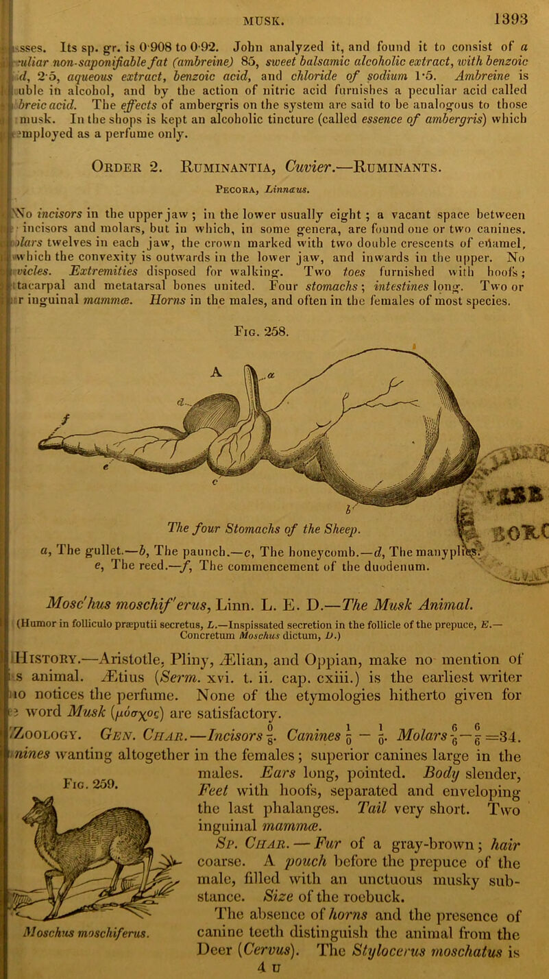 I-.sses. Its sp. gr. is 0 908 to 0 92. John analyzed it, and found it to consist of a ntliar non-saponifiable fat (ambreine) 85, sweet balsamic alcoholic extract, 'with benzoic d, 2 5, aqueous extract, benzoic acid, and chloride of sodium 1*5. Ambreine is ubie in alcohol, and by the action of nitric acid furnishes a peculiar acid called breicacid. The effects of ambergris on the system are said to be analogous to those musk. In the shops is kept an alcoholic tincture (called essence of ambergris) which •mployed as a perfume only. Order 2. Ruminantia, Cuvier.—Ruminants. Pecoka, Linnaus. \Vo incisors in the upper jaw ; in the lower usually eight ; a vacant space between : incisors and molars, but in which, in some genera, are found one or two canines. hdars twelves in each jaw, the crown marked with two double crescents of eilamel, which the convexity is outwards in the lower jaw, and inwards in the upper. No i vicles. Extremities disposed for walking. Two toes furnished with hoofs; tacarpal and metatarsal bones united. Four stomachs; intestines long. Two or : r inguinal mammae. Horns in the males, and often in the females of most species. Fig. 258. vis* The four Stomachs of the Sheep. a, The gullet.—b, The paunch.—c, The honeycomb.—d, Themanyplrte^ e, The reed.—f, The commencement of the duodenum. Mosc'hus moschif'erus, Linn. L. E. D.—The Musk Animal. (Humor in folliculo praputii secretus, L— Inspissated secretion in the follicle of the prepuce, E.— Concretum Moschus dictum, L>.) [History.—Aristotle. Pliny, dElian, and Oppian, make no mention of s animal. riEtius (Serm. xvi. t. ii. cap. cxiii.) is the earliest writer 10 notices the perfume. None of the etymologies hitherto given for B3 word Musk (poa^og) are satisfactory. /Zoology. Gen. Char.—Incisors Canines \ — 5. Molars\—jr =34. nines wanting altogether in the females; superior canines large in the males. Ears long, pointed. Body slender, Feet with hoofs, separated and enveloping the last phalanges. Tail very short. Two inguinal mamrnce. Sp. Char. — Fur of a gray-brown; hair coarse. A pouch before the prepuce of the male, filled with an unctuous stance. Size of the roebuck. The absence of horns and the presence of canine teeth distinguish the animal from the Deer (Cervus). The Stylocerus moschatus is 4. u Fig. 259. Mosckus moschiferus.