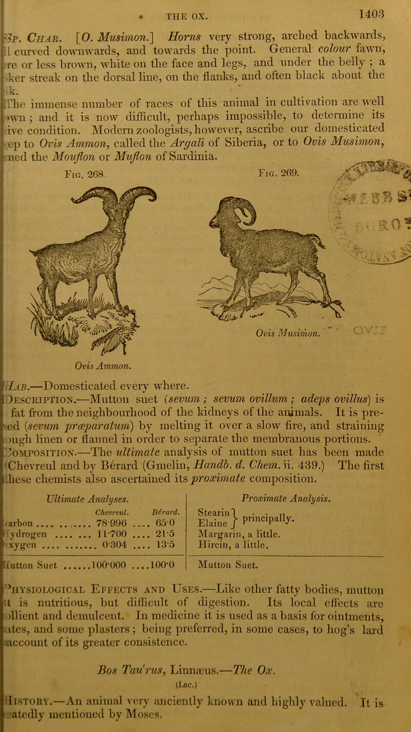 Ap. Char. [0. Musimon.'] Horns very strong, arched backwards, i L curved downwards, and towards tlie point. General colour fawn, re or less brown, white on the face and legs, and under the belly ; a ker streak on the dorsal line, on the flanks, and often black about the k. The immense number of races of this animal in cultivation are well uvn ; and it is now difficult, perhaps impossible, to determine its ive condition. Modern zoologists, however, ascribe our domesticated ep to Ovis Ammon, called the Argali of Siberia, or to Ovis Musimon, ned the Mouflon or Mujlon of Sardinia. Fig. 268. Fig. 269. & Ovis Ammon. Hab.—Domesticated every where. Description.—Mutton suet (sevum ; serum ovillum ; adeps ovillus) is fat from the neighbourhood of the kidneys of the animals. It is pre- ed (sevum praparatum) by melting it over a slow fire, and straining i nigh linen or flannel in order to separate the membranous portions. Composition.—The ultimate analysis of mutton suet has been made (Chevreul and by Berard (Gmelin, Handb. d. Chem. ii. 439.) The first t .hese chemists also ascertained its proximate composition. Ultimate Analyses. Chevreul. Birard. arbon 78996 .... 650 lydrogen 11-700 .... 21‘5 xygen 0304 .... 135 Proximate Analysis. Stearin 1 . . Elaine ) Marg-arin, a little. Hircin, a little. lutton Suet lOO’OOO ....lOO’O Mutton Suet. ’hysiological Effects and Uses.—Like other fatty bodies, mutton tt is nutritious, but difficult of digestion. Its local effects are illient and demulcent. In medicine it is used as a basis for ointments, ites, and some plasters; being preferred, in some cases, to hog’s lard account of its greater consistence. Bos Tau'rus, Linnaeus.—The Ox. (Lac.) \ Iistory.—An animal very anciently known and highly valued. It is eatedly mentioned by Moses.