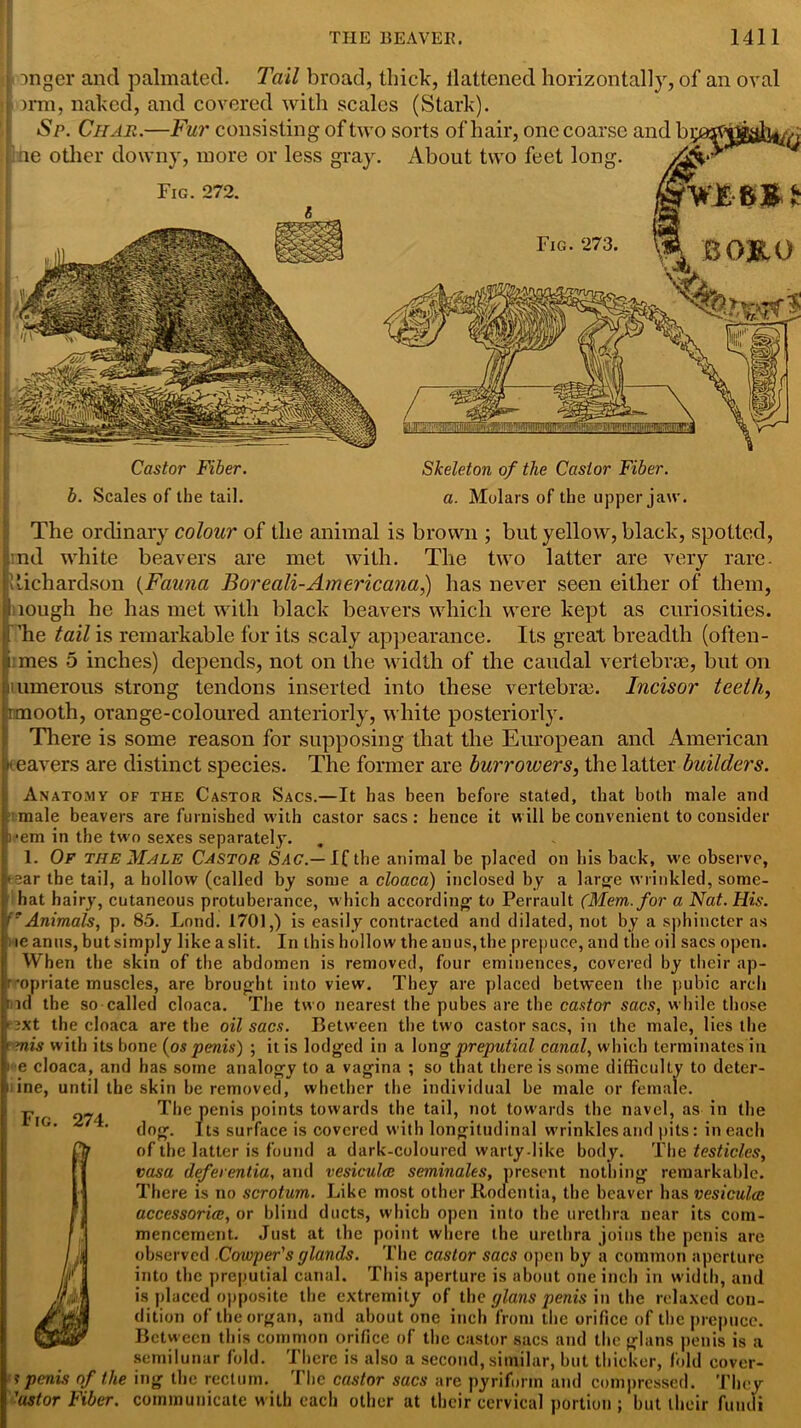 ingcr and palmated. Tail broad, thick, flattened horizontally, of an oval Drm, naked, and covered with scales (Stark). Sp. Char.—Fur consisting of two sorts of hair, one coarse and ne other downy, more or less gray. About two feet long. Fig. 272. Fig. 273. B03K.0 Castor Fiber, b. Scales of the tail. Skeleton of the Castor Fiber, a. Molars of the upper jaw. The ordinary colour of the animal is brown ; but yellow, black, spotted, ind white beavers are met with. The two latter are very rare. Richardson (Fauna Boreali-Americana,) has never seen either of them, tough he has met with black beavers which were kept as curiosities, 'he tail is remarkable for its scaly appearance. Its great breadth (often- i mes 5 inches) depends, not on the width of the caudal vertebrae, but on umerous strong tendons inserted into these vertebra?. Incisor teeth, r.mooth, orange-coloured anteriorly, white posteriorly. There is some reason for supposing that the European and American cavers are distinct species. The former are burrowers, the latter builders. Anatomy of the Castor Sacs.—It has been before stated, that both male and male beavers are furnished with castor sacs: hence it will be convenient to consider )*em in the two sexes separately. 1. Of the Male Castor Sac.—If the animal be placed on bis back, we observe, • ear the tail, a hollow (called by some a cloaca) inclosed by a large wrinkled, some- hat hairy, cutaneous protuberance, which according to Perrault (Mem. for a Nat. His. f' Animals, p. 85. Lond. 1701,) is easily contracted and dilated, not by a sphincter as te anus, but simply like a slit. In this hollow the anus, the prepuce, and the oil sacs open. When the skin of the abdomen is removed, four eminences, covered by their ap- r*opriate muscles, are brought into view. They are placed between the pubic arch i id the so called cloaca. The two nearest the pubes are the castor sacs, while those ■ ixt the cloaca are the oil sacs. Between the two castor sacs, in the male, lies the ’■ mis with its bone (os penis) ; it is lodged in a long preputial canal, which terminates in e cloaca, and has some analogy to a vagina ; so that there is some difficulty to deter- i ine, until the skin he removed, whether the individual be male or female. The penis points towards the tail, not towards the navel, as in the dog. Its surface is covered with longitudinal wrinkles and pits: in each of the latter is found a dark-coloured warty .like body. The testicles, vasa deferentia, and vesiculcc seminales, present nothing remarkable. There is no scrotum. Like most other Rodcntia, the beaver has vesiculcc accessorice, or blind ducts, which open into the urethra near its com- mencement. Just at the point where the urethra joins the penis are observed .Cowper's cjlands. The castor sacs open by a common aperture into the preputial canal. This aperture is about one inch in width, and is placed opposite the extremity of the plans penis in the relaxed con- dition of the organ, and about one inch from the orifice of the prepuce. Between this common orifice of the castor sacs and the glans penis is a semilunar fold. There is also a second, similar, but thicker, fold cover- s penis of the ing the rectum. The castor sacs are pyriform and compressed. They 'ustor Fiber, communicate with each other at their cervical portion; but their fundi rr-