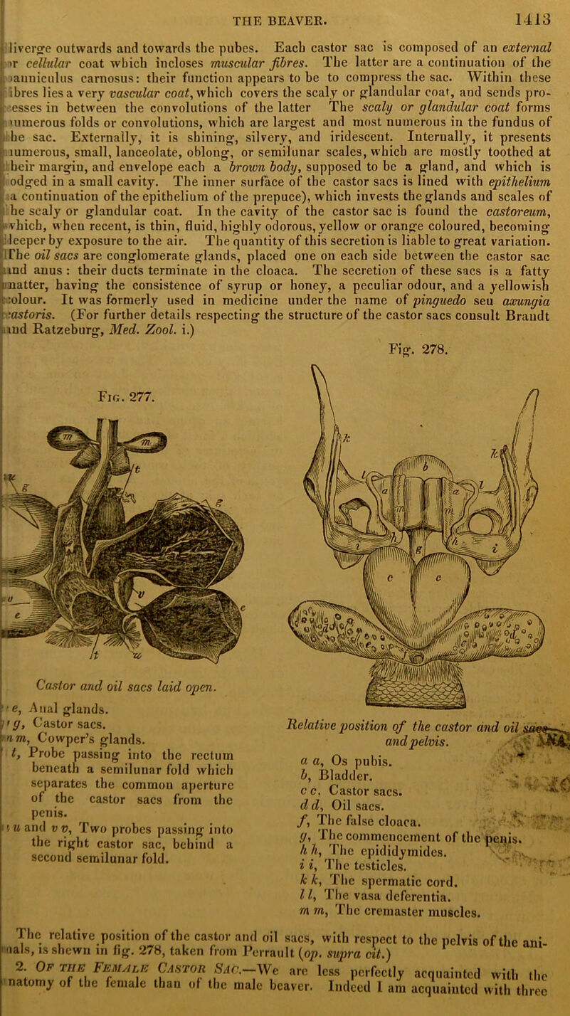 liverge outwards and towards the pubes. Each castor sac is composed of an external >r cellular coat which incloses muscular fibres. The latter are a continuation of the >anuiculus carnosus: their function appears to be to compress the sac. Within these ibres lies a very vascular coat, which covers the scaly or glandular coat, and sends pro- I esses in between the convolutions of the latter The scaly or glandular coat forms uunerous folds or convolutions, which are largest and most numerous in the fundus of he sac. Externally, it is shining, silvery, and iridescent. Internally, it presents mmerous, small, lanceolate, oblong, or semilunar scales, which are mostly toothed at heir margin, and envelope each a brown body, supposed to be a gland, and which is odged in a small cavity. The inner surface of the castor sacs is lined with epithelium a continuation of the epithelium of the prepuce), which invests the glands and scales of he scaly or glandular coat. In the cavity of the castor sac is found the casloreum, vhich, when recent, is thin, fluid, highly odorous, yellow or orange coloured, becoming leeper by exposure to the air. The quantity of this secretion is liable to great variation. The oil sacs are conglomerate glands, placed one on each side between the castor sac ind anus : their ducts terminate in the cloaca. The secretion of these sacs is a fatty i natter, having the consistence of syrup or honey, a peculiar odour, and a yellowish colour. It was formerly used in medicine under the name of pinguedo seu axungia •astoris. (For further details respecting the structure of the castor sacs consult Brandt md Ratzeburg, Med. Zool. i.) Fig. 278. Fig. 277. Castor and oil sacs laid open. j e, Anal glands. vi g, Castor sacs. mm, Cowpcr’s glands. t, Probe passing into the rectum beneath a semilunar fold which separates the common aperture of the castor sacs from the penis. nuand vv, Two probes passing into the right castor sac, behind a second semilunar fold. i ■ - e Relative position of the castor and oil & and pelvis. a a. Os pubis. b, Bladder. c c. Castor sacs. dd. Oil sacs. f, The false cloaca. g, The commencement of the penis. hh, The epididymides. i i, The testicles. k k, The spermatic cord. 11, The vasa deferentia. m m, The cremaster muscles. The relative position of the castor and oil sacs, with respect to the pelvis of the ani uals, is shewn in fig. 278, taken from Perrault (op. supra cit.) 2. Of the Female Castor Sac.—We arc less perfectly acquainted with the natomy of the female than of the male beaver. Indeed 1 am acquainted with three