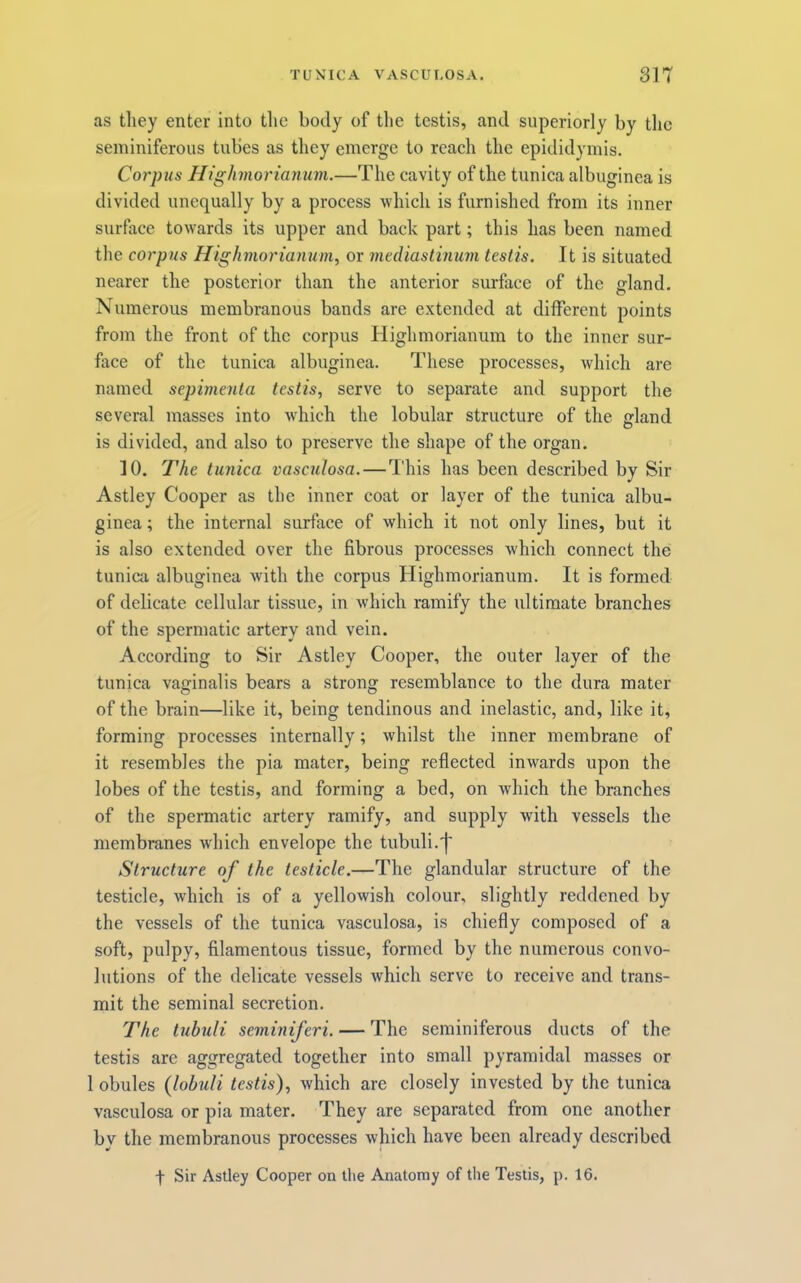 as they enter into the body of the testis, and superiorly by the seminiferous tubes as they emerge to reach the epididymis. Corpus Highmorianum.—The cavity of the tunica albuginea is divided unequally by a process which is furnished from its inner surface towards its upper and back part; this has been named the corpus Hig/mioriamim, or mediastinum testis. It is situated nearer the posterior than the anterior surface of the gland. Numerous membranous bands are extended at different points from the front of the corpus Highmorianum to the inner sur- face of the tunica albuginea. These processes, which are named sepimenta testis, serve to separate and support the several masses into wTich the lobular structure of the gland is divided, and also to preserve the shape of the organ. 10. The tunica vasculosa.—This has been described by Sir Astley Cooper as the inner coat or layer of the tunica albu- ginea; the internal surface of which it not only lines, but it is also extended over the fibrous processes which connect the tunica albuginea with the corpus Highmorianum. It is formed of delicate cellular tissue, in which ramify the ultimate branches of the spermatic artery and vein. According to Sir Astley Cooper, the outer layer of the tunica vaginalis bears a strong resemblance to the dura mater of the brain—like it, being tendinous and inelastic, and, like it, forming processes internally; whilst the inner membrane of it resembles the pia mater, being reflected inwards upon the lobes of the testis, and forming a bed, on which the branches of the spermatic artery ramify, and supply with vessels the membranes Avhich envelope the tubuli.'j' Structure of the testicle.—The glandular structure of the testicle, which is of a yellowish colour, slightly reddened by the vessels of the tunica vasculosa, is chiefly composed of a soft, pulpy, filamentous tissue, formed by the numerous convo- lutions of the delicate vessels which serve to receive and trans- mit the seminal secretion. The tubuli seminiferi. — The seminiferous ducts of the testis are aggregated together into small pyramidal masses or 1 obules (lobuli testis), which are closely invested by the tunica vasculosa or pia mater. They are separated from one another by the membranous processes which have been already described