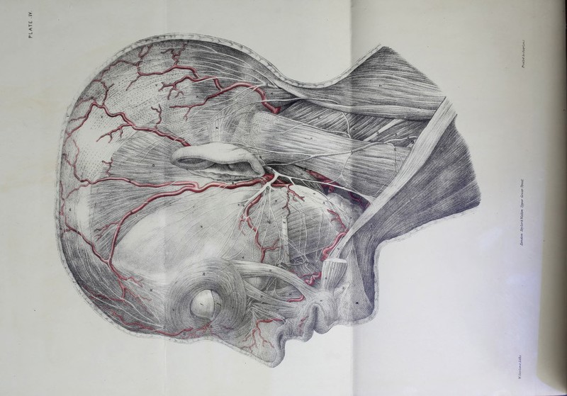 PLATE .IY. Xond/f/i rcM-lcrklfalicn typer (inrer Street. ft-udett byJ-aa-tr*..