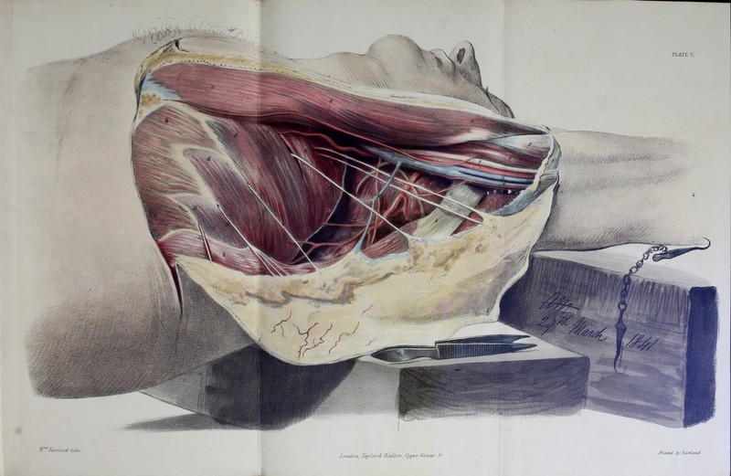 PLATE V, l\ '1> fo/rls/Ttd /c/Jw' London, Lay Cord: Wtdbon, Upper Gmver St JHnfab by luldand.