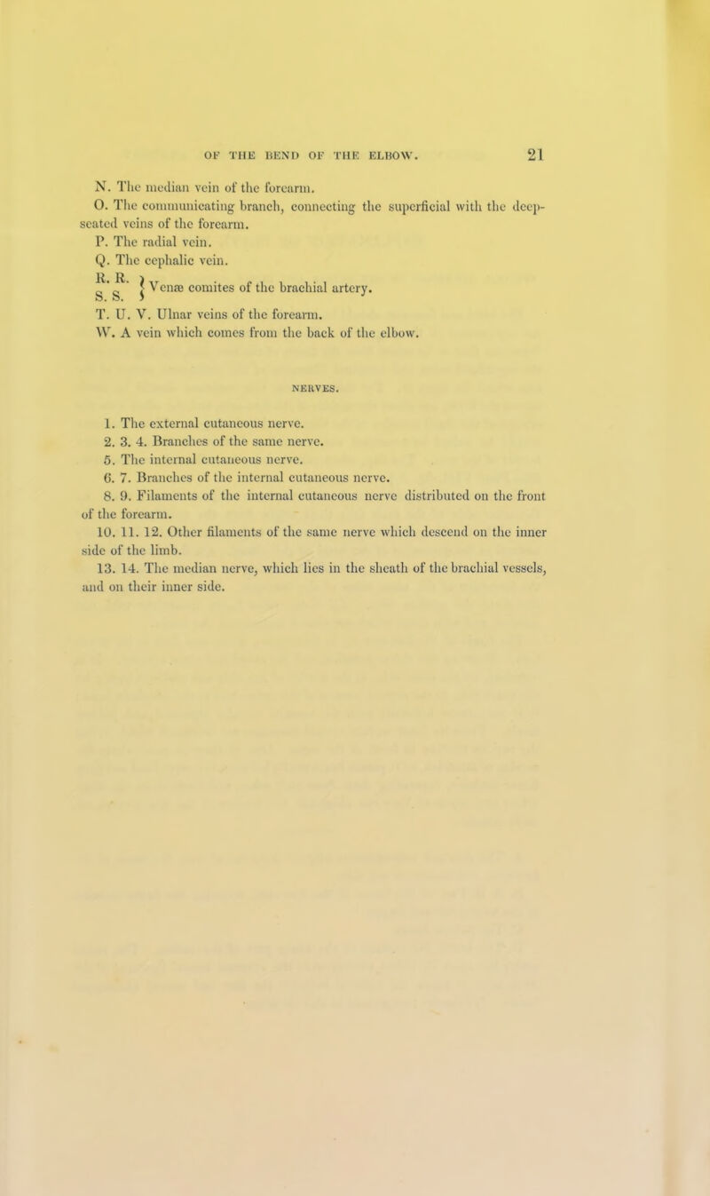 N. The median vein of the forearm. O. The communicating branch, connecting the superficial with the deep- seated veins of the forearm. P. The radial vein. Q. The cephalic vein. T> TX v * > Verne comites of the brachial artery. O. o. J T. U. V. Ulnar veins of the forearm. W. A vein which comes from the back of the elbow. NERVES. 1. The external cutaneous nerve. 2. 3. 4. Branches of the same nerve. 5. The internal cutaneous nerve. 6. 7. Branches of the internal cutaneous nerve. 8. 9. Filaments of the internal cutaneous nerve distributed on the front of the forearm. 10. 11. 12. Other filaments of the same nerve which descend on the inner side of the limb. 13. 14. The median nerve, which lies in the sheath of the brachial vessels, and on their inner side.