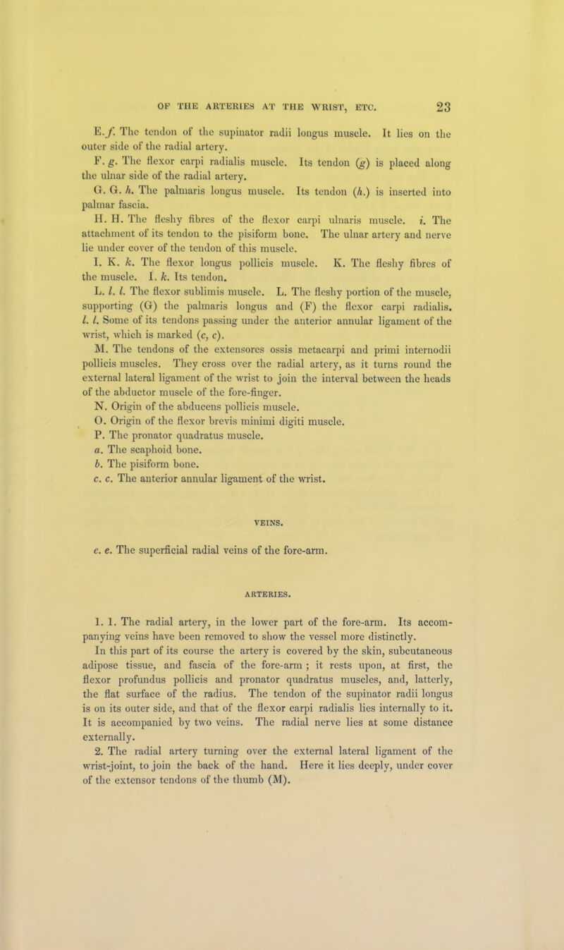 E./. The tendon of the supinator radii longus muscle. It lies on the outer side of the radial artery. E. g. The flexor carpi radialis muscle. Its tendon (g) is placed along the ulnar side of the radial artery. G. G. li. The palmaris longus muscle. Its tendon (h.) is inserted into palmar fascia. H. H. The fleshy fibres of the flexor carpi ulnaris muscle, i. The attachment of its tendon to the pisiform bone. The ulnar artery and nerve lie under cover of the tendon of this muscle. I. K. k. The flexor longus pollicis muscle. K. The fleshy fibres of the muscle. I. k. Its tendon. L. 1. 1. The flexor sublimis muscle. L. The fleshy portion of the muscle, supporting (G) the palmaris longus and (F) the flexor carpi radialis. 1. /. Some of its tendons passing under the anterior annular ligament of the wrist, which is marked (c, c). M. The tendons of the extensores ossis metacarpi and primi internodii pollicis muscles. They cross over the radial artery, as it turns round the external lateral ligament of the wrist to join the interval between the heads of the abductor muscle of the fore-finger. N. Origin of the abducens pollicis muscle. O. Origin of the flexor brevis minimi digiti muscle. P. The pronator quadratus muscle. a. The scaphoid bone. b. The pisiform bone. c. c. The anterior annular ligament of the wrist. VEINS. e. e. The superficial radial veins of the fore-arm. ARTERIES. 1. 1. The radial artery, in the lower part of the fore-arm. Its accom- panying veins have been removed to show the vessel more distinctly. In this part of its course the artery is covered by the skin, subcutaneous adipose tissue, and fascia of the fore-arm ; it rests upon, at first, the flexor profundus pollicis and pronator quadratus muscles, and, latterly, the flat surface of the radius. The tendon of the supinator radii longus is on its outer side, and that of the flexor carpi radialis lies internally to it. It is accompanied by two veins. The radial nerve lies at some distance externally. 2. The radial artery turning over the external lateral ligament of the wrist-joint, to join the back of the hand. Here it lies deeply, under cover of the extensor tendons of the thumb (M).
