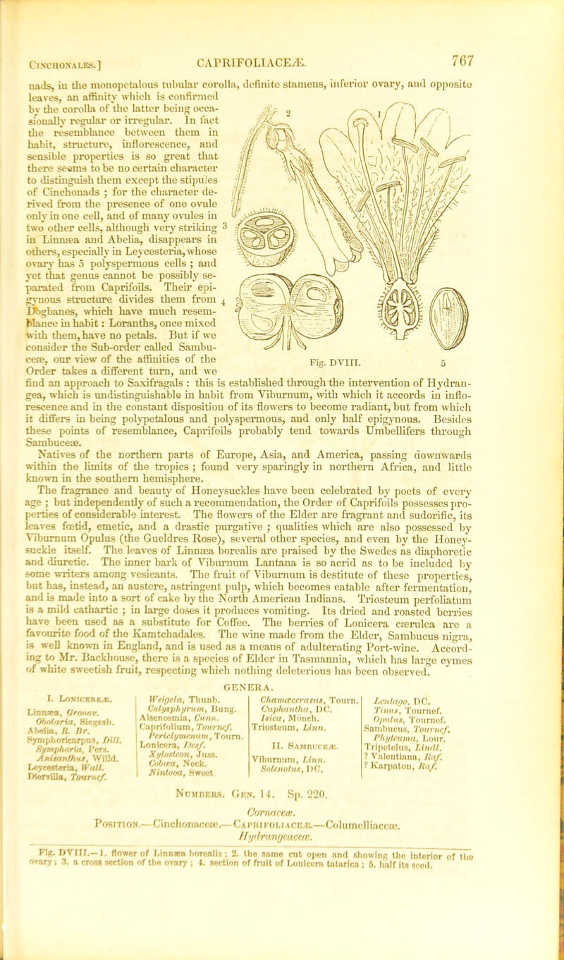 Cinchona lbs.] nails, iu the monopetalous tubular corolla, definite stamens, inferior ovary, and opposite leaves, an affinity which is confirmed by the corolla of the latter being occa- sionally regular or irregular. In fact the resemblance between them in habit, structure, inflorescence, and sensible properties is so great that there seems to be no certain character to distinguish them except the stipules of Cinchonads ; for the character de- rived from the presence of one ovule only in one cell, and of many ovules hi two other cells, although very striking : in Linmea and Abelia, disappears in others, especially in Ley cesteria, whose ovary has 5 polyspermous cells ; and yet drat genus cannot be possibly se- parated from Caprifoils. Their epi- gynous structure divides them from j Dbgbanes, which have much resem- blance in habit: Loranths, once mixed with them, have no petals. But if we consider the Sub-order called Sambu- cete, our view of the affinities of the Order takes a different turn, and we Fig. DVin. find an approach to Saxifragals : this is established through the intervention of Hydran- gea, which is undistinguishable in habit from Viburnum, with which it accords in inflo- rescence and in the constant disposition of its flowers to become radiant, but from which it differs in being polypetalous and polyspermous, and only half epigynous. Besides these points of resemblance, Caprifoils probably tend towards Umbellifers through Sambucete. Natives of the northern parts of Europe, Asia, and America, passing downwards within the limits of the tropics ; found very sparingly hi northern Africa, and little known in the southern hemisphere. The fragrance and beauty' of Honeysuckles have been celebrated by poets of every age ; but independently' of such a recommendation, the Order of Caprifoils possesses pro- perties of considerable interest. The flowers of the Elder are fragrant and sudorific, its leaves foetid, emetic, and a drastic purgative ; qualities which are also possessed by' Viburnum Opulus (the Gueldres Rose), several other species, and even by the Honey'- suckie itself. The leaves of Linmea borealis are praised by the Swedes as diaphoretic and diuretic. The inner bark of Viburnum Lantana is so acrid as to be included by some writers among vesicants. The fruit of Viburnum is destitute of these properties, but has, instead, an austere, astringent pulp, which becomes eatable after fermentation, and is made into a sort of cake by the North American Indians. Triosteum perfoliatum is a mild cathartic ; in large doses it produces vomiting. Its dried and roasted berries have been used as a substitute for Coffee. The berries of Lonicera crerulea are a favourite food of the Kamtcbadales. The wine made from the Elder, Sambucus nigra, is well known in England, and is used as a means of adulterating Port-wine. Accord- ing to Mr. Backhouse, there is a species of Elder in Tasmnnnia, which has large cymes of white sweetish fruit, respecting which nothing deleterious has boon observed. GENERA. I. LOWICBRE^S. Linn sea, Gromov. Obolaria, Hiegesb. Abelia, ft. fir. Symphoricarpus, Dill. Symphoria, Pern. Anuanlhuj, Wind. Leycesteria, IVall. Diervilla, Toumef. Weigela, Thunb. Culysphyrum, Hung. Alsenosmia, Cunn. I Capri folium, Tounu'f. i Periclymtnum, Toum. Lonicera, XylosUon, Juas. j Cobfp.a, Neck, i Nint.ooa, Sweet Chamaccrasus, Tourn. Cuphanlha, DC. Isica, Monch. Triosteum, Linn. II. BAMm.’CEJF.. Viburnum, Linn. Solctwlus, DC. Lcnlacfo, DC. Timis, Tournef. Opulus, Toumof. Sambucus, Tourmf. Phytcuma, Lour. Tripetelus, Lindl. ? Vnlentinua, /hi/. ? Ivnrpatou, Haf Numbers. Gen. 14. Sp. 220, Comaeew. Position.—Cinchonacete.—Capri poliacba.—Co lumcll iaccoc. Jlydranycacccc. Fig. DVirr.-l. flower of Linnaea borealis ; 2. the same cut open and showing the interior of the ovary; 3. a cross section of the ovary ; 4. section of fruit of Lonicera tatnrica ; fi. half its seed.