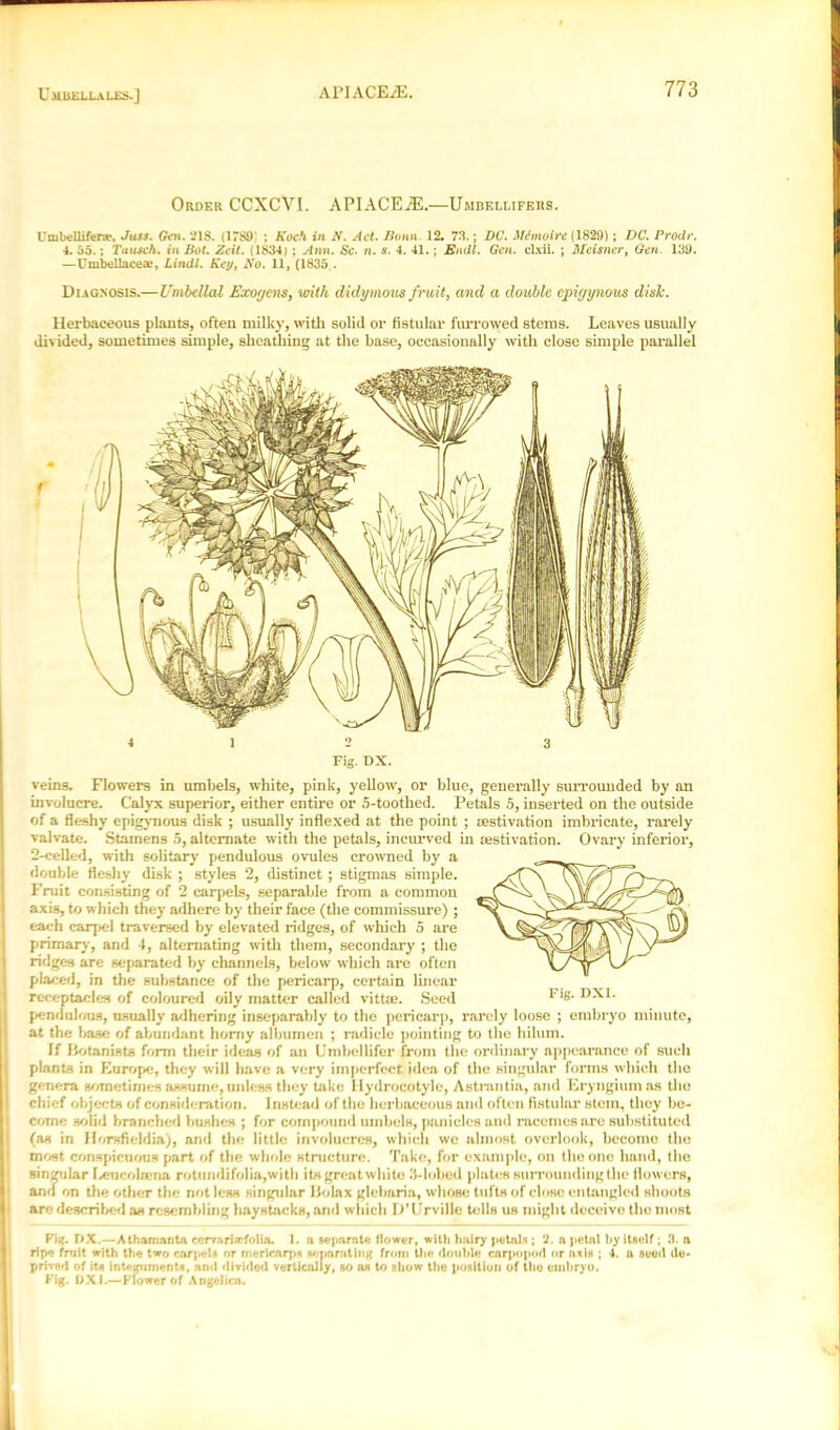 Uu BELLA U-S-] Order CCXCVI. APIACEiE.—Umbellifers. Cmbellifera?. Juss. Gen. 21$. (17S£)' ; Koch in N. Act. Bonn 12. 73.; DC. ilimolre (1829); DC. Prodr. 4. 35.; Titusch. in Dot. Zeit. (1834) ; Ann. Sc. n. s. 4. 41.; Emil. Gen. clxii. ; Meisncr, Gen. 139. —Umbellaceie, Lindt. Key, No. 11, (1835.. Diagnosis.—Umbellal Exoyens, with didymous fruit, and a double epiyynous dish. Herbaceous plants, often milky, with solid or fistular furrowed stems. Leaves usually divided, sometimes simple, sheathing at the base, occasionally with close simple parallel 4 12 3 Fig. DX. veins. Flowers in umbels, white, pink, yellow, or blue, generally surrounded by an involucre. Calyx superior, either entire or 5-toothed. Petals 5, inserted on the outside of a fleshy epigynous disk ; usually inflexed at the point ; aestivation imbricate, rarely valvate. Stamens 5, alternate with the petals, incurved in testivation. Ovary inferior, 2-ceIled, with solitary pendulous ovules crowned by a double fleshy disk ; styles 2, distinct ; stigmas simple. Fruit consisting of 2 carpels, separable from a common axis, to which they adhere by their face (the commissure) ; each carpel traversed by elevated ridges, of which 5 are primary, and 4, alternating with them, secondary ; the ridges are separated by channels, below which arc often placed, in the substance of the pericarp, certain linear receptacles of coloured oily matter called vittte. Seed pendulous, usually adhering inseparably to the pericarp, rarely loose ; embryo minute, at the base of abundant horny albumen ; radicle pointing to the hilum. If Botanists form their ideas of an Umbellifer from the ordinary appearance of such plants in Europe, they will have a very imperfect idea of the singular forms which the genera sometimes assume, unless they take 1 lydrocotyle, Astrantia, and Eryngium as the chief objects of consideration. Instead of the herbaceous and often fistular stem, they be- come solid branched bushes ; for compound umbels, panicles and racemes are substituted (as in Iforsfieldia), and the little involucres, which we almost overlook, become the most conspicuous part of the whole structure. Take, for example, on the one hand, the singular Leucohena rotnndifolia,with its great white .'i-lobed plates surroundingthe flowers, I and on the other the not less singular Bolax glebaria, whose tufts of close entangled shoots are described as resembling haystacks, and which D’Urville tells us might deceive the most Fig. DX.—Athamanta cervarirefolia. 1. a separate Bower, with hairy petals ; 2. a petal by itself; 3. a | ripe fruit with the two carpels or rnericarps separating from the double carpopod nr axis ; 4. a seed de- prived of its integuments, and divided vertically, so as to show the position of the embryo. Fig. DXI.—Flower of Angelica.