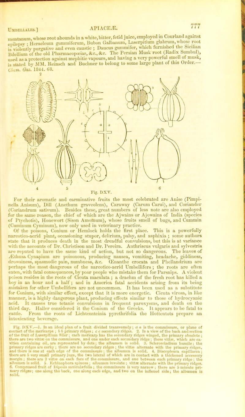 Umbellales.] APIACE/E. ^ montanum, whose root abounds in a white,bitter, fetid juice, employed in Courland against epilepsv ; Heracleum gummiferuni, Bubon Galbanum, Laserpitiuni glabrum, whose root is violently purgative and even caustic ; Daucus gummifer, which furnished the Sicilian Bdellium of the old Pharmacopoeias, &c., &c. The Persian Musk root (Radix Sumbul), useii as a pi*otection against mephitic vapours, and having a very powerful smell of musk, is stated by MM. Reinsch and Buchner to belong to some large plant of this Order.— C'/ttwi. (re-. 1844. 68. o For their aromatic and carminative fruits the most celebrated are Anise (Pimpi- nella Anisum), Dill (Anethum graveolens), Caraway (Carum Carui), and Coriander (Coriandrum sativum). Besides these, great numbers of less note are also employed for the same reason, the chief of which are the Ajwains or Ajowains of India (species of Ptychotis), Honewort (Sison Amoftium), whose fruits smell of bugs, and Cummin (Cuminum Cyminum), now only used in veterinary practice. Of the poisons, Conium or Hemlock holds the first place. This is a powerfully narcotico-acrid plant, occasioning stupor, delirium, palsy, and asphixia ; some authors state that it produces death in the most dreadful convulsions, but this is at variance with the accounts of Dr. Christison and Dr. Pereira. Anthriscus vulgaris and sylvestris are reputed to have the same kind of action, but not so dangerous. The leaves of vKthusa Cynapium are poisonous, producing nausea, vomiting, headache, giddiness, drowsiness, spasmodic pain, numbness, &c. CEnanthe crocata and Phellandrium are perhaps the most dangerous of the narcotico-acrid Umbellifers ; the roots are often eaten, with fatal consequences, by poor people who mistake them for Parsnips. A violent poison resides in the roots of Cicuta maculata ; a drachm of the fresh root has killed a boy in an hour and a half; and in America fatal accidents arising from its being mistaken for other Umbellifers are not uncommon. It has been used as a substitute for Conium, with similar effect, except that it is more energetic. Cicuta virosa, in like manner, is a highly dangerous plant, producing effects similar to those of hydrocyanic acid. It causes true tetanic convulsions in frequent paroxysms, and dcatli on the third day. Haller considered it the Conium of the Greeks. It appears to bo fatal to cattle. From the roots of Lichtensteinia pyrethrifolia the Hottentots prepare an intoxicating beverage. Fig. fiXV.—l. Is an ideal plan of a fruit divided transversely; a a is the commissure, or plane of contact of the men carps ; b b primary ridges ; c c secondary ridges, 2. is a view of the iinck and section of the frnit of Laserpitium Siler ; each mericarp has the secondary ridges winged, the primary obsolete ; | there are two vittse on the commissure, and one under cacli secondary ridge ; these vittiL', which are ca- vities containing oil, are represented by dots; the albumen is solid. 3. Scleroscindium huinilo; the primary ridges are corky ; there are no secondary ridges ; the vittic alternate with tho primary ridges, I aral there is one at each edge of the commissure; the albumen is Bolld. 4. Discopieura capiilacea ; there are 5 very small primary }ugn, the two lateral of which nre in contact with a thickened accessory margin ; there are 2 vittre on each face of the commissure, and one between cacli primary ridge; tho I albumen is solid. 5. Krhiuophora spinosar albumen involute ; vlttae alternate witli the primary ridges. 6. Compressed fruit of Liposis sanicuia-folia ; the commissure is very narrow ; there are 5 minute pri- i roary ridges-, one along the back, one along each edge, aud two on the indexed side; tho albumen is