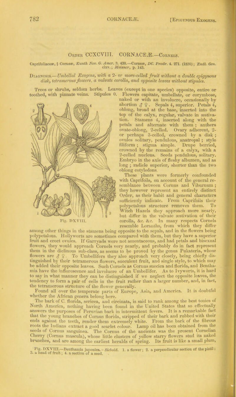 Order CCXCVIII. CORNACEiE.—Cornels. Caprifolincese, § Cornea;, Kunlh Nov. G. Amcr. 3. 430.—Cornea:, DC. Prodr. 4. 271. (1830); Endl. Gen. clxv.; Meisncr, p. 143. Diagnosis.—Umbellal Exogens, with a 2- or more-ccllecl fruit without a double epigynous disk, tetramerous flowers, a valvate corolla, and opposite leaves without stipules. Trees or shrubs, seldom herbs. Leaves (except in one species) opposite, entire or toothed, with pinnate veins. Stipules 0. Flowers capitate, umbellate, or corymbose, naked or with an involucre, occasionally by abortion $ . Sepals 4, superior. Petals 4, oblong, broad at the base, inserted into the top of the calyx, regular, valvate in aestiva- tion. Stamens 4, inserted along with the petals and alternate with them ; anthers ovate-oblong, 2-celled. Ovary adherent, 2- or perhaps 3-cellod, crowned by a disk ; ovules solitary, pendulous, anatropal ; style filiform ; stigma simple. Drupe berried, crowned by the remains of a calyx, with a 2-celled nucleus. Seeds pendulous, solitary. Embryo in the axis of fleshy albumen, and as long ; radicle superior, shorter than the two oblong cotyledons. These plants were formerly confounded with Caprifoils, on account of the general re- semblance between Cornus and Viburnum ; they however represent an entirely distinct Order, as their habit and general characters sufficiently indicate. From Caprifoils their polypetalous structure removes them. To Witch Hazels they approach more nearly, but differ in the valvate aestivation of their Fig. nxvm. corolla, &c. &c. In many respects Cornels resemble Loranths, from which they differ among other things in the stamens being opposite to the sepals, and in the flowers being polypetalous. Hollyworts arc sometimes compared with them, but they have a superior fruit and erect ovules. If Garryads were not amentaceous, and had petals and bisexual flowers, they would approach Cornels very nearly, and probably do in fact represent them in the diclinous sub-class, as seems to be proved by the genus Pukateria, whose flowers are !j> • To Umbellifers they also approach very closely, being chiefly dis- tinguished by their tetramerous flowers, succulent fruit, and single style, to which may be added their opposite leaves. Such Cornels as Cornus suecica and florida, and Bentha- mia have the inflorescence and involucre of an Umbellifer. As to I vyworts, it is hard to say in what manner they can be distinguished if we neglect the opposite leaves, the tendency to form a pair of cells in the fruit rather than a lavger number, and, in fact, the tetramerous structure of the flower generally. Found all over the temperate parts of Europe, Asia, and America. It is doubtful whether the African genera belong here. The bark of C. florida, sericea, and eircinata, is said to rank among the best tonics of North America, nothing having been found in the United States that so effectually answers the purposes of Peruvian bark in intermittent fevers. It is a remarkable fact that the young branches of Comus florida, stripped of their bark and rubbed with their ends against the teeth, render them extremely white. From the bark of the fibrous roots the Indians extract a good scarlet colour. Lamp oil has been obtained from the seeds of Cornus sanguinea. The Cornus of the ancients was the present Cornelian Cherry (Cornus mascula), whose little clusters of yellow starry flow'ers stud its naked branches, and are among the earliest heralds of spring. Its fruit is like a small plum, Fig. DXVIH.—Beutlinmia japonica. - Siebold. 1. a flower; 2. a perpendicular section of the pistil; 3. a head of fruit; 4. a section of a seed.