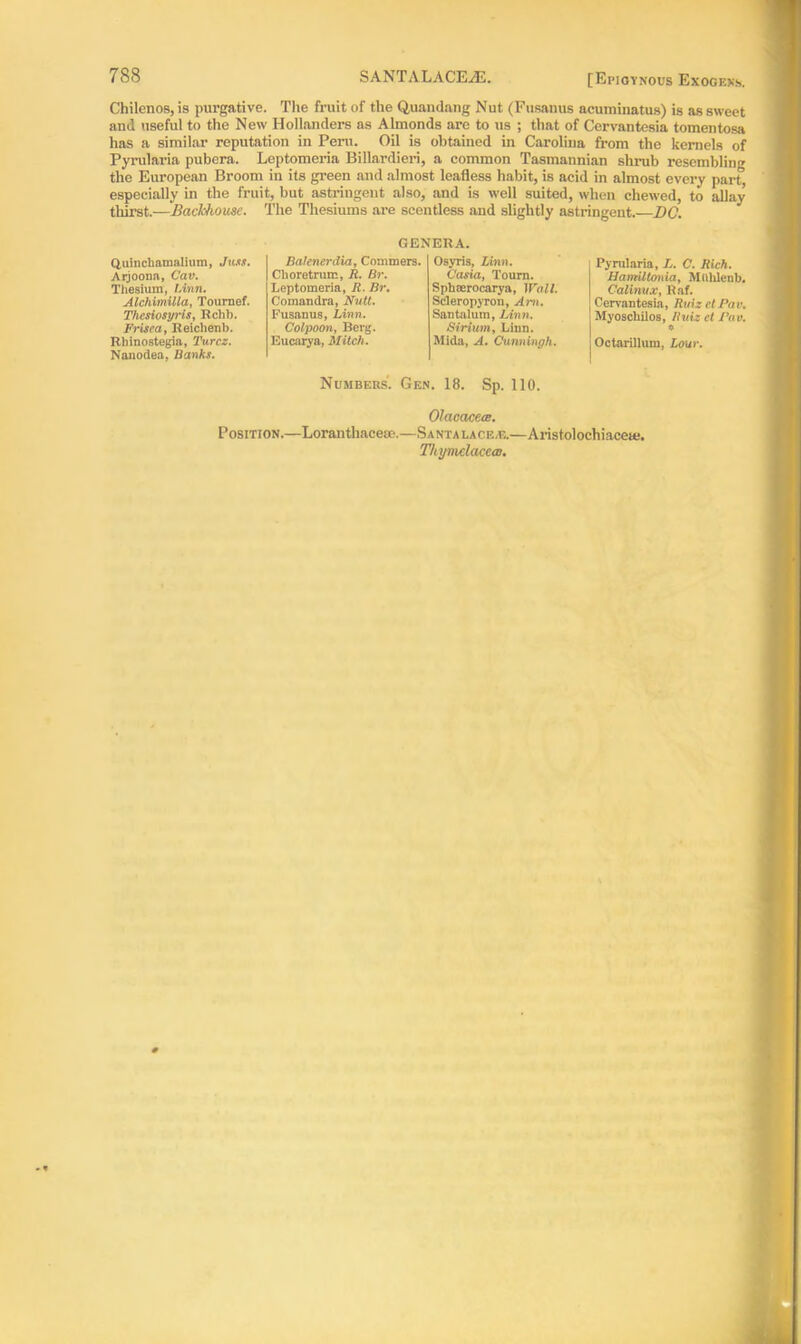 Chilenos, is purgative. The fruit of the Quandang Nut (Fusanus acuminatus) is as sweet and useful to the New Hollanders as Almonds are to us ; that of Cervantesia tomentosa has a similar reputation in Peru. Oil is obtained in Carolina from the kernels of Pyrularia pubera. Leptomeria Billardieri, a common Tasmatmian shrub resembling the European Broom in its green and almost leafless habit, is acid in almost every part, especially in the fruit, but astringent also, and is well suited, when chewed, to allay thirst.—Backhouse. The Thesiums are scentless and slightly astringent.—DC. GENERA. Quinchamalitim, Just. Arjoona, Cav. Thesium, t.inn. Balenerdia, Coaimers. Osyris, Linn. Pyrularia, L. C. Rich. Choretrum, R. Br. Vasia, Toum. HamUtonia, Mlililenb. Calinux, Raf. Leptomeria, R. Br. Sptaeerocarya, Wall. Alchimilla, Tournef. Thcsiosyris, Rchb. Comandra, Nutt. Scleropyron, Am l’usanus, Lirni. Santalum, Linn. Cen'antesia, Ruiz el Pan. Myoscliilos, Ruiz ct I'av. Frisea, Reiclienb. Rhinostegia, Turcz. Nanodea, Banks. Colpoon, Berg. Sirium, Linn. * Eucarya, Mitch. Mida, A. Cunningh. Octarillum, Lour. Numbers'. Gen. 18. Sp. 110. Olacacets. Position.—Loranthaceae.—Santa lace,e.—Aristolochiaceie. ThymelacecB.