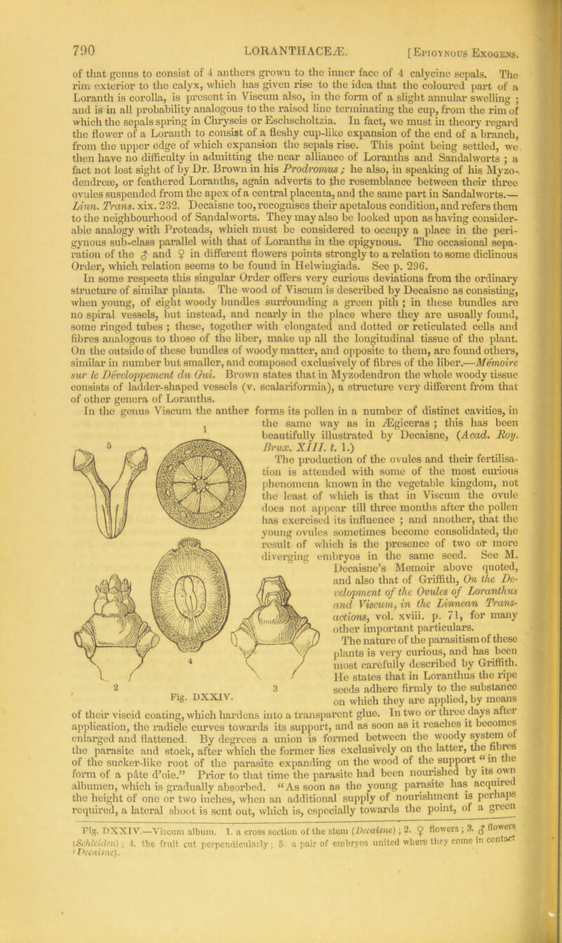 of that genus to consist of 4 anthers grown to the inner face of 4 calycinc sepals. The rim exterior to the calyx, which has given rise to the idea that the coloured part of a Lorauth is corolla, is present in Viscum also, in the form of a slight annular swelling ; and is in all probability analogous to the raised line terminating the cup, from the rim of which the sepals spring in Chryseis or Eschscholtzia. In fact, we must in theory regard the flower of a Lorauth to consist of a fleshy cup-like expansion of the end of a branch, from the upper edge of which expansion the sepals rise. This point being settled, we then have no difficulty in admitting the near alliance of Loranths and Sandalworts ; a fact not lost sight of by Dr. Brown in his Prodromus ; he also, in speaking of his Myzo- dendrem, or feathered Loranths, again adverts to the resemblance between then’ three ovules suspended from the apex of a central placenta, and the same part in Sandalworts.— Linn. Trans, xix. 232. Deeaisne too, recognises their apetalous condition, and refers them to the neighbourhood of Sandalworts. They may also be looked upon as having consider- able analogy with Proteads, which must be considered to occupy a place hi the peri- gynous sub-class parallel with that of Loranths in the epigynous. The occasional sepa- ration of the $ and $ in different flowers points strongly to a relation to some diclinous Order, which relation seems to be found in Helwingiads. See p. 296. In some respects this singular Order offers very curious deviations from the ordinary structure of similar plants. The wood of Viscum is described by Deeaisne as consisting, when young, of eight woody bundles surrounding a given pith ; in these bundles nre no spiral vessels, but instead, and nearly in the place where they are usually found, some ringed tubes ; these, together with elongated and dotted or reticulated cells and fibres analogous to those of the liber, make up all the longitudinal tissue of the plant On the outside of these bundles of woody matter, and opposite to them, are found others, similar in number but smaller, and composed exclusively of fibres of the liber.—Memoire sur Ic Developpemmt du Old. Brown states that in Myzodendron the whole woody tissue consists of ladder-shaped vessels (v. sealariformia), a structure very different from that of other genera of Loranths. In the genus Viscum the anther forms its pollen in a number of distinct cavities, in , the same way as in /Egiceras ; this has been beautifully illustrated by Deeaisne, (Acad. Roy. lirux. XIII. 1. 1.) The production of the ovules and their fertilisa- tion is attended with some of the most curious phenomena known in the vegetable kingdom, not the least of which is that in Viscum the ovule does not appear till three months after the pollen has exercised its influence ; and another, that the young ovules sometimes become consolidated, the result of which is the presence of two or more diverging embryos in the same seed. See M. Decaisne’s Memoir above quoted, and also that of Griffith, On tlie De- velopment of the Ovules of Loranlhus and Viscum, in the Liwncan Trans- actions, vol. xviii. p. 71, for many other important particulars. The nature of the parasitism of these plants is very curious, and has been most carefully described by Griffith. He states that hi Lorantlius the ripe seeds adhere firmly to the substance on which they are applied, by means of their viscid coating, which hardens into a transparent glue. In two or three days after application, the radicle curves towards its support, and as soon as it reaches it becomes enlarged and flattened. By degrees a union is formed between the woody system of the parasite and stock, after which the former lies exclusively on the latter, the fibres of the sucker-like root of the parasite expanding on the wood of the support “in the form of a pate d’oie.” Prior to that time the parasite had been nourished by its own albumen, which is gradually absorbed. “As soon as the young parasite has acquirei the height of one or two inches, when an additional supply of nourishment is perhaps required, a lateral shoot is sent out, which is, especially towards the point, of a gieen Fig. DXXIV. Fig. nxxiv.—Viscum album. 1. a cross section of the stem (Deeaisne); 2. <j> flowers; 3. flowers [Schlcith’n); t. the fruit cut perpendicularly; 5. n pair of embryos united where they come in cent > Vccaisne).