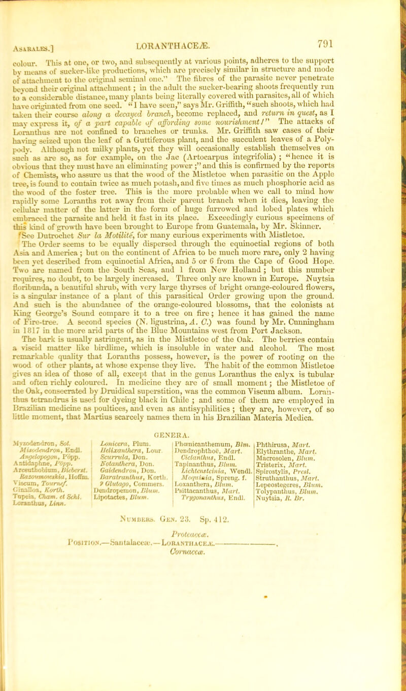 colow. This at one, or two, and subsequently at various points, adheres to the support bv means of sucker-like productions, which are precisely similar in structure and inode of attachment to the original seminal one.” The fibres of the parasite never penetrate bevond their origiiud attachment; in the adult the sucker-bearing shoots frequently run to a considerable distance, many plants being literally covered with parasites, all of which have originated from one seed. ’’ 1 have seen,” says Mr. Griffith, “such shoots, which had taken their course along a decayed branch, become replaced, and return in quest, as I may express it, of a part capable of affording some nourishment / ” The attacks of Loranthus are not confined to branches or trunks. Mr. Griffith saw cases of their having seized upon the leaf of a Guttiferous plant, and the succulent leaves of a Poly- pody. Although not milky plants, yet they will occasionally establish themselves on such as are so, as for example, on the Jac (Artocarpus integrifolia) ; “hence it is obvious that they must have an eliminating powerand this is confirmed by the reports of Chemists, who asswe us that the wood of the Mistletoe when parasitic on the Apple tree, is found to contain twice as much potash, and five times as much phosphoric acid as the wood of the foster tree. This is the more probable when we call to mind how rapidly some Loranths rot away from their parent branch when it dies, leaving the cellular matter of the latter in the form of huge furrowed and lobed plates which embraced the parasite and held it fast in its place. Exceedingly ewious specimens of this kind of growth have been brought to Ewope from Guatemala, by Mr. Skinner. fSee Dutrochet Sur la Motilite, for many curious experiments with Mistletoe. The Order seems to be equally dispersed through the equinoctial regions of both Asia and America ; but on the continent of Africa to be much more rare, only 2 having been yet described from equinoctial Africa, and 5 or 6 from the Cape of Good Hope. Two are named from the South Seas, and 1 from New Holland ; but this number requires, no doubt, to be largely increased. Three only are known in Ewope. Nuytsia floribunda, a beautiful shrub, with very large thyrses of bright orange-coloured flowrers, is a singular instance of a plant of this parasitical Order growing upon the ground. And such is the abundance of the orange-colowed blossoms, that the colonists at King George’s Sound compare it to a tree on fire; hence it has gained the name of Fire-tree. A second species (N. ligustrina, A. C.) was found by Mr. Cunningham in 1817 in the more arid parts of the Blue Mountains west from Port Jackson. The bark is usually astringent, as in the Mistletoe of the Oak. The berxies contain a viscid matter like birdlime, which is insoluble in water and alcohol. The most remarkable quality that Loranths possess, howevei’, is the power of rooting on the wood of other plants, at whose expense they live. The habit of the common Mistletoe gives an idea of those of all, except that in the genus Loranthus the calyx is tubular and often richly colowed. In medicine they are of small moment; the Mistletoe of the Oak, consecrated by Druidical supei-stition, was the common Viscum album. Loi’an- thus tetrandrus is used for dyeing black in Chile ; and some of them are employed in Brazilian medicine as poultices, and even as antisyphilitics ; they are, howevei’, of so little moment, that Martins scarcely names them in his Brazilian Materia Medica. GENERA. Phthirusa, Mart. Elythranthe, Mart. Macrosolen, Blum. Tristem, Mart. Spirostylis, Brest. Strutliaiitlius, Mart. Lepeostogores, Blum. Tolypanthus, Blum. Nuytsia, It Br. Nlmdkks. Gen. 23. Sp. 412. Protcacc<c. Position.—.Santalaceic.—Lorantiiace.e. Cornaccat. Myzodendron, Sol. Misodondren, Endl. Angelopogan, Popp. Antidaphne, Popp. Arcenthobium, Bubertl. lOiz.i'nntrnkia, lioffm. Viscum, Tourmf. Ginalloa, Kearth. Tnpeia, Cham, el Schl. Loranthus, Linn. Lonicera, Plum. Belixant/iera, Lour Scumtla, Von. Kolanthera, Don. Gaidmdron, Don. Baratrunthus, Kortli. j '/ Glutago, Commers. i Deudropetnon, Blum. Lipotactea, Blum. Plicenicanthemum, Blm. Dendrophthoi.1, Mart. Ciclanthus, Endl. Tapinanthus, Blum, i.ichtcnstcinia, Wondl. Moquiaia, Spreng. f. Loxanthera, Blum. Psittacanthus, Mart. Trygonanthus, Endl.