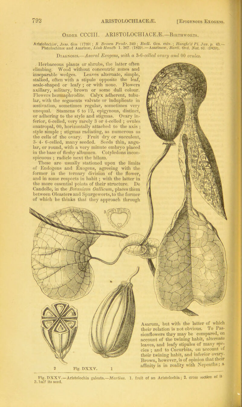 Order CCCIII. ARISTOLOCH1ACE7E.—Birthworts. Aristolochirc, Joss. Gen (1783); H Brown Prodr. 349 ; Endl. Gen. cxiv.; Hortfie'd PI. Jav. p. 43.— Pistolocliimc and Asnrimc, Link Handb 1. 3(>7. (1829).—Asnrinefe, Vartl. Ord. 2fat. 81 (1-830). Diagnosis.—A saved Exogens, with a 3-6-celled ovary and 00 ovules. Herbaceous plants or sbrubs, tlie latter often climbing. Wood without concentric zones and inseparable wedges. Leaves alternate, simple, stalked, often with a stipule opposite the leaf, scale-shaped or leafy ; or with none. Flowers axillary, solitary, brown or some dull colour. Flowers hermaphrodite. Calyx adherent, tubu- lar, with the segments valvate or induplicate in sestivation, sometimes regular, sometimes very unequal. Stamens 6 to 12, epigynous, distinct, or adhering to the style and stigmas. Ovary in- ferior, 6-celled, very rarely 3 or 4-celled ; ovules nnatropal, 00, horizontally attached to the axis ; style simple ; stigmas radiating, as numerous as the cells of the ovary. Fruit dry or succulent, 3- 4- 6-celled, many seeded. Seeds thin, angu- lar, or round, with a very minute embryo placed in the base of fleshy albumen. Cotyledons incon- spicuous ; radicle next the hilum. These are usually stationed upon the limits of Endogens and Exogens, agreeing with the former in the ternary division of the flower, and in some respects in habit; with the latter in the more essential points of their structure. Dc Candolle, in the Botanicon Oallicum, places them between Oleasters and Spurgcworts,to the former of which he thinks that they approach through Asarum, but with the latter of which their relation is not obvious. To Pas- sionflowers they may be compared, on account of the twining habit, alternate leaves, and leafy stipules of many spe- cies ; and to Cucurbits, on account of their twining habit, and inferior ovary. Brown, however, is of opinion that their affinity is in reality with Nepenths: a Fig. DXXV. 1 Fig. T)XX V.—Aristolocliia 3. liatf its seed. galea tn.—Martins. 1. fruit of an Aristolochin; 2. cross iection ol it