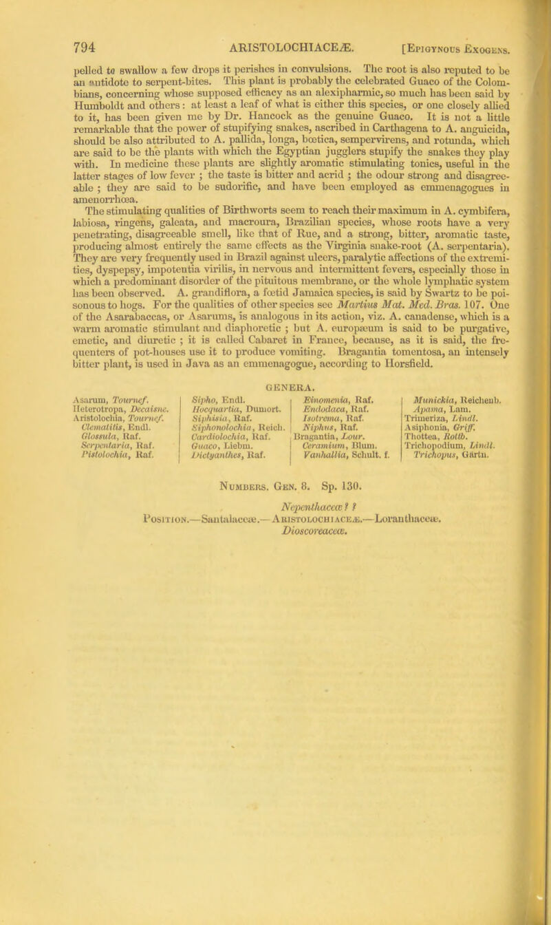 pelled to swallow a few drops it perishes in convulsions. The root is also reputed to be an antidote to serpent-bites. This plant is probably the celebrated Guaco of the Colom- bians, concerning whose supposed efficacy as an alexipharmic, so much has been said by Humboldt and others: at least a leaf of what is cither this species, or one closely allied to it, has been given me by Dr. Hancock as the genuine Guaco. It is not a little remarkable that the power of stupifying snakes, ascribed in Carthagcna to A. auguicida, should be also attributed to A. pallida, longa, bootica, sempervirens, and rotunda, which are said to bo th’e plants with which the Egyptian jugglers stupify the snakes they play with. In medicine these plants are slightly aromatic stimulating tonics, useful in the latter stages of low fever ; the taste is bitter and acrid ; the odour strong and disagree- able ; they are said to be sudorific, and have been employed as emmenagogues in amenorrheea. The stimulating qualities of Birthworts seem to reach their maximum in A. cymbifera, labiosa, ringehs, galoata, and macroura, Brazilian species, whose roots have a very penetrating, disagreeable smell, like that of Rue, and a strong, bitter, aromatic taste, producing almost entirely the same effects as the Virginia snake-root (A. serpentaria). They are very frequently used iu Brazil against ulcers, paralytic affections of the extremi- ties, dyspepsy, impotentia virilis, in nervous and intermittent fevers, especially those in which a predominant disorder of the pituitous membrane, or the whole lymphatic system has been observed. A. grandiflora, a foetid Jamaica species, is said by Swartz to be poi- sonous to hogs. For the qualities of other species see Martins Mai. Med. Bras. 107. One of the Asarabaccas, or Asarums, is analogous in its action, viz. A. canadeuse, which is a warm aromatic stimulant and diaphoretic ; but A. europmum is said to bo purgative, emetic, and diuretic ; it is called Cabaret in France, because, as it is said, the fre- quenters of pot-houses use it to produce vomiting. Bragantia tomentosa, an intensely bitter plant, is used hi Java as an enunenagogue, according to Ilorsfield. Asaruni, Tourncf. Heterotropa, Dccaisnc. Aristolochia, Tounief. ClcmatitU, Endl. Glossula, Raf. Serpentaria, Raf. PUtolochia, Raf. GENERA. Sipho, Endl. i Einomenia, Raf. Hocquartia, Dumort. Endodaca, Raf. Siphisia, Raf. j Isutremu, Raf. Siphomlochia, Reich, j Niphus, Raf. Cardiolochia, Raf. Urngnntin, Lour. Guaco, Liebrn. I Ceramium, Blum. Diclyanthcs, Raf. j Vanhallia, Scliult. f. Munickia, Reiclieub. Apama, Earn. Trimeriza, Lindt. Asiphonia, Griff. Thottea, llottb. Trichopodium, Lindt. Trichopus, Giirtu. Numbers. Gen. 8. Sp. 130. Nepenthaccai t ? Position.—Santalaceee.—Ahibtolochiacea;.—Loranthacete. Dioscoreaceas.