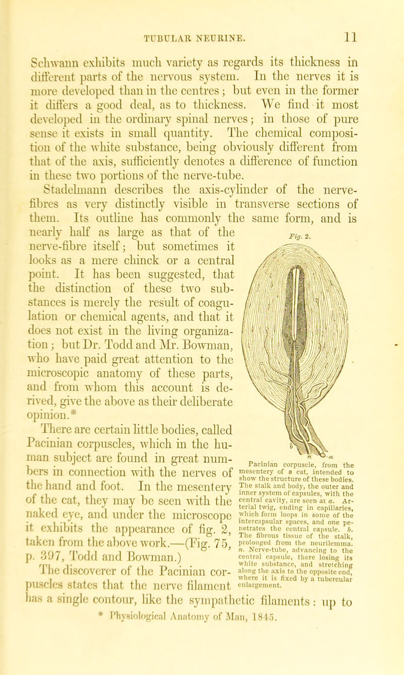 Fig. 2. Schwann exhibits much variety as regards its thickness in different parts of the nervous system. In the nerves it is more developed than in the centres; but even in the former it differs a good deal, as to thickness. We find it most developed in the ordinary spinal nerves; in those of pure sense it exists in small quantity. The chemical composi- tion of the white substance, being obviously different from that of the axis, sufficiently denotes a difference of function in these two portions of the nerve-tube. Stadelmann describes the axis-cylinder of the nerve- fibres as very distinctly visible in transverse sections of them. Its outline has commonly the same form, and is nearly half as large as that of the nerve-fibre itself; but sometimes it looks as a mere cliinck or a central point. It has been suggested, that the distinction of these two sub- stances is merely the result of coagu- lation or chemical agents, and that it does not exist in the living organiza- tion ; but Dr. Todd and Mr. Bowman, who have paid great attention to the microscopic anatomy of these parts, and from whom this account is de- rived, give the above as their deliberate opinion.* There are certain little bodies, called Pacinian corpuscles, which in the hu- man subject are found in great num- „ . . •, •' . -11° Pacinian corpuscle, from the oers in connection With the nerves of mesentery of a cat, intended to ,1 . 1 show the structure of these bodies. the hand and foot. In the mesenferv The stalk and body, the outer and f , , .. . j inner system of capsules, with the oi the cat, they may be seen with the fe”hal c.avity-are st'en at «• Ar- i i i,i • terial twig, ending in capillaries, naked eye, and under the microscope it exhibits the appearance of fig. 2, taken from the above work.—(Pig. 75, p. 397, Todd and Bowman.) ... rm v ,. . -p, \ . white substance, and stretching i he discoverer of the i aciman cor- ai°ng the axis to the opposite end, _ i ... , here it is fixed hy a tubercular puscles states that the nerve filament enlargement, has a single contour, like the sympathetic filaments : up to * Physiological Anatomy of Man, 1845. which form loops in some of the intercapsular spaces, and one pe- netrates the central capsule, b. The fibrous tissue of the stalk, prolonged from the neurilemma. n. Nerve-tube, advancing to tile central capsule, there losing its