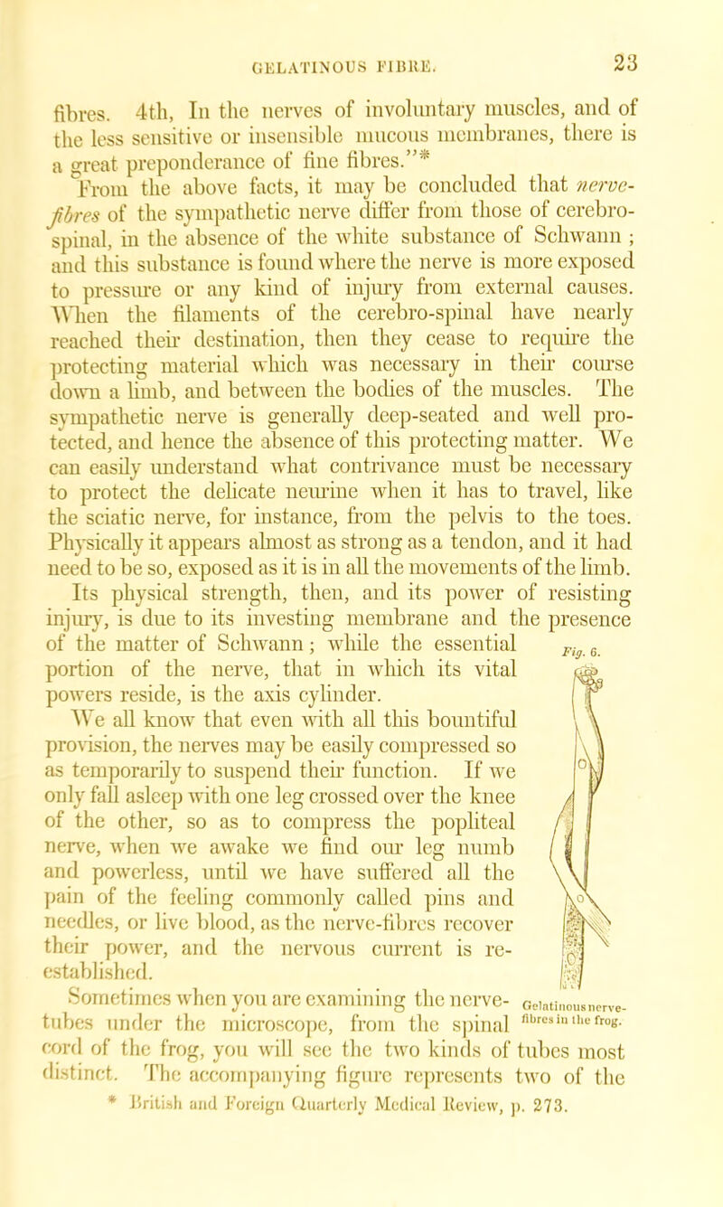 fibres. 4th, In the nerves of involuntary muscles, and of the less sensitive or insensible mucous membranes, there is a great preponderance of fine fibres.”* From the above facts, it may be concluded that nerve- jib res of the sympathetic nerve differ from those of cerebro- spinal, in the absence of the white substance of Schwann ; and this substance is found where the nerve is more exposed to pressure or any kind of injury from external causes. “When the filaments of the cerebro-spinal have nearly reached their destination, then they cease to require the protecting material which was necessary in their course down a limb, and between the bodies of the muscles. The sympathetic nerve is generally deep-seated and well pro- tected, and hence the absence of this protecting matter. We can easily understand what contrivance must be necessary to protect the delicate neurine when it has to travel, like the sciatic nerve, for instance, from the pelvis to the toes. Physically it appears almost as strong as a tendon, and it had need to be so, exposed as it is in all the movements of the limb. Its physical strength, then, and its power of injury, is due to its investing membrane and the of the matter of Schwann; while the essential portion of the nerve, that in which its vital powers reside, is the axis cylinder. We all know that even with all this bountiful provision, the nerves may be easily compressed so as temporarily to suspend their function. If we only fall asleep with one leg crossed over the knee of the other, so as to compress the popliteal nerve, when we awake we find our leg numb and powerless, until we have suffered all the pain of the feeling commonly called pins and needles, or live blood, as the nerve-fibres recover their power, and the nervous current is re- established. Sometimes when you are examining the nerve- tubes under the microscope, from the spinal cord of the frog, you will see the two kinds of tubes most distinct. The accompanying figure represents two of the * British and Foreign Quarterly Medical Review, j>. 273. resisting presence Fig. 6. Gelatinous nerve- fibres in the frog.