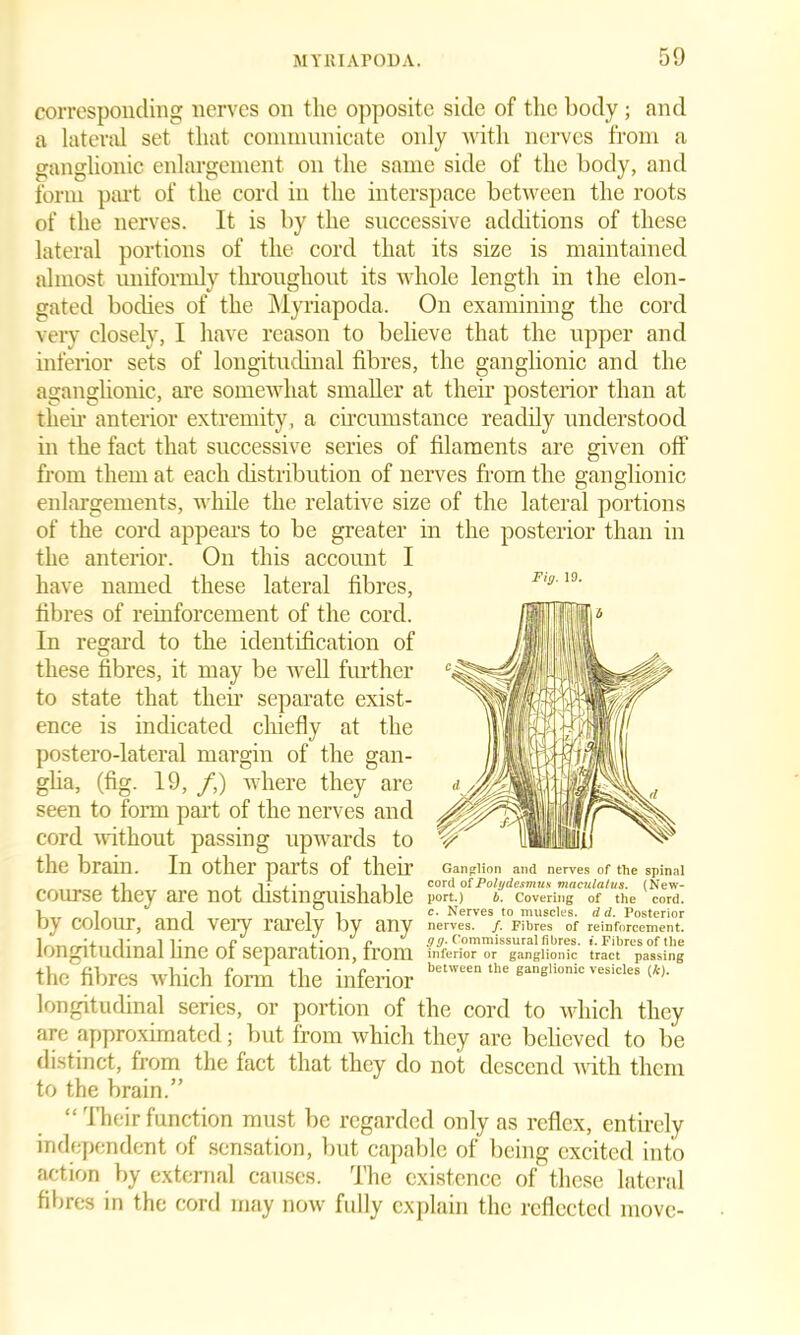 Fig. 19. corresponding nerves on the opposite side of the body; and a lateral set that communicate only with nerves from a ganglionic enlargement on the same side of the body, and form part of the cord in the interspace between the roots of the nerves. It is by the successive additions of these lateral portions of the cord that its size is maintained almost uniformly throughout its whole length in the elon- gated bodies of the Myriapoda. On examining the cord very closely, I have reason to believe that the upper and inferior sets of longitudinal fibres, the ganglionic and the aganglionic, are somewhat smaller at their posterior than at then- anterior extremity, a circumstance readily understood in the fact that successive series of filaments are given off from them at each distribution of nerves from the ganglionic enlargements, while the relative size of the lateral portions of the cord appears to be greater in the posterior than in the anterior. On this account I have named these lateral fibres, fibres of reinforcement of the cord. In regard to the identification of these fibres, it may be well further to state that their separate exist- ence is indicated chiefly at the postero-lateral margin of the gan- glia, (fig. 19, /,) where they are seen to form part of the nerves and cord without passing upwards to the brain. In other parts of their Ganglion and nerves of the spinal , 1 , v j • -rir cord ofPolydesmutt maculatus. (Nerv- course they are not distinguishable port.) *. covering of the cord. r 1 1 1 1 c. Nerves to muscles, d d. Posterior by colour, and very rarely by any nerves. /. Fibres of reinforcement, longitudinal line of separation, from inferior or ganglionic tract passing the fibres which form the inferior the vesicles (*,. longitudinal series, or portion of the cord to which they are approximated; but from which they are believed to be distinct, from the fact that they do not descend with them to the brain.” “ Their function must be regarded only as reflex, entirely independent of sensation, but capable of being excited into action by external causes. The existence of these lateral fibres in the cord may now fully explain the reflected move-