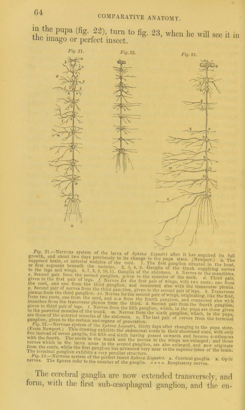 COMPARATIVE ANATOMY. the imS? n ^ tUm+ to fig’ 23’ wllcn lie wil1 see il in tne imago or perfect insect. i- “• -r branches from the transverse plexus from Ihe third /,• Second nair Worn th0I1feCt^h 3 S° «llh (Fmm NewpmtV^^d™ thirty days after changing to the pupa state, five tostead of seven eaneH- f S££‘blt! theib<lominal cords their shortened state, with only Avitlwhe fm.rth T e i ’•thP,,lftllandslxth having passed onwards and become continuous nerves'which1 in the lana •*?,“ ad ?' nV t0 the ™6a are enlarged ;“and hose from the cords while thL firsf ^n ! P soc? ganglion, are also enlarged, and now originate The ‘ , ,st eangl on has advanced very near to the superior lobes of the brain The terminal ganglion exhibits a very peculiar structure. ne^es^^Th^^ffures^frVtnHi1*16 perfeot 'spot Sphinx Ligiutri. A. Cerebral ganglia, b. Optic erves. Ihe figures lefer to the number of the ganglia, o o o o. Respiratory nerves. Fig. 22. Fig. 21. The cerebral ganglia are now extended transversely, and form, with the first sub-cesophageal ganglion, and the en-