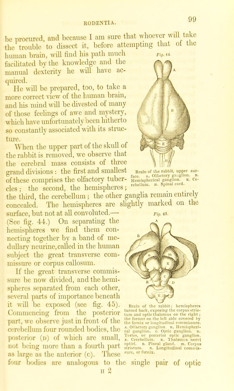 Fig. 44- be procured, end because I am sure that whoever will take the trouble to dissect it, before attempting that ot the human brain, will find his path much facilitated by the knowledge and the manual dexterity lie will have ac- quired. He will be prepared, too, to take a more correct view of the human brain, and his mind will be divested of many of those feelings of awe and mystery, which have unfortunately been hitherto so constantly associated with its struc- ture. When the upper part of the skull of the rabbit is removed, we observe that the cerebral mass consists of three errand divisions : the first and smallest Brain of the rabbit, upper 6Ur- O • ,1 ir X , 1 face. A. Olfactory ganglion, b. ot these comprises the oilactory tuber- Hemispherical ganglion, e. ce- des ; the second, the hemispheres; rebell“m' Splalc . the third, the cerebellum; the other ganglia remain entirely concealed. The hemispheres are slightly marked on the surface, but not at all convoluted.— (See fig. 44.) On separating the hemispheres we find them con- necting together by a band of me- dullary neurine, called in the human subject the great transverse com- missure or corpus callosum. If the great transverse commis- sure be now divided, and the hemi- spheres separated from each other, several parts of importance beneath it will be CXpOSed (see fig- 4o). Brain of the rabbit; hemispheres Commencing from the posterior [“^StticSaZironZ'l.giT: part, we observe just in front of the 1 e ).1 iludina 1T1 ur’ey. cerebellum four rounded bodies, the posterior (d) of which are small, ,v„„..Uu commissure. a. Olfactory ganglion n. Hemispheri- cal ganglion, c. Optic ganglion, d. Testes, or posterior optic ganglion. , N , , £. Cerebellum, k. Thalamus nervi not being more than a fourth part SaL,” as large as the anterior (c). These l,ua‘’orformx- four bodies are analogous to the single pair of optic H 2