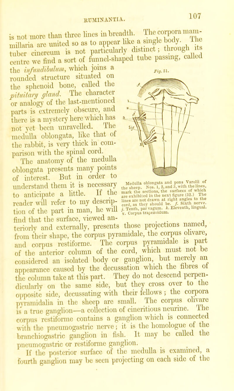is not more than three lines in breadth. The corpora mam- millaria are united so as to appear like a single body, tuber cinereum is not particularly distinct; tlnough it centre we find a sort of funnel-shaped tube passing, called the infundibulum, which joins a Fig. si. rounded structure situated on the sphenoid bone, called the pituitary yland. The character or analogy of the last-mentioned parts is extremely obscure, and there is a mystery here which has not yet been unravelled. The medulla oblongata, like that of the rabbit, is very thick in com- parison with the spinal coicl. The anatomy of the medulla oblongata presents many points of interest. But in order to understand them it is necessaiy to anticipate a little. If the reader will refer to my descrip- tion of the part in man, he will find that the surface, viewed an- . . teriorly and externally, presents those projections named, from their shape, the corpus pyramidale, the corpus olivare and corpus restiforme. The corpus pyramidale is part of the anterior column of the cord, which must not be considered an isolated body or ganglion, but merely an appearance caused by the decussation which the fibres of the column take at this part. They do not descend perpen- dicularly on the same side, but they cross over to the opposite side, decussating until their fellows ; the corpora pvramidalia in the sheep are small. The corpus olivare is a true ganglion—a collection of cineritious neuiine. I he corpus restiforme contains a ganglion which is connected with the pneumogastric nerve; it is the homologue of the branchiogastric ganglion in fish. It may be called the pneumogastric or restiforme ganglion. If the posterior surface of the medulla is examined, a fourth ganglion may be seen projecting on each side of the Medulla oblongata and pons Varoln of the sheep. Nos. 1, 2, and 3, with the lines, mark the sections, the surfaces of which are exhibited in the next figure (52.) The lines are not drawn at right angles to the cord, as they should be. /. Sixth nerve. j. Tenth, par vagum. k. Eleventh, lingual. y. Corpus trapezuidum.
