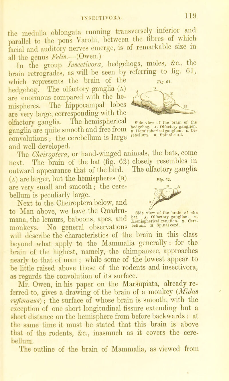 1NSECT1VORA. 11!) tlie 61, Fig. 61. Side view of the brain of the hedgehog, a. Olfactory ganglion. b. Hemispherical ganglion, e. Ce- rebellum. n. Spinal cord. the medulla oblongata running transversely inferior and parallel to the pons Varolii, between the fibres of which facial and auditory nerves emerge, is of remarkable size in all the genus Felts.—(Owen.) In the group Insectivora, hedgehogs, moles, &c., brain retrogrades, as will be seen by referring to fig. which represents the brain of the hedgehog. The olfactory ganglia (a) are enormous compared with the he- mispheres. The hippocampal lobes are very large, corresponding with the olfactory ganglia. The hemispherical ganglia are quite smooth and free from convolutions ; the cerebellum is large and well developed. The Cheiroptera, or hand-winged animals, the bats, come next. The brain of the bat (fig. 62) closely resembles in outward appearance that of the bird. The olfactory ganglia (a) are larger, but the hemispheres (b) Fi9.62. are very small and smooth ; the cere- bellum is peculiarly large. Next to the Cheiroptera below, and to Man above, we have the Quadru- mana, the lemurs, baboons, apes, and monkeys. No general observations will describe the characteristics of the brain in this class beyond what apply to the Mammalia generally : for the brain of the highest, namely, the chimpanzee, approaches nearlv to that of man ; while some of the lowest appear to be little raised above those of the rodents and insectivora, Side view of the brain of the bat. a. Olfactory ganglion, b. Hemispherical ganglion, e Cere- bellum. h. Spinal cord. as regards the convolution of its surface. Mr. Owen, in his paper on the Marsupiata, already re- ferred to, gives a drawing of the brain of a monkey (Midas rvfimanvs); the surface of whose brain is smooth, with the exception of one short longitudinal fissure extending but a short distance on the hemisphere from before backwards : at the same time it must be stated that this brain is above that of the rodents, &c., inasmuch as it covers the cere- bellum. 'The outline of the brain of Mammalia, as viewed from