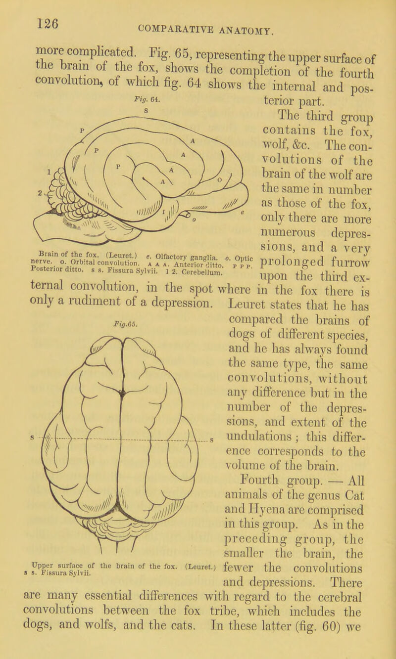 COMPARATIVE ANATOMY. r*,Fig',65, rePresenting the uppct surface of the biain of the fox, shows the completion of the fourth convolution, of which fig. 64 shows the internal and pos- Fis-terior part. The third group contains the fox, wolf, &c. The con- volutions of the brain of the wolf are the same in number as those of the fox, only there are more numerous depres- sions, and a very nerve.' Orb: ta? con volution. prolonged flllTOW Postenor ditto. s s. Fissura SylviS. 1 2. Cerebellum. ' third ex- ternal convolution, in the spot where in the fox there is only a rudiment of a depression. Leuret states that he has Fig.6s, compared the brains of dogs of different species, and he has always found the same type, the same convolutions, without any difference but in the number of the depres- sions, and extent of the ..s undulations; this differ- ence corresponds to the volume of the brain. Fourth group. — All animals of the genus Cat and Hyena are comprised in this group. As in the preceding group, the smaller the brain, the (Leuret.) fewer the convolutions and depressions. There are many essential differences with regard to the cerebral convolutions between the fox tribe, which includes the dogs, and wolfs, and the cats. In these latter (fig. 60) we Upper surface of the brain of the fox s s. Fissura Sylvii.