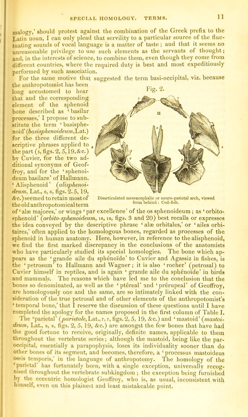 nialogy,’ should protest against the combination of the Greek prefix to the Latin noun, I can only plead that servility to a particular source of the tluc- tuating sounds of vocal language is a matter of taste ; and that it seems no unreasonable privilege to use such elements as the servants of thought; and, in the interests of science, to combine them, even though they come from different countries, where the required duty is best and most expeditiously performed by such association. For the same motive that suggested the term basi-occipital, viz. because the anthropotomist has been long accustomed to hear that and the corresponding element of the sjihenoid bone described as ‘ basilar processes,’ I propose to sub- stitute the term ‘ basisphe- noid’ {basisphenoideumX-'di.) for the three different de- scriptive phrases applied to the part (5, figs. 2,5,19, & c.) by Cuvier, for the two ad- ditional synonyms of Geof- froy, and for the ‘sphenoi- deum basilare’ of Kallmann. ‘ Alisphenoid ’ (alisphenoi- dettm, Lat., 6, e, figs. 2.5,19, &c.) seemed to retain most of the old anthropotomical term of‘alae majores,’ or wings ‘ par excellence’ of the os sphenoideum ; as ‘ orbito- sphenoid’ (prbito-sphenoideum, 10, lo, figs. 3 and 20) best recalls or expresses the idea conveyed by the descriptive phrase ‘ alae orbitales,’or ‘ailesorbi- taires,’ often applied to the homologous bones, regarded as processes of the sphenoid in human anatomy. Here, however, in reference to the alisphenoid, we find the first marked discrepancy in the conclusions of the anatomists who have particularly studied its special homologies. The bone which ap- pears as the ‘grande aile du sphenoide’ to Cuvier and Agassiz in fishes, is the ‘petrosum’ to Kallmann and Wagner; it is also ‘rocher’ (petrosal) to Cuvier himself in reptiles, and is again ‘ grande aile du sphenoide’ in birds and mammals. The reasons which have led me to the conclusion that the bones so denominated, as well as the ‘ ptereal’ and ‘prerupeal’ of Geoffrey, are homologously one and the same, are so intimately linked with the con- sideration of the true petrosal and of other elements of the anthropotomist’s ‘ temporal bone,’ that I reserve the discussion of these questions until I have completed the apology for the names proposed in the first column of Table I. The ‘parietal’(y?arieta/e,Lat.,7,7,figs. 2,5, 19,&c.)and ‘ mastoid’(iwa.vfof- deum, Lat., s, s, figs. 2, 5, 19, &c.) are amongst the few bones that have had the good fortune to receive, originally, definite names, applicable to them throughout the vertebrate series; although the mastoid, being like the par- occipital, essentially a parapophysis, loses its individuality sooner than do other bones of its segment, and becomes, therefore, a ‘ processus mastoideus ossis temporis,’ in the language of anthropotomy. The homology of the ‘parietal’ has fortunately been, with a single exception, universally recog- nised throughout the vertebrate subkingdom ; the exception being furnished by the eccentric homologist Geoffroy, who is, as usual, inconsistent with himself, even on this plainest and least mistakeablc point. Disarticulated mesencephalic or neuro-parietal arch, viewed from behind: Cod-fish.