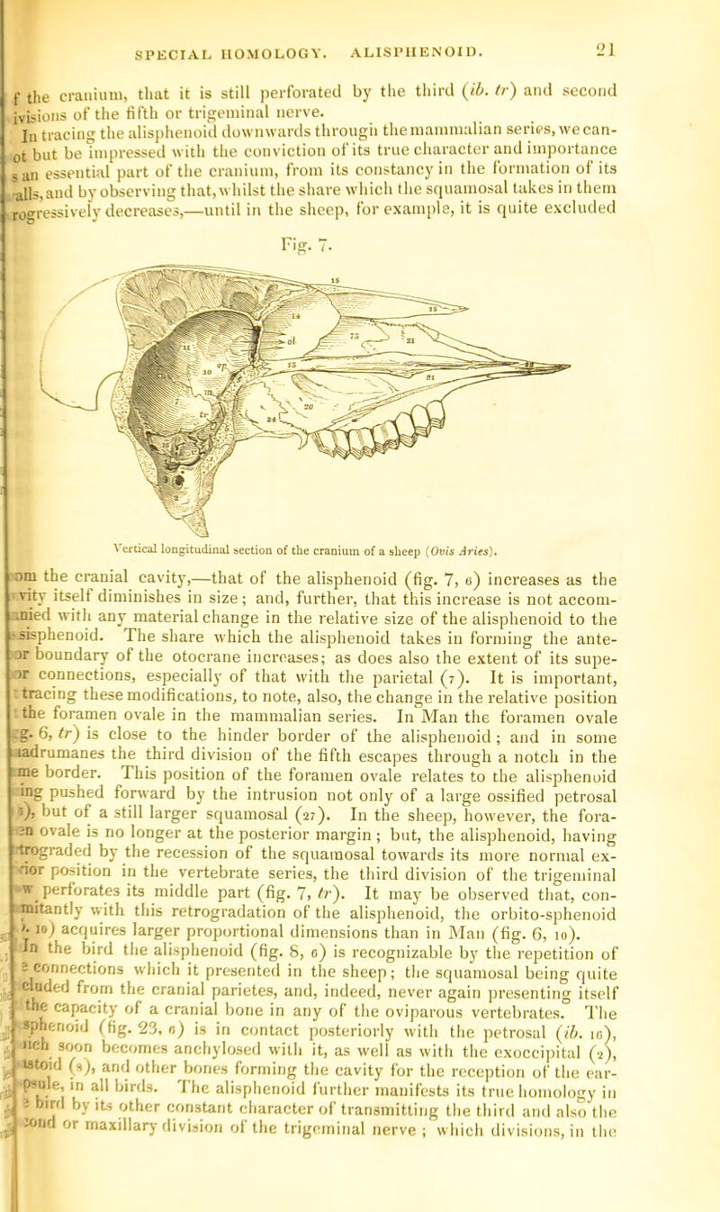 SPECIAL HOMOLOGY. ALISPUENOI D. r the craniuiu, tliat it is still perforated by the third {ib. tr) and second ivisions of the fifth or trigeminal nerve. Ill tracing the alisphenoid downwards througii the mammalian series, we can- ot but be impressed with the conviction of its true character and importance sail essential part of the cranium, from its constancy in the formation of its •alls,and by observing that, whilst the share which the squamosal takes in them rogressively decreases,—until in the sheep, for example, it is quite excluded Fig. 7. \ erdcal longitudinal section of the cranium of a sheep {Ovis nni the cranial cavity,—that of the alisphenoid (fig. 7, o) increases as the vity itself diminishes in size; and, further, that this increase is not accom- inied with any material change in the relative size of the alisphenoid to the ffsisphenoid. The share which the alisphenoid takes in forming the ante- or bonndary of the otocrane increases; as does also the extent of its supe- 'ir connections, especially of that with the parietal (7). It is important, : tracing these modifications, to note, also, the change in the relative position the foramen ovale in the mammalian series. In Man the foramen ovale :g. 6, <r) is close to the hinder border of the alisphenoid; and in some jadrumanes the third division of the fifth escapes through a notch in the me border. This position of the foramen ovale relates to the alisphenoid ing pushed forward by the intrusion not only of a large ossified petrosal ^), but of a still larger squamosal (27). In the sheep, however, the fora- ^ m ovale is no longer at the posterior margin ; but, the alisphenoid, having itrograded by the recession of the squamosal towards its more normal ex- vrior position in the vertebrate series, the third division of the trigeminal ow perforates its middle part (fig. 7, ^r). It may be observed that, con- unitantly with this retrogradation of the alisphenoid, the orbito-sphenoid >. 10) acquires larger proportional dimensions than in Man (fig. 6, 10). i In the bird the alisphenoid (fig. 8, g) is recognizable by the repetition of J connections which it presented in the sheep; the squamosal being quite eluded from the cranial parietes, and, indeed, never again presenting itself the capacity of a cranial bone in any of the oviparous vertebrates. The sphenoid (fig. 23, n) is in contact posteriorly with the petrosal (ib. 10), •ich soon becomes anchylosed with it, as well as with the exoceijiital (-2), istoid (s), and other bones forming the cavity for the reception of the ear- ^ule, in all birds. I he alisphenoid further manifests its true homology in 2 bird by its other constant character of transmitting the third and also the Jond or maxillarj- division of the trigeminal nerve ; which divisions, in the