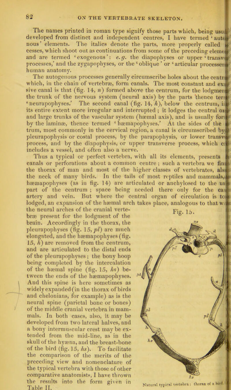 The names printed in roman type signify those parts which, being usu developed from distinct and independent centres, I have termed ‘ ante nous’ elements. The italics denote the parts, more properly called cesses, which shoot out as continuations from some of the preceding elemeM and are termed ‘exogenous’: e.g. the diapophyses or upper‘transw processes,’ and the zygapophyses, or the ‘oblique ’ or ‘articular processes human anatomy. The autogenous processes generally circumscribe holes about the centr which, in the chain of vertebrae, form canals. The most constant and ex=J sive canal is that (fig. 14, w) formed above the centrum, for the lodgmerj the trunk of the nervous system (neural axis) by the parts 'thence ter ‘ neurapophyses.’ The second canal (fig. 14, K), below the centrum, i. its entire extent more irregular and interrupted ; it lodges the central oi and large trunks of the vascular system (haemal axis), and is usually for by the laminae, thence termed ‘ haemapophyses.’ At the sides of the trum, most commonly in the cervical region, a canal is circumscribed by pleurapophysis or costal process, by the parapophysis, or lower transv> process, and by the diapophysis, or upper transverse process, which cc includes a vessel, and often also a nerve. Thus a typical or perfect vertebra, with all its elements, presents canals or perforations about a common centre ; such a vertebra we finf^ the thorax of man and most of the higher classes of vertebrates, alsf} the neck of many birds. In the tails of most reptiles and mamnialsJji hmmapophj'ses (as in fig. 14) are articulated or anchylosed to the uiP- part of the centrum ; space being needed there only for the ca|' artery and vein. But where the central organ of circulation is toy lodged, an expansion of the haemal arch takes place, analogous to that w the neural arches of the cranial verte- brae present for the lodgment of the brain. Accordingly in the thorax, the pleurapophyses (fig. 15,/)/) are much elongated, and the haemapophyses (fig. 15, K) are removed from the centrum, and are articulated to the distal ends of the pleurapophyses; the bony hoop being completed by the intercalation of the haemal spine (fig. 15, /)«) be- tween the ends of the haemapophyses. And this spine is here sometimes as widely expanded (in the thorax of birds and chelonians, for example) as is the neural spine (parietal bone or bones) of the middle cranial vertebra in mam- mals. In both cases, also, it may be developed from two lateral halves, and a bony intermuscular crest may be ex- tended from the mid-line, as in the skull of the hyaena, and the breast-bone of the bird (fig. 15, /«s). To facilitate the comparison of the merits of the preceding view and nomenclature of the typical vertebra with those of other comparative anatomists, I have thrown the results into the form given in Table II. Fig. 15. Natural typical vertebra : thorax of a bird.