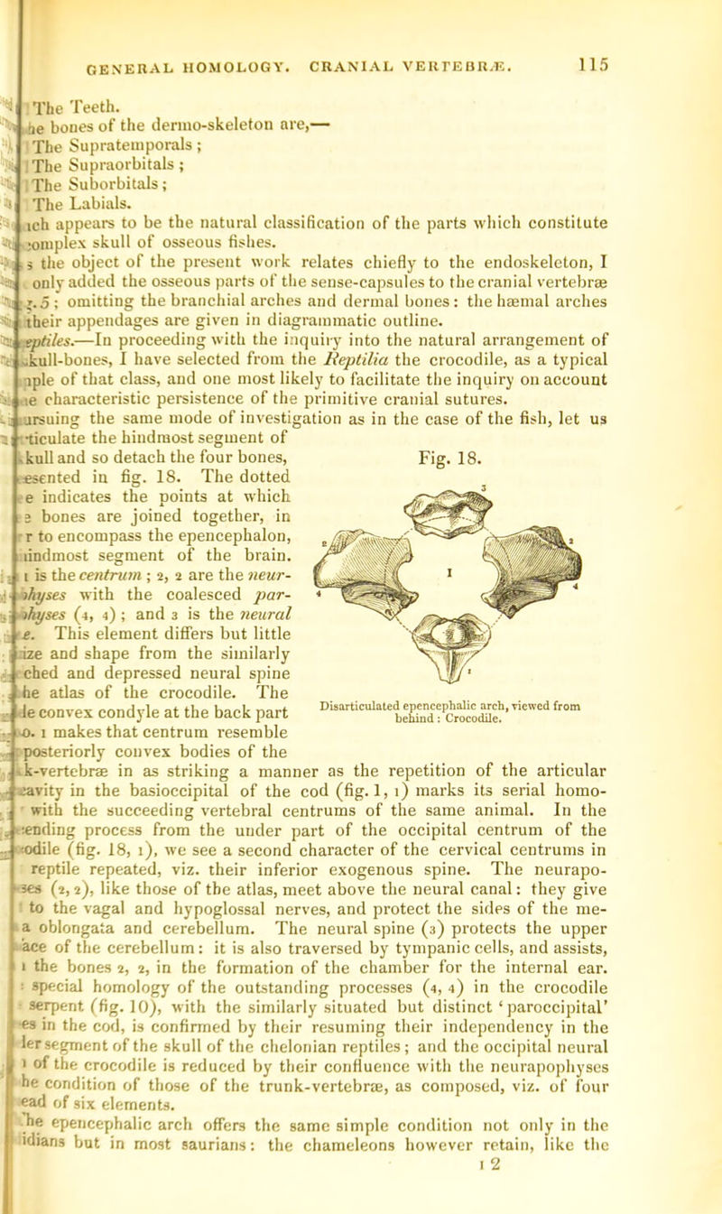 ¥•1 -ij 'Hil; ■«t t. The Teeth. be bones of the dernio-skeleton are,— The Supratemporals; The Supraorbitals; The Suborbitals; The Labials. ich appears to be the natural classification of the parts which constitute i'ti ^joniplex skull of osseous fishes. i the object of the present work relates chiefly to the endoskeleton, 1 only added the osseous parts of the sense-capsules to the cranial vertebrae r.o; omitting the branchial arches and dermal bones: the haemal arches their appendages are given in diagrammatic outline. tptiles.—In proceeding with the inquiry into the natural arrangement of kull-bones, I have selected from the Reptilia the crocodile, as a typical aple of that class, and one most likely to facilitate the inquiry on account <ie characteristic persistence of the primitive cranial sutures. 2 lursuing the same mode of investigation as in the case of the fish, let us •ticulate the hindmost segment of kull and so detach the four bones, Fig. 18. fsented in fig. 18. The dotted e indicates the points at which s bones are joined together, in r to encompass the epencephalon, dndmost segment of the brain. I is the ; 2, 2 are the neur- hyses with the coalesced par- sj -ihyses (4, 4) ; and 3 is the neural e. This element differs but little nze and shape from the similarly ched and depressed neural spine he atlas of the crocodile. The -le convex condyle at the back part .I4). 1 makes that centrum resemble ^posteriorly convex bodies of the ».k-vertebrae in as striking a manner as the repetition of the articular j:avity in the basioccipital of the cod (fig. 1, 1) marks its serial homo- ' with the succeeding vertebral centrums of the same animal. In the ending process from the under part of the occipital centrum of the xodile (fig. 18, 1), we see a second character of the cervical centrums in reptile repeated, viz. their inferior exogenous spine. The neurapo- ■ses (2,2), like those of the atlas, meet above the neural canal: they give ■ to the vagal and hypoglossal nerves, and protect the sides of the me- a oblongata and cerebellum. The neural spine (3) protects the upper ace of the cerebellum: it is also traversed by tympanic cells, and assists, 1 the bones 2, 2, in the formation of the chamber for the internal ear. : special homology of the outstanding processes (4, 4) in the crocodile • serpent (fig. 10), with the similarly situated but distinct ‘ paroccipital’ •es in the cod, is confirmed by their resuming their independency in the ler segment of the skull of the cheloriian reptiles; and the occipital neural I of the crocodile is reduced by their confluence with the neurapophyses he condition of those of the trunk-vertebrae, as composed, viz. of four ead of six elements. (he epencephalic arch offers the same simple condition not only in the idians but in most saurians: the chameleons however retain, like the I 2 Disarticulated epencephalic arch, viewed from behind: Crocodile.