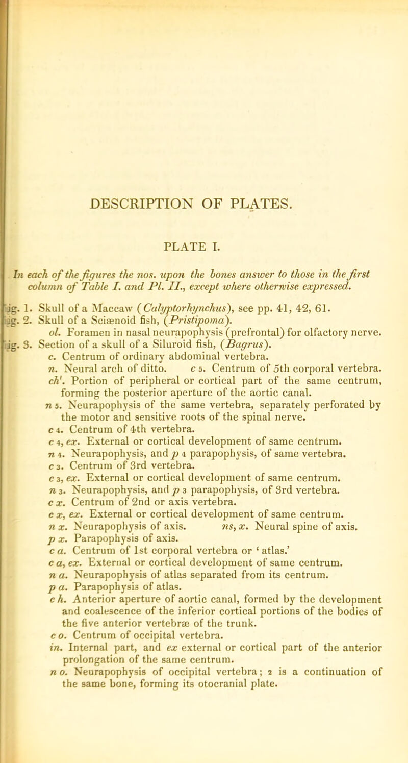 DESCRIPTION OF PLATES. PLATE I. In each of the figures the nos. upon the bones ansioer to those in the first column of Table I. and PL II., except xohere otherwise expressed. jg. 1. Skull of a Maccaw (Culyptorhynchus), see pp. 41, 42, 61. :jg. 2. Skull of a Scisenoid fish, (Pristipoma). ol. Foramen in nasal neurapophysis (prefrontal) for olfactory nerve. ■;jg. 3. Section of a skull of a Siluroid fish, (Pagrus). c. Centrum of ordinary abdominal vertebra. n. Neural arch of ditto. c s. Centrum of 5th corporal vertebra. ch'. Portion of peripheral or cortical part of the same centrum, forming the posterior aperture of the aortic canal. n 5. Neurapophysis of the same vertebra, separately perforated by the motor and sensitive roots of the spinal nerve, c 4. Centrum of 4th vertebra. c 4, ex. External or cortical development of same centrum, n 4. Neurapophysis, and p 4 parapophysis, of same vertebra. C3. Centrum of 3rd vertebra. c 3, ex. External or cortical development of same centrum, n 3. Neurapophysis, and p 3 parapophysis, of 3rd vertebra. c X. Centrum of 2nd or axis vertebra. cx, ex. External or cortical development of same centrum. n X. Neurapophysis of axis. 7is, x. Neural spine of axis. p X. Parapophysis of axis. c a. Centrum of 1st corporal vertebra or ‘ atlas.’ c a, ex. External or cortical development of same centrum. n a. Neurapophysis of atlas separated from its centrum. p a. Parapophysis of atlas. c h. Anterior aperture of aortic canal, formed by the development and coalescence of the inferior cortical portions of the bodies of the five anterior vertebrae of the trunk, c 0. Centrum of occipital vertebra. in. Internal part, and ex external or cortical part of the anterior prolongation of the same centrum. n o. Neurapophysis of occipital vertebra; 2 is a continuation of the same bone, forming its otocranial plate.