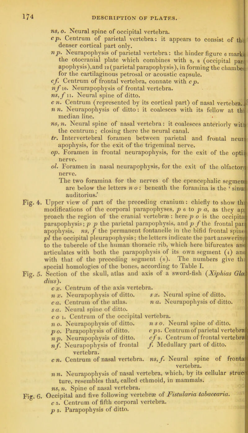ns, 0. Neural spine of occipital vertebra. cp. Centrum of parietal vertebra: it appears to consist of th. denser cortical part only. np. Neurapophysis of parietal vertebra: the hinder figure e mark, the otocranial plate which combines with 2, s (occipital i)ar. apophysis),and i2(parietal parapophj'sis), in forming the chambe. for the cartilaginous petrosal or acoustic capsule. cf. Centrum of frontal vertebra, connate with cp. nf 10. Neurapophysis of frontal vertebra. ns,f 11. Neural spine of ditto. cn. Centrum (represented by its cortical part) of nasal vertebra., i n n. Neurapophysis of ditto: it coalesces with its fellow at thr median line. ns,n. Neural spine of nasal vertebra: it coalesces anteriorly wit; the centrum; closing there the neural canal. tr. Intervertebral foramen between parietal and frontal neur apophysis, for the exit of the trigeminal nerve. op. Foramen in frontal neurapophysis, for the exit of the opti nerve. ol. Foramen in nasal neurapophysis, for the exit of the olfactor; nerve. The two foramina for the nerves of the epencephalic segmeni are below the letters n o : beneath the foramina is the ‘ sina auditorius.’ Fig. 4. Upper view of part of the preceding cranium : chiefly to show th modifications of the corporal parapophyses, jo 6 to a, as they ap proach the region of the cranial vertebrae : here jo o is the occipita. parapophysis; p p the parietal parapophysis, and jo f the frontal par apophysis, ns, f the permanent fontanelle in the bifid frontal spine pi the occipital pleurapophysis; the letters indicate the part answerinj to the tubercle of the human thoracic rib, which here bifurcates am articulates with both the parapophysis of its own segment (4) am with tliat of the preceding segment (s). The numbers give th special homologies of the bones, according to Table I. Fig. 5. Section of the skull, atlas and axis of a sword-fish (^Xiphias Gla dins'). c X. Centrum of the axis vertebra. nx. Neurapophysis of ditto. sx. Neural spine of ditto. ca. Centrum of the atlas. na. Neurapophysis of ditto. sa. Neural spine of ditto, c o 1. Centrum of the occipital vertebra. n 0. Neurapophysis of ditto. nso. Neural spine of ditto. po. Parapophysis of ditto. cjas. Centrumof parietal vertebra np. Neurapophysis of ditto. cf 9. Centrum of frontal vertebra nf. Neurapophysis of frontal /. Medullary part of ditto, vertebra. cn. Centrum of nasal vertebra. ns,f. Neural spine of fronta. vertebra. nn. Neurapophysis of nasal vertebra, which, by its cellular strue ture, resembles that, called ethmoid, in mammals. ns, n. Spine of nasal vertebra. Fig. 6. Occipital and five following vertebrae of Fistularia tabacearia. c n. Centrum of fifth corporal vertebra. p 5. Parapophysis of ditto.