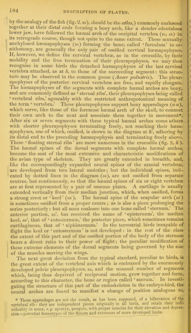 by the analogy of the fish (fig. 2, ss), should be the atlas,) commonly coalesced together at their distal ends torining a bony arch, like a slender edentulous lower jaw, have followed the haemal arch of the occipital vertebra (51, 55) in its retrograde course, though not quite to the same extent. These mutually anchylosed haemapophyses (ss) forming the bone, called ‘furculum’ in or- iiithotomy, are generally the otdy pair of ossified cervical haemapophyses. It, however, we define the cervical vertebrae, as in the crocodile, by their mobility and the free termination of their pleurapophyses, we may then recognise in some birds the detached haemapophyses of the last cervical vertebra attached, as at /i, to those of the succeeding segment: this struc- ture may be observed in the common goose (^Anser palustris). The pleur- apophyses of the posterior cervical vertebrae are free, and rapidly elongate. The haemapophyses of the segments with complete haemal arches are bony, and are commonly defined as ‘ sternal ribs’, their pleurapophyses being called ‘ vertebral ribs,’ agreeably with the restricted anthropotoinical meaning of the term ‘ vertebra.’ These pleurapophyses support bony appendages (a a), which serve, like those of the foremost haemal arch of the skull, to connect their own arch to the next and associate them together in movement*. After six or seven segments with these typical haemal arches come othera with shorter pleurapophyses terminating freely, not reaching their haem- apophyses, one of which, ossified, is shown in the diagram at h', adhering by its distal end to the preceding haemapophysis and terminating freely above. These ‘ floating sternal ribs’ are more numerous in the crocodile (fig. 3, h!). The haemal spines of the dorsal segments with complete haemal arches, become the seat of the most extensive and characteristic modifications of the avian type of skeleton. They are greatly extended in breadth, and, like the correspondingly expanded neural spines of the cranial vertebrje, are developed from two lateral moieties; but the individual spines, indi- cated by dotted lines in the diagram (go), are not ossified from separate centres, but continuously, so that the haemal spines of six or eight vertebrae are at first represented by a pair of osseous plates. A cartilage is usually extended vertically from their median junction, which, when ossified, forms a strong crest or ‘ keel ’ (oo'). The haemal spine of the scapular arch (52') is sometimes ossified from a proper cenli'e; as is also a piece prolonging the series posteriorly: but all soon coalesce into one bone called ‘ sternum.’ The anterior portion, 52', has received the name of ‘ episternum’, the median keel, go', that of ‘ entoKlernum,’ the posterior piece, which sometimes remains cartilaginous, that of ‘ xiphisternum.’ In the terrestrial birds incapable of flight the keel or ‘ entosternum ’ is not developed : in the rest of the class the extent of this part and of the ossified portion of the body of the sternum bears a direct ratio to their power of flight-, the peculiar modification of these extreme elements of the dorsal segments being governed by the size of the muscles moving the wings. The next great deviation from the typical standard, pecidiar to birds, is the great extent of the vertebral axis which is embraced by the enormously developed pelvic pleurapophyses, 02, and the unusual number of segments which, being thus deprived of reciprocal motion, grow together and form, according to this character, the bone or region called ‘sacrum.’ In investi- gating the structure of this part of the endoskeleton in the embryo-bird, the neural arches are found to manifest a change of position analogous to, * These appendages are not the result, as has been supposed, of a bifiirealion of the vertebral rib: they are independent pieees originally in all birds, and retain their indi- viduality in some, e.g. apteryx, penguin, with proper muscles for their elevation and depres- sion—potential homotypes of tlie flexors and extensors of more developed limbs.